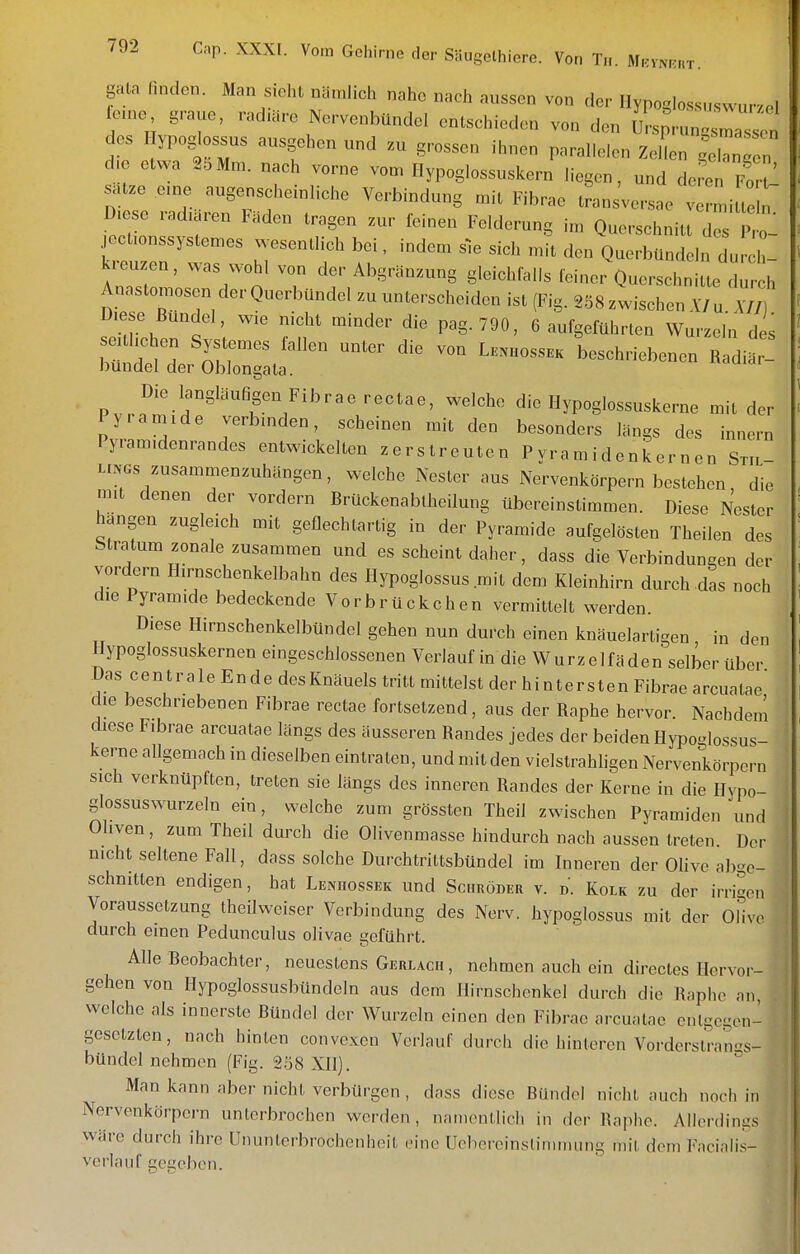 gau, finden. Man sielu „an.lich nahe nach aussen von der Uyp„gl„ssu,„ur,el fen,o graue, r„du.re Nervenbündel onlschieden von den IrsprungsZen des Hypoglossus ausgeben und .u grossen ihnen parallelen ZelL ^ZZ de e.wa 81,M„,. nach vorne von, Ilyp„g|„ssusker„ liegen, und deren fJ^^,^ salze eme augenscheinliche Verbindung n,il Fibrao Iran vc-sae vermilll „ D,ese .-adiaren Fäden .ragen zur feinen Feldcrung i,n Quersehnill dos ^„1 jocuonssyslcnes wesenllieh bei, indem sie sich ,nil den QuorbUndcln du ll kreuzen, was wohl von der Abgi-änzung gloichPalls feiner Quersehnille d • h Anaslon,osen der QuerbUndel zu unterscheiden isl (Fig. ä.5S zwischen X, u V// D,ese Bündel, wie „ichl minder die pag.790, 6 aufgefuhrlen Wurzeln des se,ü,che„ Sysu,n,es fallen unler die von L«uossbk beschriebenen Radiär- bundel der Oblongata. Die langlaufigen Fibraerectae, welche die Ilypoglossuskerne mit der Pyramide verbinden, scheinen mit den besonders längs des innern Pyramidenrandes entwickelten zerstreuten Pvramidenkernen Sm- LmGs zusammenzuhängen, welche Nester aus Nervenkörpern bestehen die mit denen der vordem Brückenablheilung übereinstimmen. Diese Nester hangen zugleich mit geflechtartig in der Pyramide aufgelösten Theilen des btratum zonale zusammen und es scheint daher, dass die Verbindun^en der vordern Hirnschenkelbahn des Hypoglossus mit dem Kleinhirn durch das noch die Pyramide bedeckende Vorbrückchen vermittelt werden. Diese Hirnschenkelbündel gehen nun durch einen knäuelartigen in den Hypoglossuskernen eingeschlossenen Verlauf in die Wurzelfäden selber über .Das centrale Ende des Knäuels tritt mittelst der hintersten Fibrae arcualae die beschriebenen Fibrae rectae fortsetzend, aus der Raphe hervor. Nachdem diese Fibrae arcuatae längs des äusseren Randes jedes der beiden Hypoglossus- kerne allgemach in dieselben eintraten, und mit den vielstrahhgen Nervenkörpern sich verknüpften, treten sie längs des inneren Randes der Kerne in die Hypo- glossuswurzeln ein, welche zum grössten Theil zwischen Pyramiden und Oliven, zum Theil durch die Olivenmasse hindurch nach aussen treten Der nicht seltene Fall, dass solche Durchtnltsbündel im Inneren der Olive abge- schnitten endigen, hat Lenhossek und Schröder v. d. Kolk zu der irri-on Voraussetzung theilweiser Verbindung des Nerv, hypoglossus mit der Oih'e durch einen Pedunculus olivae geführt. Alle Beobachter, neuestens Gerlach, nehmen auch ein directes Hervor- gehen von Hypoglossusbündeln aus dem Hirnschcnkel durch die Raphe an welche als innerste Bündel der Wurzeln einen den Fibrao arcualae olUgc^on- gosetzten, nach hinten convexcn Verlauf durch die hinteren Vorderstran-s- bündel nehmen (Fig. 258 XII). Man kann aber nicht verbürgen , dass diese Bündel nicht auch noch in Nervenkörpern unterbrochen werden, naniontlicli in der Raphe. Allerdings wäre durch ihre Ununterbrochenhoit eine Ucbercinslinuniing nn'l dem Facinlis- veiiauf gegeben.