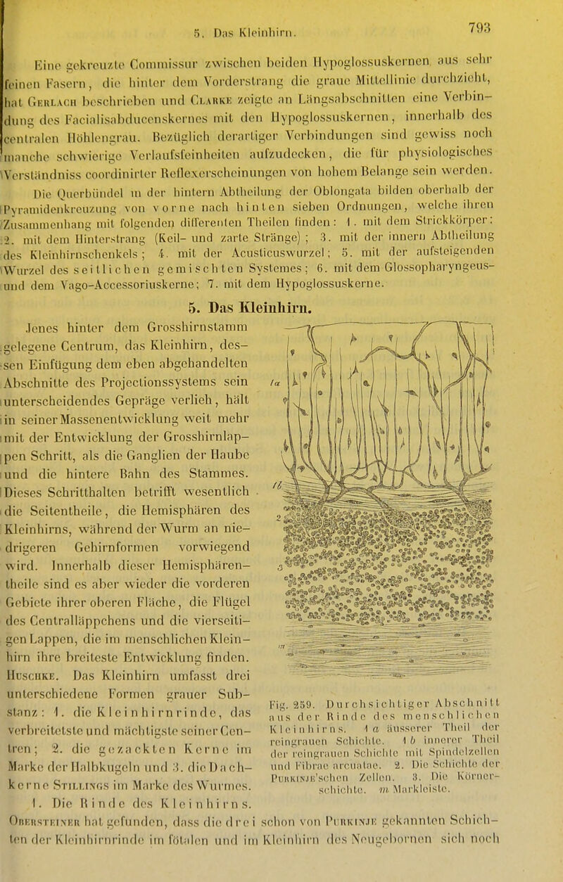 5. Das Kleiiiliirii. iiiio gokreuzlo Coniiuissur zwischen beiden Ilypoglossuskcrnen. aus sehr IVinon Fasern, die hinlcr dem Voi-derslrang die graue Milleliinie durchzieht, hat Geulach beschrieben und Clauke zeigte an Längsabschnilten eine Verbin- dung des Facialisabducenskernes mit den llypogiossuskernen, innerhalb des cenlmlen Ilöhlengrau. Bezüglich derartiger Verbindungen sind gewiss noch manche schwierige VerlauCsleinheiten aufzudecken, die für physiologisches Wersliindniss coordinirler Rellexerscheinungen von hohem Belange sein werden. Die Qucrbiindel m der hintern AblheiUing der Oblong;ila bilden oberhalb der IPyramidenkrcuzimg von vorne nach hinten sieben Ordnungen, welche ihren /Zusammenhang mit l'olgenden did'ereiilen Thcilen linden: \. mit dem Slrickkörper: ;2. mit dem IlUitcrstrang (Keil- und zarte Stränge) ; 3. mit der Innern Abtlieilung des Kleinhirnschenkels; i. mit der Acusticuswurzel; 5. mit der aufsteigenden \WurzeI des s e i 11 i c h e n gemischten Syslemes ; 6. mit dem Glossopharyngeus- Lund dem Vago-Accessoriuskerne; 7. mit dem Ilypoglossuskerne. Das Kleinhirn. 5. Jenes hinter dem Grosshirnstanim .gelegene Centrum, das Kleinhirn, des- sen Einfügung dem eben abgehandelten Abschnitte des Projcctionssyslems sein (unterscheidendes Gepräge verlieh, hält iin seiner Massenentwicklung weil mehr imit der Entwicklung der Grosshirnlap- ipcn Schritt, als die Ganglien der Haube lund die hintere Bahn des Stammes. IDieses Schritthaiton betrifft wesentlich idie Seitentheile, die Hemisphären des Kleinhirns, während der Wurm an nie- drigeren Gehirnformen vorwiegend wird. Innerhalb dieser Hemisphären- Ihcilc sind es aber wieder die vorderen Gebiete ihrer oberen Fläche, die Flügel des Centrailäppchens und die vierseiti- gen Lappen, die im menschlichen Klein- hirn ihre breiteste Entwicklung finden. HusciiKE. Das Kleinhirn umfasst drei unterschiedene Formen grauer Sub- stanz: i. die K1 e i n h i rn ri n de, das vorbroitetste und mächtigste seiner Cen- tren ; 2. die gezackten Kerne im Marke der Ilalbkugeln und die Dach- kerne SriLi.iNr.s im Marke des Wurmes. 1. Die f{ i n (1 e des Kleinhirns. OnERSTKiNEn hat gefunden, dass die drei schon von PimiUNJE gekannten Schich- ten der Kleinhirnrinde im fötalen und im Kleinliirn des Neugehornen sich noch Fig. 259. Durch.siclitiger Abschnitt aiKS der R i lul c dos m c ii sc Ii I i (■ Ii o ii Kleinhirns. 1 o äu.ssorcr Thoil der roingraiKMi Schichte. 1 b innerer Theil (li^r reingi-nueii Schichle mit Spindelzellen 1111(1 t'ihriie arcnnlae. 2. Die S(;hielile der PuHKiNJic'schen Zellen. 3. Hie Körner- schiclite. m Markicistc.