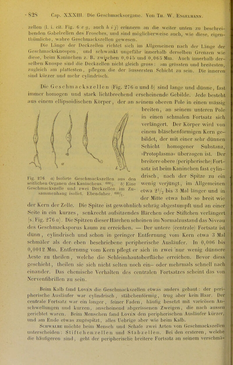 /.eilen (I. i. cit. Fig. 6 c //, auch h i j) erinnern an die weiler unten zu beselirci- benrlen Gabcl/ellen des F rosdies, und sind moi^liclicrwci.sc auch, wie diese, eii^cn— lliüuiiiclie, wahre Geschiuackszclien gewesen. Die Länge der Dcckzellen richlel, sich im Allgenicinen nach der Länge der Geschniacksknospen , und schwankt ungefähr innerhalb derselben Grenzen wie diese, beim Kaninchen z. B. zwischen 0,045 und 0,065 Mm. Auch iniierlialb der- selben Knospe sind die Deckzellen nicht gleich gross : am grösstcn und breilesten, zugleich am plattesten, pllegen die der äussersten Schicht zusein. Die inneren sind kürzer und mehr cylindrisch. Die Gcschmackszellen (Fig. 276 n und 6) sind lange und dünne, fiisl imoicr homogen und stark lichlbrechend erscheinende Gebilde. Jede besieht aus einem ellipsoidischen Körper, der an seinem oberen Pole in einen mässig breiten, an seinem unteren Pole in einen schmalen Fortsatz sich verlängert. Der Körpei- wird von einem bläschenförmigen Kern ge- bildet, der mit einer sehr dünnen Schicht homogener Substanz, »Protoplasma« überzogen ist. Der breitere obere (peripherische] Fort- satz ist beim Kaninchen fast cylin- drisch , nach der Spitze zu ein wenig verjüngt, im Allgemeinen etwa bis ^5 Mal länger und in der Mitte etwa halb so breit wie der Kern der Zelle. Die Spitze ist gewöhnlich schräg abgestumpft und an einer Seite in ein kurzes, senkrecht aufsitzendes Härchen oder Stiftchen verlängeit (s. Fig. 276 a). Die Spitzen dieser Härchen scheinen im Normalzustand das Niveau des Geschmacksporus kaum zu erreichen. — Der untere (centrale) Fortsatz ist dünn, cylindrisch und schon in geringer Entfernung vom Ivern etwa 3 Mal schmäler als der eben beschriebene peripherische Ausläufer. In 0,006 l)i.s 0,0012 Mm. Entfernung vom Kern pflegt er sich in zwei nur wenig dünnere Aeste zu Iheilen , welche die Schleimhautoberfläche erreichen. Bevor diess geschieht, thoilen sie sich nicht selten noch ein- oder mehrmals schnell nach einander. Das chemische Vorhalten des centralen Fortsatzes scheint das von Nervenlibrillen zu sein. Fig. 276 a) Isolirle Gesclimackszellen aus den seillicberi Organen des Kaninciiens. f'OO/i. 6) Eine Gescliniackszellc und zwei Deckzeiien im Zu- sammenliaiig isoliit. Ebendaher, 600/,. Beim Kalb fand Loviiw die Geschmackszcllen etwas anders gebaut: der peri- pherische Ausläufer war cylindrisch, stäbchenlörmig, trug aber kein Haar. Der centrale Fortsalz war ein langer, feiner Faden, häufig besetzt mit varicösen An- schwellungen und kurzen, anscheinend abgerissenen Zweigen, die nach aussen gerichtet waren. Beim Menschen fand Lovicn den peripherischen Ausläufer kürzer, und am Ende etwas zugöspitzl, alles Ucbrige aber wie beim Kalb. ScuwALRK möclile beim Mensch und Schafe zwei Arten von (Jeschmackszelleu unterscheiden: S t i f l c h e n z e 11 e n und Stabzellcn. Bei den ersteren , welche die häufigeren sind, geht der peripherische breitere Forlsalz an seinem verschmä-