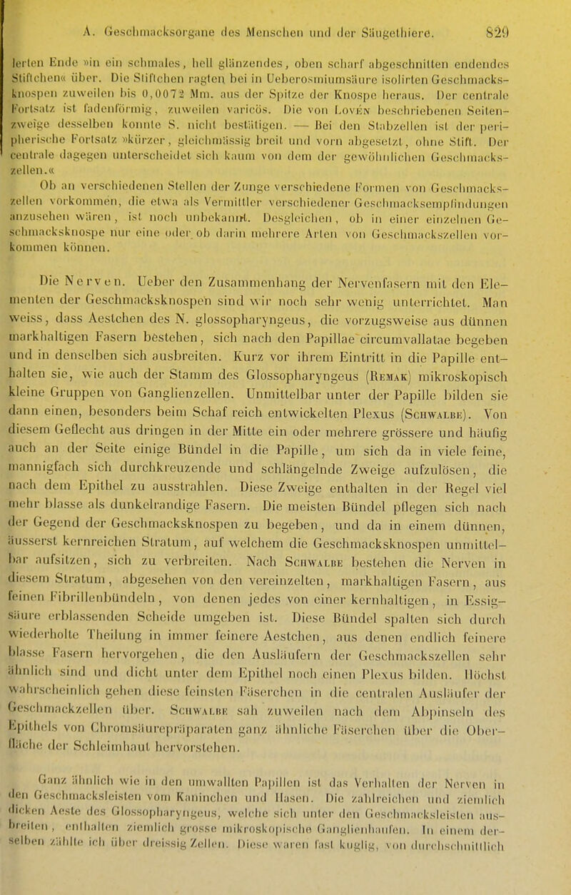 lei ten Ende «in ein sclunales, hell ijliinzendes, oben sch-.ivf abgeschniUen endendes Slificlien« über. Die Slil'lchen ragten bei in Ueberosmiumsäure isoiirlen Geschmacks- knospen zuweilen bis Ü,007:2 Mm. aus der Spitze der Knospe heraus. Der centrale l'ortsalz ist l'adonlörmig, zuweilen variciüs. Die von Loviiw i)escl)riebeneii Seiten- zweige desselben konnte S. nicht bestätigen. — Bei den Stabzelien ist der peii- pberische Fortsatz «kürzer, gloicliniUssig breit und vorn abgesetzt, ohne Stift. Der centrale dagegen unterscheidet sich kaum von dem der gewöhnlichen Geschmacks- zellen.« Ob an verschiedenen Stellen der Zunge verschiedene Foi men von Geschmacks- zellen vorkommen, die etwa .-ds Vermittler verschiedener Geschmacksernplindniigen anzusehen wären , ist noch unl)ekanirt. Desgleichen , ob in einer einzelnen Ge- schmacksknospe nur eine oder ob dai'in mehrere Arten von Geschmackszellen vor- kommen können. Die Nerven. Ueber den Zusammenhang der Nervenfasern niil den Ele- menten der Geschmacksknospen sind wir noch sehr wenig unterrichtel. Man weiss, dass Aestchen des N. glossopharyngeus, die vorzugsweise aus dünnen markhaltigen Fasern bestehen, sich nach den Papillae circumvallatae begeben und in denselben sich ausbreiten. Kurz vor ihrem Eintritt in die Papille ent- halten sie, wie auch der Stamm des Glossopharyngeus (Remak) mikroskopisch kleine Gruppen von Ganglienzellen. Unmittelbar unter der Papille bilden sie dann einen, besonders beim Schaf reich entwickelten Plexus (ScnwALun). Von diesem Geflecht aus dringen in der Mitte ein oder mehrere grössere und häufig auch an der Seite einige Bündel in die Papille, um sich da in viele feine, mannigfach sich durchkreuzende und schlängelnde Zweige aufzulösen, die nach dem Epithel zu ausstrahlen. Diese Zweige enthalten in der Regel viel mehr blasse als dunkelrandige Fasern. Die meisten Bündel pflegen sich nach der Gegend der Geschmacksknospen zu begeben, und da in einem dünnen, äusserst kernreichen Stratum, auf welchem die Geschmacksknospen unmittel- bar aufsitzen, sich zu verbreiten. Nach Schwalbe bestehen die Nerven in diesem Stratum , abgesehen von den vereinzelten , markhaltigen Fasern , aus feinen Fibrillenbündeln, von denen jedes von einer kernhaltigen, in Essig- säure erbla.ssenden Scheide umgeben ist. Diese Bündel spalten sich durch wiederholte Theilung in immer feinere Aestchen, aus denen endlich feinere blasse Fasern hervorgehen , die den Ausläufern der Geschmackszellen sehr ähnlich sind und dicht unter dem Epithel noch einen Plexus bilden. Höchst wahrscheinlich gehen tliese feinsten Fäserchen in die centralen Ausläufer der Geschmackzellen über. Sciiwamu': sah zuweilen nach dem Abpinseln des lipilhels von Chi-omsäurepi'äparaten ganz ähnliche P'äserchen üb(>r die Ober- fläche der Schleimhaut hei'vorslehen. Ganz ähnlicii wie in den umwalllcn Papillen ist das Verhalten der Nerven in den Gcschmaoksleisten vom Kaninchen und Hasen. Die zahlreichen tmd ziomiicb dicken Anste des Glossopharyngeus, welche sich unter den Gescihmar^ksleislen aus- breiten , enlhalten zicndich grosse mikroskopische Ganglienhaufen. In einem der- selben zählle ifli über dreissig Zellen. Diese waren fast kuglii;, von durchschiiiltlich