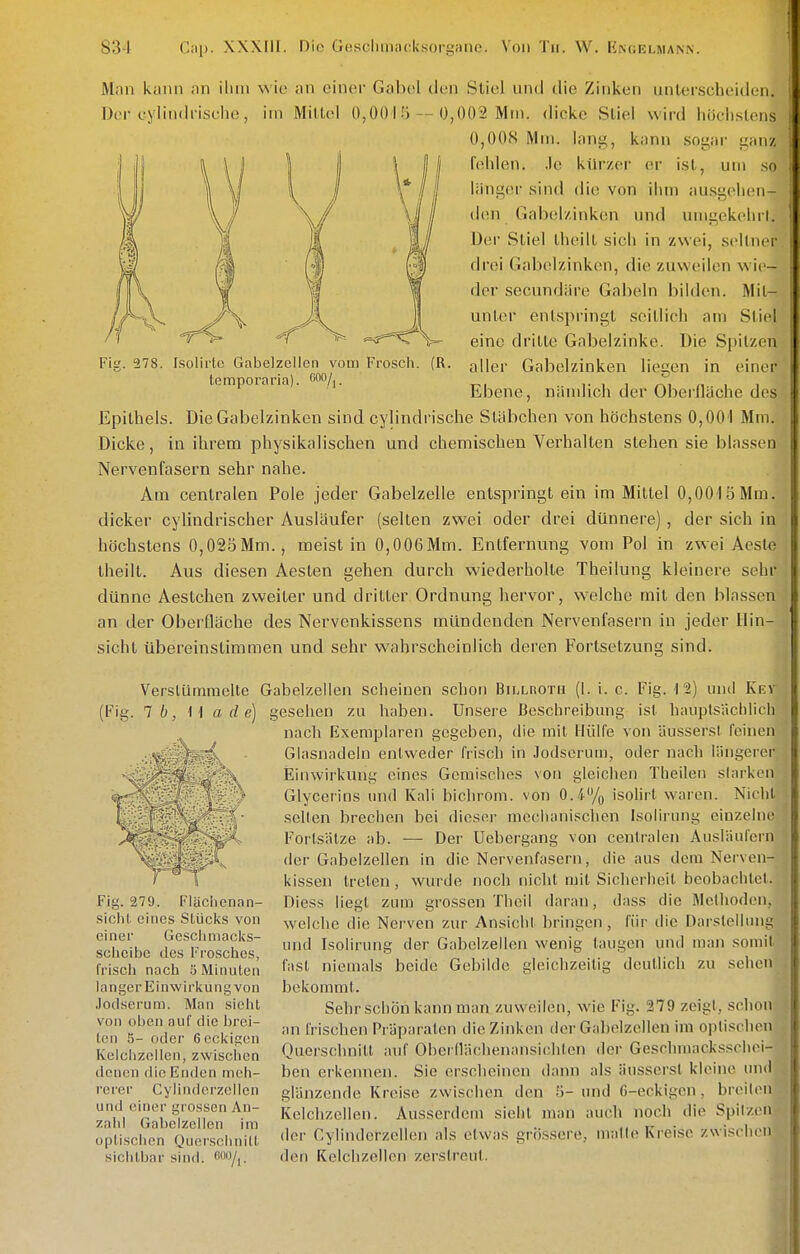 Man kciiin on iliiii wie an cinor Gabel den Stiel und die Zinken unterscheiden. Der cylindi'isehe, im Milte! 0,0015 — 0,002 Mm. dicke Stiel wird höcli.slens 0,008 Mm. lang, kann sogar ganz fehlen, .le kürzer er ist, um .so länger sind die von ihm au.sgehen- den Gabelzinken und umgekehrl. Der Stiel theilt sich in zwei, seltnci drei Gabelzinken, die zuweilen wie - der secundäre Gabeln bilden. Mil- an ler entspringt seitlich am Stiel eine dritte Gabelzinke. Die Spitzen aller Gabelzinken liegen in einer Ebene, nämlich der Oberfläche d( s Epithels. Die Gabelzinken sind cylindrische Stäbchen von höchstens 0,001 Mm. Dicke, in ihrem physikalischen und chemischen Verhalten stehen sie blassen Nervenfasern sehr nahe. Am centralen Pole jeder Gabelzelle entspringt ein im Mittel 0,001 ö Mm. dicker cylindrischer Ausläufer (selten zwei oder drei dünnere), der sieh in höchstens 0,025Mm., meist in 0,006Mm. Entfernung vom Pol in zwei Aeste theilt. Aus diesen Aesten gehen durch wiederholte Theilung kleinere sehr dünne Aestchen zweiter und dritter Ordnung hervor, welche mit den blassen an der Oberfläche des Nervenkissens mündenden Nervenfasern in jeder Hin- sicht übereinstimmen und sehr wahrscheinlich deren Fortsetzung sind. Fig. 278. Isolirtc Gabelzellen vom Frosch. (R. temporaria). coo/,. Verslümmelte Gabelzellen scheinen schon Bii.LnoTii (1. i. c. Fig. 12) und Ke\ (Fig. 7 6, H ade) gesehen zu haben. Unsere Beschreibung isl hauplsächlicii nach Exemplaren gegeben, die inil Hülle von äusserst feinen Giasnadeln entweder frisch in .lodserum, oder nach längeicr Einwirkung eines Gemisches von gleichen Theilen slarkon Glycerins und Kali bichrom. von 0.4% isolirt waren. Nicht seilen brechen bei dieser mechanischen Isolirung einzelne Fortsätze ab. — Der Uebergang von centralen Ausläufern der Gabelzellen in die Nervenfasern, die aus dorn Nerven- kissen treten, wurde noch nicht mit Sicherheil beobachtet. Diess liegt zum grossen Thcil daran, da.ss die Methoden, welche die Nerven zur Ansicht bringen, für die Darstellung und Isolirung der Gabelzeilen wenig taugen und man somit fast niemals beide Gebilde gleichzeitig deutlich zu sehen bekommt. Sehr schön kann man zuweilen, wie Fig. 279 zeigt, schon an frischen Präparaten die Zinken der Gahelzelien im optischen Querschnitt auf Oherllächenansichlen der Geschmacksschci bcn erkennen. Sie erscheinen dann als äusserst kleine und glänzende Kreise zwischen den 5- und G-eckigen, breiten Kelchzellen. Ausserdem siehl man auch noch die Spitzen der Cylinderzellen als etwas grÖs.sere, matte Kreise zwischen den Kelchzellen zerstreut. Fig. 279. Fläclienan- siclil eines StücIvS von einer Gesclimacks- sclicibe des Frosches, frisch nach 5 Minuten langer Einwirkung von .lodserum. Man sielit von oben auf die brei- len 5- oder 6eckigen ICelchzelien, zwisclicn denen die Enden meh- rerer Cylinderzellen und einer grossen An- zahl Gabelzellen im optischen Querscimitt sichtbar sind.