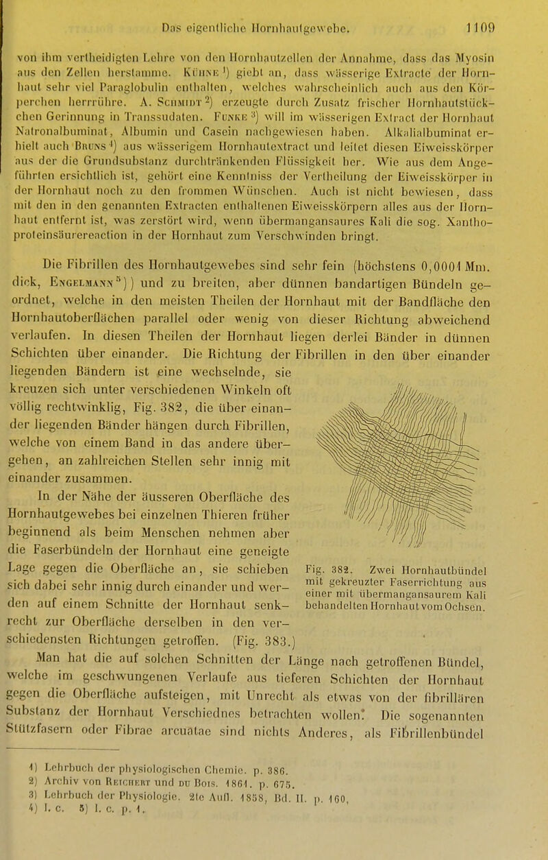 von ihm vcrtheidigten Lehre von den Ilornh^iitzelien der Annahme, dass das Myosin aiis den Zellen herslaninio. Küiink^) giebl an, dass wässerige Extracle der Horn- liaul sehr viel Paraglobulin cnihallen, welches wahrscheinlich auch ans den KÖr- pcrclicn lierrrülire. A. SciiMnvr^) erzeugte durch Zusatz l'risclier llornhaulstück- chen Gerinnung in Transsudaten. Funkb ^] will im wässerigen Exlract der Hornhaut Nalronalbuminat, Albumin und Casein nachgewiesen haben. Alkalialbuminat er- hielt auch BuuNS ') aus wässerigem Hornhaulextract und leitet diesen Eiweisskörper aus der die Grundsubstanz durchtränkenden Flüssigkeit her. Wie aus dem Ange- fülirlen ersichtlich ist, gehört eine Kcnnlniss der Verlhcilung der Eiweisskörper in der Hornhaut noch zu den h'ommen Wünschen. Auch ist nicht bewiesen, dass mit den in den genannten Exlracten enihallenen Eiweisskörpern alles aus der Horn- haut entfernt ist, was zerstört wird, wenn übermangansaures KaU die sog. Xantho- proleinsäurereaction in der Hornhaut zum Verschwinden bringt. Die Fibrillen des Hornbautgewebes sind sehr fein (höchstens 0,0001 Mm. dick, Engelmann■'')) und zu breiten, aber dünnen bandartigen Bündeln ge- ordnet, welche in den meisten Theilen der Hornhaut mit der Bandfläche den Hornhauloberflachen parallel oder wenig von dieser Bichlung abweichend verlaufen. In diesen Theilen der Hornhaut liegen derlei Bänder in dünnen Schichten über einander. Die Richtung der Fibrillen in den über einander liegenden Bändern ist eine wechselnde, sie kreuzen sich unter verschiedenen Winkeln oft völlig rechtwinklig, Fig. 382, die über einan- der liegenden Bänder hängen durch Fibrillen, welche von einem Band in das andere über- gehen, an zahlreichen Stellen sehr innig mit einander zusammen. In der Nähe der äusseren Oberfläche des Hornhautgewebes bei einzelnen Thieren früher beci nnend als beim Menschen nehmen aber die Faserbündeln der Hornhaut eine geneigte Lage gegen die Oberfläche an, sie schieben sich dabei sehr innig durch einander und wer- den auf einem Schnitte der Hornhaut senk- recht zur Oberfläche derselben in den ver- schiedensten Richtungen getroflen. (Fig. 383.) Man hat die auf solchen Schnitten der Länge nach getrofl'enen Bündel, welche im geschwungenen Verlaufe aus tieferen Schichten der Hornhaut gegen die Oberfläche aufsteigen, mit Unrecht als etwas von der fibrillärcn Substanz der Hornhaut Verschiednes betrachten wollen! Die sogenannten Stützfasern oder Fibrae arcuntae sind nichts Anderes, als Fitrillenbündel Fig. 382. Zwei Hornhautbündel mit gekreuzter Faserrichtung aus einer mit übermangansaurem Ivali behandelten Hornhaut vom Ochsen. 1) Lehrbuch der physiologischen Chemie, p. 386. 2) Arohiv von Rkiciieiit und du Bois. ■1861. p. 675. 3) Lehrbuch der Physiologie. 2lc Aufl. 18Ö8, Bd. II. p 160 /.) I, c. 8) 1. c. p. 1.