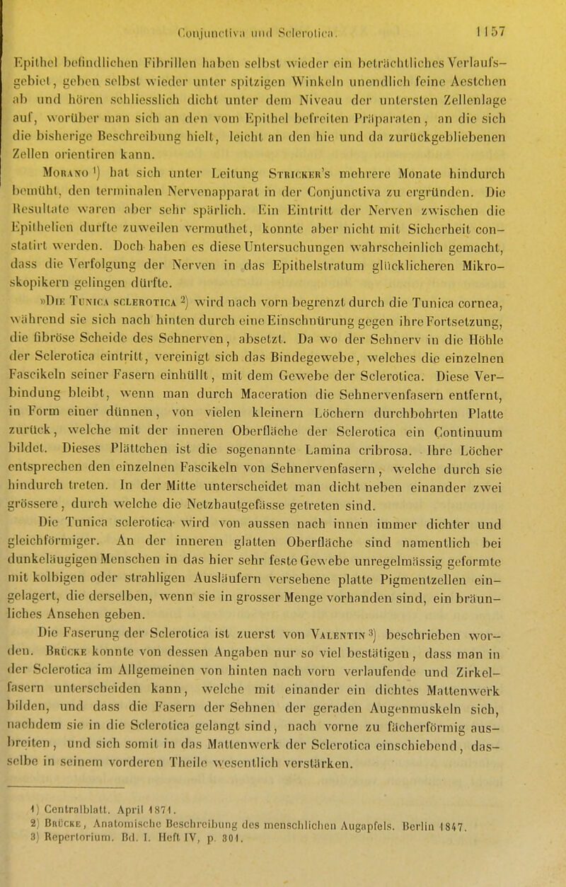 r.üu.jiinctiv;i iiiul Sclerolicn. Epithel bofindlichen Fibrillen haben selbst wieder ein belriichlliches Verlaufs- gebiel, geben selbst wieder unter spitzigen Winkeln unendlich feine Aestchen ab und hören schliesslich dicht unter dem Niveau der untersten Zellenlage aul, worüber man sich an den vom Epithel befreiten Präparaten, an die sich die bisherige Beschreibung hielt, leicht an den hie und da zurückgebliebenen Zellen orientiren kann. MoRANO ') hat sich unter Leitung Strickkr's mehrere Monate hindurch bemüht, den terminalen Nervenapparat in der Conjunctiva zu ergründen. Die Hesultale waren aber sehr spärlich. Ein Eintritt der Nerven zwischen die Epithelien durfte zuweilen vermuthet, konnte aber nicht mit Sicherheit con- statirt werden. Doch haben es diese Untersuchungen wahrscheinlich gemacht, dass die Verfolgung der Nerven in das Epithelstratum gl Ii ck lieberen Mikro- skopikern gelingen dürfte. »Die Tunic.\ sclerotica -) wird nach vorn begrenzt durch die Tunica Cornea, während sie sich nach hinten durch eine Einschnürung gegen ihre Fortsetzung, die fibröse Scheide des Sehnerven, absetzt. Da wo der Sehnerv in die Höhle der Sclerotica eintritt, vereinigt sich das Bindegewebe, welches die einzelnen Fascikeln seiner Fasern einhüllt, mit dem Gewebe der Sclerotica. Diese Ver- bindung bleibt, wenn man durch Maceration die Sehnervenfasern entfernt, in Form einer dünnen, von vielen kleinern Löchern durchbohrten Platte zurück, welche mit der inneren Oberfläche der Sclerotica ein Continuum bildet. Dieses Plättchen ist die sogenannte Lamina cribrosa. Ihre Löcher entsprechen den einzelnen Fascikeln von Sehnervenfasern, welche durch sie hindurch treten. In der Milte unterscheidet man dicht neben einander zwei grössere, durch welche die Netzhaulgcfässe getreten sind. Die Tunica sclerotica- wird von aussen nach innen immer dichter und gleichförmiger. An der inneren glatten Oberfläche sind namentlich bei dunkeläugigen Menschen in das hier sehr feste Gewebe unregelraässig geformte mit kolbigen oder strahligen Ausläufern versehene platte Pigmentzellen ein- gelagert, die derselben, wenn sie in grosser Menge vorhanden sind, ein bräun- liches Ansehen geben. Die Faserung der Sclerotica ist zuerst von Valentin 3) beschrieben wor- den. Brücke konnte von dessen Angaben nur so viel bestätigen, dass man in der Sclerotica im Allgemeinen von hinten nach vorn verlaufende und Zirkel- fasern unterscheiden kann, welche mit einander ein dichtes Mattenwerk bilden, und dass die Fasern der Sehnen der geraden Augenmuskeln sich, nachdem sie in die Sclerotica gelangt sind, nach vorne zu fächerförmig aus- breiten, und sich somit in das Mattenwerk der Sclerotica einschiebend, das- selbe in seinem vorderen Theile wesentlich verstärken. 1) Centralblatt. April 1871. 2) Brücke, Anatomische Beschreibung des menschlichen Augapfels. Berlin 1847. 3) Repcrlorium. Bd. I. Heft IV, p. 301.