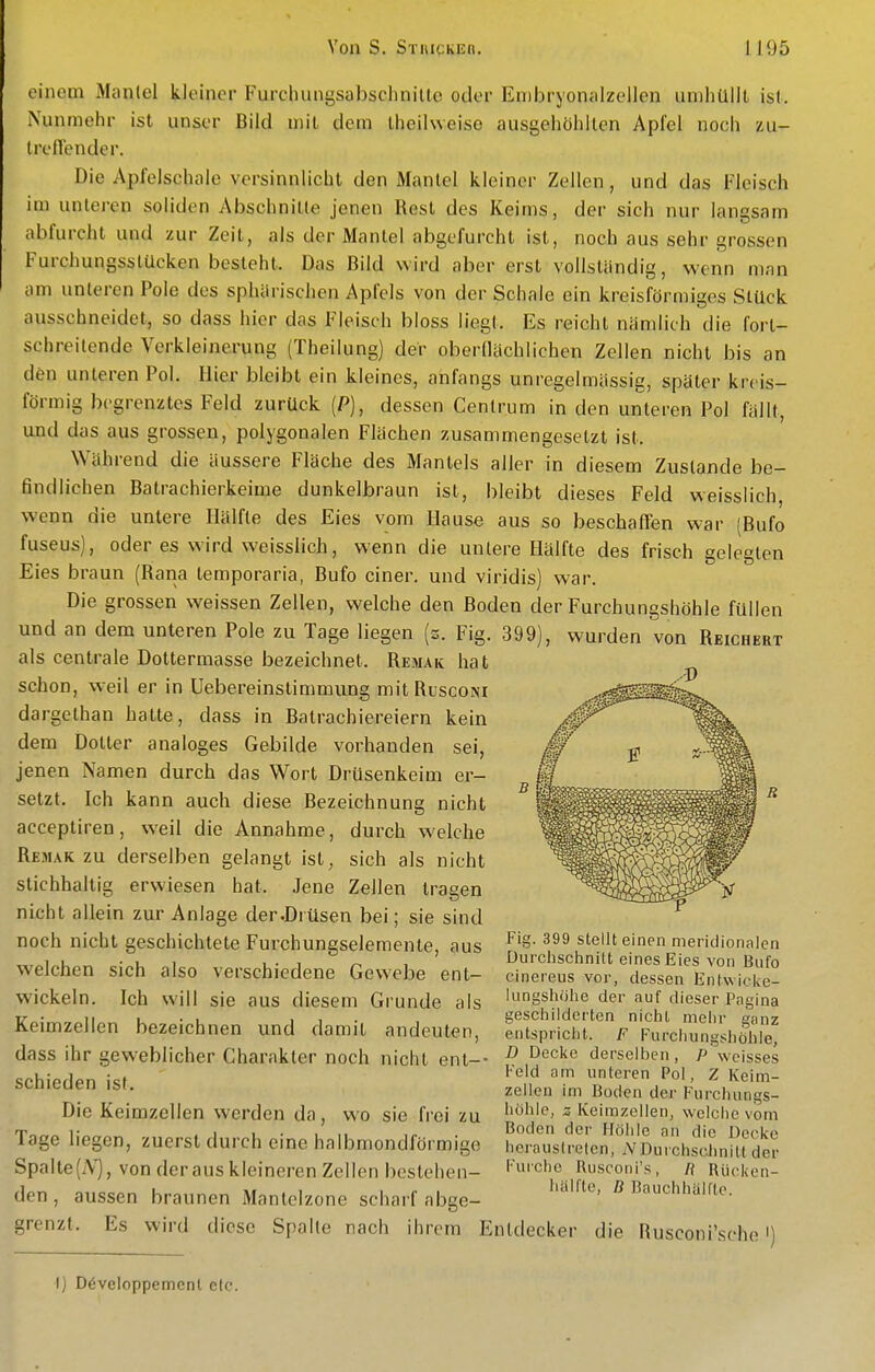einem Mantel kleiner Furchungsabschnilte oder Embryonalzellen umhüllt ist. Nunmehr ist unser Bild mit dem theilweise ausgehöhlten Apfel noch zu- IrelTender. Die Apfelschale versinnlicht den Mantel kleiner Zellen, und das Fleisch im untei-en soliden Abschnitte jenen Rest des Keims, der sich nur langsam nbfurcht und zur Zeit, als der Mantel abgcfurcht ist, noch aus sehr grossen Furchungsslücken besteht. Das Bild wird aber erst vollständig, wenn mnn am unteren Pole des sphärischen Apfels von der Schale ein kreisförmiges Stück ausschneidet, so dass hier das Fleisch bloss liegt. Es reicht nämlich die fort- schreitende Verkleinerung (Theilung) der oberdächlichen Zellen nicht bis an den unteren Pol. Hier bleibt ein kleines, anfangs unregelmässig, später kreis- förmig begrenztes Feld zurück (P), dessen Centrum in den unteren Pol fällt, und das aus grossen, polygonalen Flächen zusammengesetzt ist. Während die äussere Fläche des Mantels aller in diesem Zustande be- findlichen Batrachierkeime dunkelbraun ist, bleibt dieses Feld weisslich wenn die untere Hälfte des Eies vom Hause aus so beschaffen war (Bufo fuseus), oder es wird weisslich, wenn die untere Hälfte des frisch gelegten Eies braun (Rana temporaria, Bufo einer, und viridis) war. Die grossen weissen Zellen, welche den Boden der Furchungshöhle füllen und an dem unteren Pole zu Tage liegen (z. Fig. 399), wurden von Reichert als centrale Dottermasse bezeichnet. Remak hat schon, weil er in Uebereinstimmung mitRuscoNi dargethan hatte, dass in Batrachiereiern kein dem Dotier analoges Gebilde vorhanden sei, jenen Namen durch das Wort Drüsenkeim er- setzt. Ich kann auch diese Bezeichnung nicht acceptiren, weil die Annahme, durch welche Remak zu derselben gelangt ist, sich als nicht stichhaltig erwiesen hat. Jene Zellen tragen nicht allein zur Anlage der .Drüsen bei; sie sind noch nicht geschichtete Furchungselemente, aus welchen sich also verschiedene Gewebe ent- wickeln. Ich will sie aus diesem Grunde als Keimzellen bezeichnen und damit andeuten, dass ihr geweblicher Charakter noch nicht ent- schieden ist. Die Keimzellen werden da, wo sie frei zu Tage liegen, zuerst durch eine halbmondförmige Spalte(A'), von der aus kleineren Zellen bestehen- Fig. 399 stellt einen meridionalen Durchschnitt eines Eies von Bufo cinereus vor, dessen Ent\vicl<e- lungshöhe der auf dieser Pngina geschilderten nicht mehr ganz entspricht. F Furchungshöhle, D Decke derselben, P weisses Feld am unteren Pol, Z Keim- zellen im Boden der Furchungs- höhle, s Keimzellen, welche vom Boden der Höhle an die Decke heraustreten, iVDurchschnitt der Furche Rusconi's, R I\tu'ken- hülfte, ß Bauchhülftc. den , aussen braunen Mantelzone scharf abge- grenzt. Es wird diese Spalte nach ihrem Entdecker die Rusconi'sche) 1) Döveloppemcnl elc.