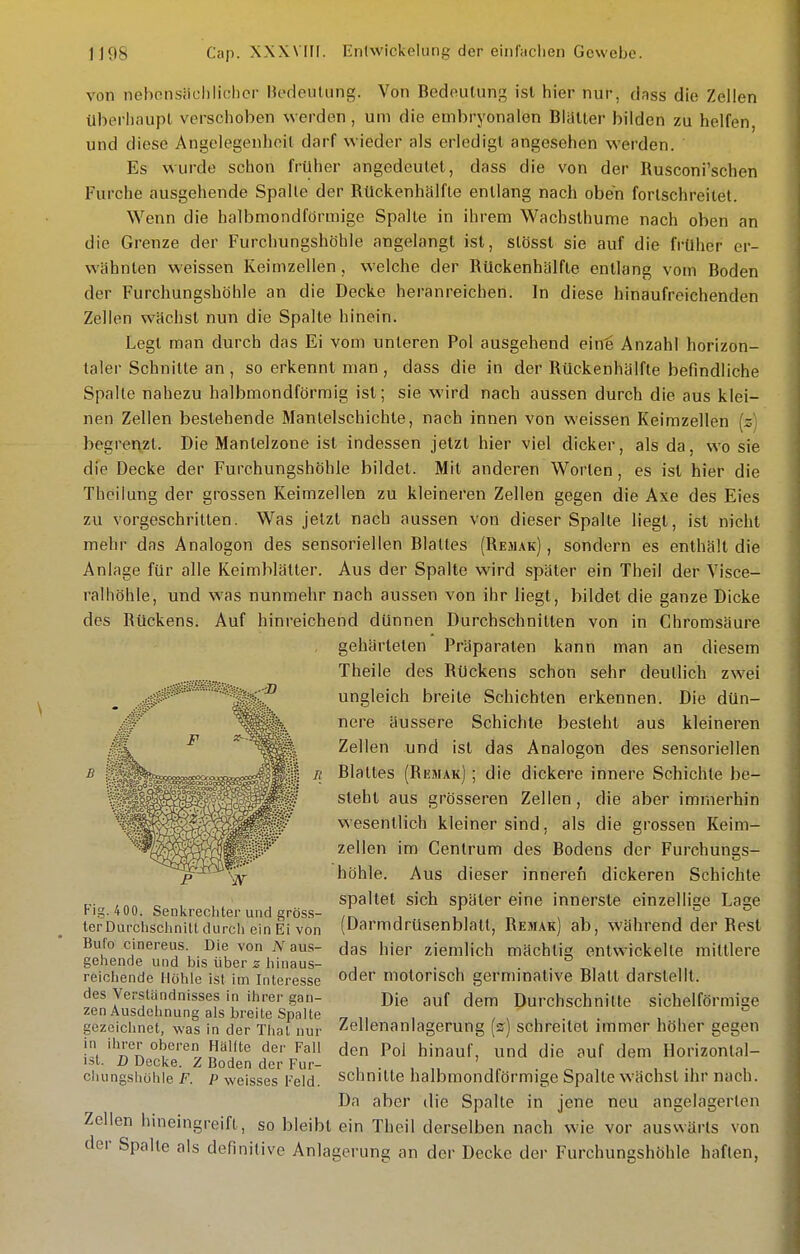 von nehonsiicliliclicr Hcdeulung. Von Bedoulung ist hier nur, dass die Zeilen ül^erluiupt vcrsciiolien werden, um die embryonalen Biauer bilden zu helfen, und diese Angelegenheit darf wieder als erledigt angesehen werden. Es wurde schon früher angedeutet, dass die von der Rusconi'schen Furche ausgehende Spalte der Rückenhfilfle entlang nach oben fortschreitet. Wenn die halbmondförmige Spalte in ihrem Wachsthume nach oben an die Grenze der Furchungshöhle angelangt ist, stösst sie auf die früher er- wähnten weissen Keimzellen, welche der Rückenhälfle entlang vom Boden der Furchungshöhle an die Decke heranreichen. In diese hinaufreichenden Zellen wachst nun die Spalte hinein. Legt man durch das Ei vom unteren Pol ausgehend ein^ Anzahl horizon- taler Schnitte an , so erkennt man , dass die in der Rückenhälfte befindliche Spalte nahezu halbmondförmig ist; sie wird nach aussen durch die aus klei- nen Zellen bestehende Mantelschichte, nach innen von weissen Keimzellen [z] begrenzt. Die Mantelzone ist indessen jetzt hier viel dicker, als da, wo sie die Decke der Furchungshöhle bildet. Mit anderen Worten, es ist hier die Theilung der grossen Keimzellen zu kleineren Zellen gegen die Axe des Eies zu vorgeschritten. Was jetzt nach aussen von dieser Spalte liegt, ist nicht mehr das Analogon des sensoriellen Blattes (Remak) , sondern es enthält die Anlage für alle Keimblätter. Aus der Spalte wird später ein Theil der Visce- ralhöhle, und was nunmehr nach aussen von ihr liegt, bildet die ganze Dicke des Rückens. Auf hinreichend dünnen Durchschnitten von in Chromsäure gehärteten Präparaten kann man an diesem Theile des Rückens schon sehr deutlich zwei ungleich breite Schichten erkennen. Die dün- nere äussere Schichte besteht aus kleineren Zellen und ist das Analogon des sensoriellen Blattes (Rkmak) ; die dickere innere Schichte be- steht aus grösseren Zellen, die aber immerhin wesentlich kleiner sind, als die grossen Keim- zellen im Centrum des Bodens der Furchungs- höhle. Aus dieser inneren dickeren Schichte spaltet sich später eine innerste einzellige Lage (Darmdrüsenblatt, Remak) ab, während der Rest das hier ziemlich mächtig entwickelte mittlere oder motorisch germinative Blatt darstellt. Die auf dem Durchschnitte sichelförmige Zellenanlagerung [z) schreitet immer höher gegen den Pol hinauf, und die auf dem Horizontal- schnilte halbmondförmige Spalte wächst ihr nach. Da aber ilie Spalte in jene neu angelagerten ollen hineingreift, so bleibt ein Theil derselben nach wie vor auswärts von er Spalte als definitive Anlagerung an der Decke der Furchungshöhle haften, P W Fig. 400. Senkrechter und gröss- ler Durclisclinitt durcli ein Ei von Bufo cinereus. Die von aus- gehende und Ins über z hinaus- reichende Höhle ist im Interesse des Verständnisses in ihrer gan- zen Ausdehnung als breite Spalte gezeichnet, was in der Thal nur in ihrer oberen Hälfte der Fall ist. D Decke. Z Boden der Fur- chungshöhle F. P weisses l'eld.