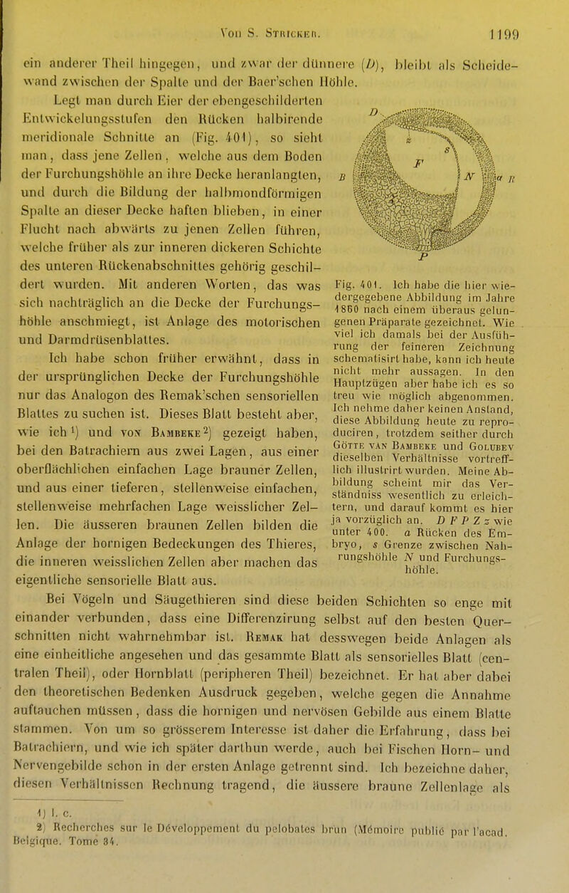ein anderer Theil hingegen, und zw ;ir der dUnnore (/J), J)leibl uls Scheide- wand zwischen der Spalte und der Baer'schen Höhle. Legt man durch Eier der ebengescliilderlen linlwickelungsstufen den Rücken halbirende ineridionale Schnille an (Fig. 401), so sieht man, dass jene Zellen , welche aus dem Boden der Furchungshöhle an ihre Decke heranlangten, und durch die Bildung der halbmondförmigen Spalte an dieser Decke haften blieben, in einer Flucht nach abwärts zu jenen Zellen fuhren, welche früher als zur inneren dickeren Schichte des unteren Rückenabschniltes gehörig geschil- dert wurden. Mit anderen Worten, das was sich nachträglich an die Decke der Furchungs- höhle anschmiegt, ist Anlage des motorischen und Darmdrüsenblattes. Ich habe schon früher erwähnt, dass in der ursprünglichen Decke der Furchungshöhle nur das Analogen des Remak'schen sensoriellen Blattes zu suchen ist. Dieses Blatt besteht aber, wie ich 1) und ton Bambeke^) gezeigt haben, bei den Batrachiern aus zwei Lagen, aus einer oberflächlichen einfachen Lage brauner Zellen, und aus einer tieferen, stellenweise einfachen, stellenweise mehrfachen Lage weiss lieber Zel- len. Die äusseren braunen Zellen bilden die Anlage der hornigen Bedeckungen des Thieres, die inneren weisslichen Zellen aber machen das eigentliche sensorielle Blatt aus. Bei Vögeln und Säugethieren sind diese beiden Schichten so enge mit einander verbunden, dass eine Differenzirung selbst auf den besten Quer- schnitten nicht wahrnehmbar ist. Remak hat desswegen beide Anlagen als eine einheitliche angesehen und das gesammte Blatt als sensorielles Blatt (cen- tralen Theil), oder Ilornblatl (peripheren Theil) bezeichnet. Er hat aber dabei den theoretischen Bedenken Ausdruck gegeben, welche gegen die Annahme auftauchen müssen, dass die hornigen und nervösen Gebilde aus einem Blatte stammen. Von um so grösserem Interesse ist daher die Erfahrung, dass bei Batrachiern, und wie ich später darthun werde, auch bei Fischen Horn- und Nervengebilde schon in der ersten Anlage getrennt sind. Ich bezeichne daher, diesen Verhältnissen Rechnung tragend, die äussere braune Zellenlage als -1) I. c. 2) Recherches sur le Döveloppemenl du pclobatcs brun (M6moire publiö par l'ocad. lioigique. Tome 34. P Fig. 401. Ich habe die hier wie- dergegebene Abbildung im Jahre 1860 nach einem überaus gelun- genen Präparate gezeichnet. Wie viel ich damals bei der Ausfüh- rung der feineren Zeichnung schematisirt habe, kann ich heute nicht mehr aussagen. In den Hauplzügen aber habe ich es so treu wie möglich abgenommen. Ich nehme daher keinen Anstand, diese Abbildung heute zu repro- duciren , trotzdem seither durch GÖTTE VAN BamBEKE UUd GoLUBEV dieselben Verhältnisse vortreff- lich illustrirt wurden. Meine Ab- bildung scheint mir das Ver- ständniss wesentlich zu erleich- tern, und darauf kommt es hier ja vorzüglich an. D F P Zs wie unter 400. o Rücken des Em- bryo, Ä Grenze zwischen Nah- rungshöhle N und Furchungs- höhle.