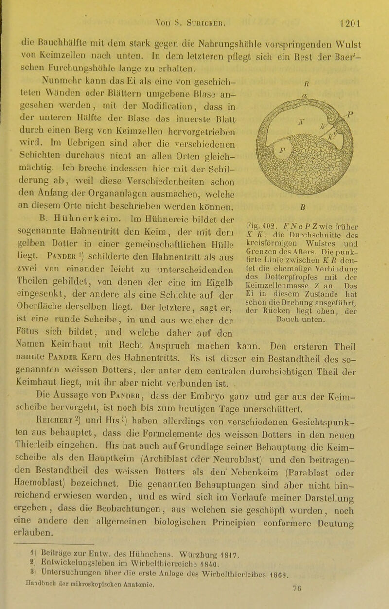 die Bauchhiilfle nül dem stark gegen die Nahningshühle vorspringenden Wulst von Keimzellen nach unten. In dem letzleren pllegt sich ein Rest der Baer'- schen Furchungshöhlo lange zu erhalten. Nunmehr kann das Ei als eine von geschich- teten Wänden oder Blättern umgebene Blase an- gesehen werden, mit der Modification, dass in der unteren Hälfte der Blase das innerste Blatt durch einen Berg von Keimzellen hervorgetrieben wird. Im Uebrigen sind aber die verschiedenen Schichten durchaus nicht an allen Orten gleich- mächtig. Ich breche indessen hier mit der Schil- derung ab, weil diese Verschiedenheiten schon den Anfang der Organanlagcn ausmachen, welche an diesem Orte nicht beschrieben werden können. B. Hühnerkeim. Im Hühnereie bildet der sogenannte Hahnentritt den Keim, der mit dem gelben Dotter in einer gemeinschaftlichen Hülle liegt. Pandeii '] schilderte den Hahnentritt als aus zwei von einander leicht zu unterscheidenden Theilen gebildet, von denen der eine im Eigelb eingesenkt, der andere als eine Schichte auf der Oberfläche derselben liegt. Der letztere, sagt er, ist eine runde Scheibe, in und aus welcher der Fötus sich bildet, und welche daher auf den xXamen Keimhaut mit Recht Anspruch machen kann. Den ersteren Theil nannte Pander Kern des Hahnentritts. Es ist dieser ein Bestandlheil des so- genannten weissen Dotters, der unter dem centralen durchsichtigen Theil der Keimhaut liegt, mit ihr aber nicht verbunden ist. Die Aussage von Pander, dass der Embryo ganz und gar aus der Keim- scheibe hervorgeht, ist noch bis zum heuligen Tage unerschüttert. Reichert 2) und His ^) haben allerdings von verschiedenen Gesichtspunk- ten aus behauptet, dass die Formelemente des weissen Dotters in den neuen Thierleib eingehen. His hat auch auf Grundlage seiner Behauptung die Keim- scheibe als den Hauptkeim (Ärchiblast oder Neuroblast) und den beitragen- den Bestandtheil des weissen Dotters als den Nebenkeim (Parablast oder Haemoblast) bezeichnet. Die genannten Behauptungen sind aber nicht hin- reichend erwiesen worden, und es wird sich im Verlaufe meiner Darstellung ergeben, dass die Beobachtungen, aus welchen sie geschöpft wurden , noch eine andere den allgemeinen biologischen Principien conformere Deutung erlauben. 1) Beiträge zur Entw. des iUiIinchen,s. Würzburg -isn. 2) Entwickclungsleben im Wirbcithicrreiclie 1840. 3) Untersuchungen über die erste Anlage des Wirbcilhierleibes 1868. Ilandbucli tlflr mikroskopischen Anatomin. B Fig. 402. FA^aPZ wie früher K E; die Durchschnitte des kreisförmigen Wulstes und Grenzen des Afters. Diepunk- lirte Linie zwischen KR deu- tet die ehemalige Verbindung des Dotterpfropfes mit der Immzellenmasse Z an. Das Ei in diesem Zustande hat schon die Drehung ausgeführt, der Rücken liegt oben, der Bauch unten.