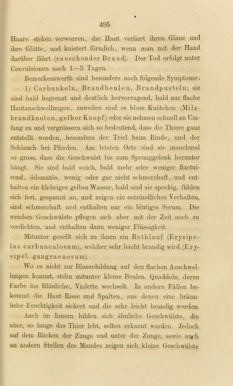 Haare steheu verworren, die Haut verliert ilu-eu Glanz und ikre Glätte, und knistert förnilicli, wenn man mit der Hand darüber fährt (rauschender Brand). Der Tod erfolgt unter Commlsionen nach 1—3 Tagen. Bemerkenswerth sind besonders noch folgende Symptome : 1) Carhunkeln, Brandbeulen, Brandpusteln; sie sind bald begrenzt mid deutlich hervorragend, bald nur flache Hautanschwellungen, zuweüen shid es bloss Knötchen (Milz- brandknoten, gelb er Knopf) oder sie nehmen schnell an Um- fang zu und vergrössern sich so bedeutend, dass die Thiere ganz entstellt werden, besonders der Triel beim Rinde, und der Schlauch bei Pferden. Am letzten Orte sind sie manchmal so gross, dass die Geschwulst bis zum Sprunggelenk herunter liängt. Sie shid bald weich, bald mehr odei' wenigei- fluctui- rend, ödematös, wenig oder gar nicht schmerzhaft, und ent- halten ein klebriges gelbes Wasser, bald sind sie speckig, fülilen sich fest, gespannt an, und zeigen ein entzündhches Verhalten, sind schmerzhaft und enthalten mm em blutiges Serum. Die weichen Geschwülste pflegen sich aber mit der Zeit noch zu verdichten, und enthalten dann weniger Flüssigkeit. Alitxmter gesellt sich zu ihnen ein Rothlauf (Erysipe- las carhunculosum), welcher sehr leicht brandig wird (Ery- sipel. gangraenosum). Wo es nicht zim Blasenbildung auf den flachen Anschwel- lungen kommt, stehn mitmater kleine Beiden, Quaddeln, deren Farbe ins Bläuliche, Violette wechselt. Ri andern Fällen be- kommt die Haut Risse und Spalten, aus denen eine bräun- liche Feuchtigkeit sickert und die sehr leicht brandig werden. Auch im Iimern büden sich ähnliche Geschwülste, die aber, so lange das Thier lebt, selten erkannt werden. Jedoch auf dem Rücken der Zunge und miter der Zunge, sowie au(ch an andern Stellen des Mundes zeigen sich kleine Gesclnvülste