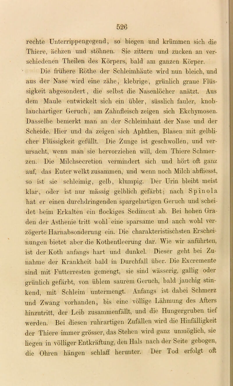 rechte Unterrippengegencl, so biegen und krümmen sich die Thiere, ächzen und stöhnen. Sie zittern und zucken an ver- schiedenen Theilen des Körpers, bald am ganzen Körper. Die frühere Röthe der Schleimhäute wird nun bleich, und aus der Nase 'wii’d eine zähe, klebrige, grünlich gi’aue Flüs- sigkeit abgesondert, die selbst die Nasenlöcher anätzt. Aus dem Maule entwickelt sich ein übler, süsshch fauler, knob- lauchartiger Geruch, am Zahnfleisch zeigen sich Ekchymosen. Dasselbe bemerkt man an der Schleimhaut der Nase und der Scheide. Hier und da zeigen sich Aphthen, Blasen mit gelbli- cher Flüssigkeit gefüllt. Die Zunge ist geschwollen, und ver- ursacht, wenn man sie hervorziehen will, dem Thiere Schmer- zen. Die Milchsecretion vermindert sich und hört oft ganz auf, das Euter welkt zusammen, und wenn noch Milch abfliesst, so ist sie schleimig, gelb, klumpig. Der Urin bleibt meist klar, oder ist niu’ mässig gelblich gefärbt; nach Spinola hat er einen durchdringenden spargelartigen Geruch und schei- det beim Erkalten ein flockiges Sediment ab. Bei hohen Gra- den der Asthenie tritt wohl eine sparsame und auch wohl ver- zögerte Harnabsonderung ein. Die charakteristischsten Erschei- nungen bietet aber die Kothentleerung dar. Wie wh’ anfülu'ten, ist der Koth anfangs hart und dunkel. Dieser geht bei Zu- nahme der Krankheit bald in Dui’chfall über. Die Excremente sind mit Futterresten gemengt, sie sind wässerig, gallig oder grünlich gefärbt, von üblem sam’em Geruch, bald jaucliig stin- kend, mit Schleim untermengt. Anfangs ist dabei Schmerz und Zwang vorhanden, bis eine völlige Lähmung des Afters hinzutritt, der Leib zusammenfällt, und die Hungergruben tief werden. Bei diesen ruhrartigen Zufällen wiid die Hinfälligkeit der Thiere immer grösser, das Stehen wird ganz unmöglich, sie liegen in völliger Entkräftung, den Hals nach der Seite gebogen, die Ohren hängen schlaff herunter. Der Tod erfolgt oft