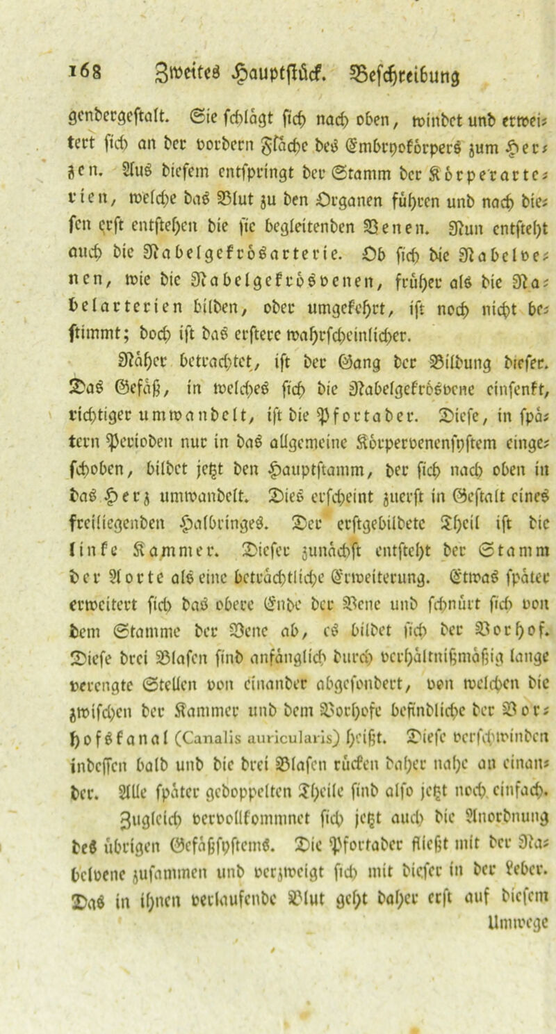 genbergeftalt. (Sie fd)lägt fiep naep oben, roinbet unb ectroct? tert fid) an bcc üorbern $facpc beP Grmbrpoforpers jum -fter* S c n. 2lu3 biefem entfpringt bet* (Stamm ber £6r per arte* v t e n, welcpe ba$ 33lut ju ben Organen führen unb naep bie* feit erft entfielen bie fic begleitenben Seiten. Sßuit entfielt auep bie üfta belgef roöarterie. Ob fid) bie 9iabelüe* nen, wie bie Sla bei gef ro$ Denen, früper alö bie 9?a* belarterien bilben, ober umgebet, ift noep niept bc* ftimmt; bod) ift baS erfterc waprfd)einlicper. 9?aper 6etr<jcptct, ift bei- Q3ang ber S3ilbung biefer. OaS ©efaß, in welcpeö fiep bie üftabelgefrosoene cinfenft, rieptiger umwanbelt, ift bie *}}fectabet’. 2>iefe, in fpä* tern gerieben nur in baö allgemeine Sorperoenenfpftem cinge; fepoben, bilbet jept ben |)auptftamm, ber fiep naep oben in ba$ £>er 3 umwanbelt. Oieo erfepeint juerft in ©eftalt eines freiliegenben £albringeö. Oer crftgebilbetc $pctl ift bie linde Sammet'. Oiefee junäepft entftept ber ©tarnnt ber 21 orte als eine beträcptlicpe Qrrweiterung. (£twaS fpatee erweitert fid) baö obere (Inbe ber 33ene unb fepnurt fiep 001t fcent ©ramme ber 23cne ab, cö bilbet fiep ber 23orpof. Oiefe brei SÖlafeit finb anfängliep btird) ocepältnißntaßig lange verengte ©teilen 0011 dnanber abgefonbert, oen welcpen bie jwifd)ctt ber Kammer unb bent Saorpofc befinblicpe ber 23 0 r* pofanal (Canalis auriculaiis) peißt. Oiefe oerfepwinben inbeffen halb unb bie brei SMafctt ruefen baper nape an einan* Per. Sille fpätcr gehoppelten SJpcilc finb alfo jefct noep. cinfaep. ^uglcid) oeroollfommnet fiep je^t auep bie 2lnorbnung teö übrigen 0efaßfpftem$. Oie ^fortaber fließt mit ber 9ta* bcloenc jufanimeit unb eerjweigt fid) mit biefer in ber Vebcr. Oaö in tpiteit tetlaufcnbe SMut gept baper erft auf biefem Umwege