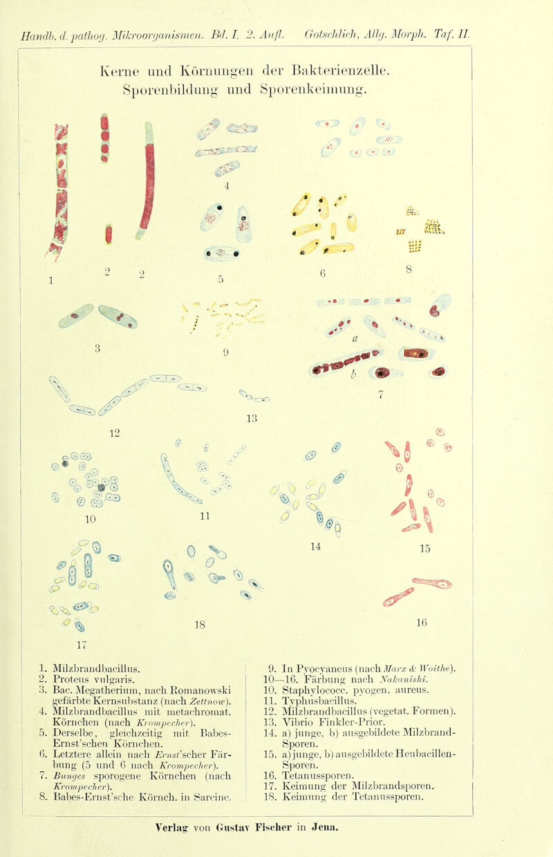 Handb. (Lpailio;/. 3flh-roorganismen. Bd. l 2. Aufl. Gotschlich, Ällg. Morph. Taf. II. Kerne und Körnungen der Bakterienzelle. Sporenbildung und Sporenkeimung. 2 2 5 a b i 13 12 10 0 0 \8  14 15 18 17 1. Milzbrandbacillus. 2. Proteus viiljjaris. 3. Bac. Megatherium, nach ßomanowski gefärbte Kernsnbstanz (nach Zettnow). 4. Milzbrandbacillus mit metachromat. Körnchen (nach Krompecher). 5. Derselbe, gleichzeitig mit Babes- Ernst'schen Körnchen. Letztere allein nach i?/')is«'scher Fär- bung (5 und 6 nach Krompecher). B'anges sporogcne Körnchen (nach Krompecher). Babes-Ernst'sche Köi'nch. in Sarcinc. 6 16 9. In Pyocyaneus (nach Mir.r cO Woithe). 10—16. Färbung nach Nakanishi. 10. Staphylococc. pyogen, aureus. 11. Typhusbacillus. 12. Milzbrandbacillus (vegetat. Formen). 13. Vibrio Finkler-Prior. 14. a) junge, b) ausgebildete Milzbrand- Sporen. 15. a) junge, b) ausgebildete Heul^acillen- Sporen. 16. Tetanussporen. 17. Keimung der Milzbrandsporen. 18. Keimung der Tetanussiooren. Verlaff von flustsiv Fischer in Jena.