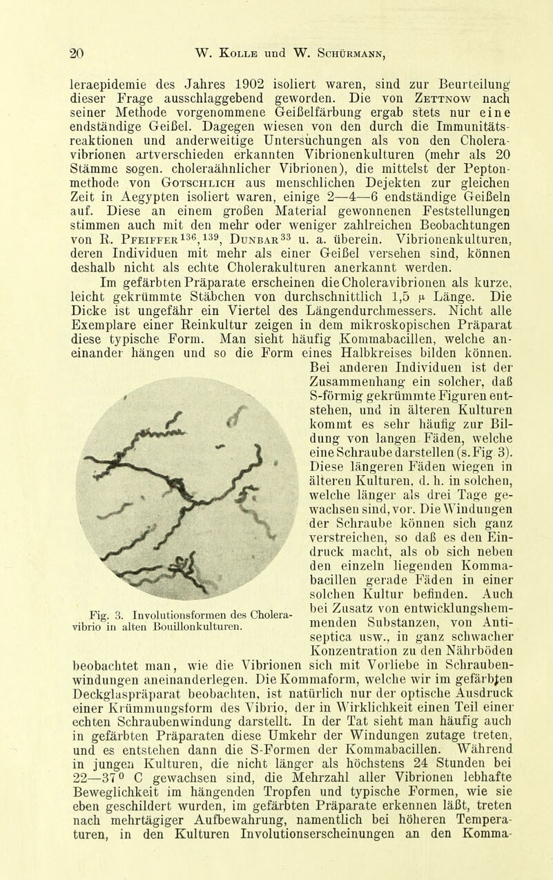 leraepidemie des Jahres 1902 isoliert waren, sind zur Beurteilung' dieser Frage ausschlaggebend geworden. Die von Zettnow nach seiner Methode vorgenommene Geißelfärbung ergab stets nur eine endständige Geißel. Dagegen wiesen von den durch die Immunitäts- reaktionen und anderweitige Untersuchungen als von den Cholera- vibrionen artverschieden erkannten Vibrionenkulturen (mehr als 20 Stämme sogen, choleraähnlicher Vibrionen), die mittelst der Pepton- methode von Gotschlich aus menschlichen Dejekten zur gleichen Zeit in Aegypten isoliert waren, einige 2—4—6 endständige Geißeln auf. Diese an einem großen Material gewonnenen Feststellungen stimmen auch mit den mehr oder weniger zahlreichen Beobachtungen von E. Pfeiffer i3G^ 139^ Dunbar^3 u. a. überein. Vibrionenkulturen, deren Individuen mit mehr als einer Geißel versehen sind, können deshalb nicht als echte Cholerakulturen anerkannt werden. Im gefärbten Präparate erscheinen die Choleravibrionen als kurze, leicht gekrümmte Stäbchen von durchschnittlich 1,5 Länge. Die Dicke ist ungefähr ein Viertel des Längendurchmessers. Nicht alle Exemplare einer Reinkultur zeigen in dem mikroskopischen Präparat diese typische Form. Man sieht häufig Kommabacillen, welche an- einander hängen und so die Form eines Halbkreises bilden können. Bei anderen Individuen ist der Zusammenhang ein solcher, daß / S-förmig gekrümmte Figuren ent- stehen, und in älteren Kulturen kommt es sehr häufig zur Bil- dung von langen Fäden, welche eine Schraube darstellen (s. Fig 3). Diese längeren Fäden wiegen in älteren Kulturen, d. h. in solchen, welche länger als drei Tage ge- wachsen sind, vor. Die Windungen der Schraube können sich ganz verstreichen, so daß es den Ein- druck macht, als ob sich neben den einzeln liegenden Komma- bacillen gerade Fäden in einer solchen Kultur befinden. Auch bei Zusatz von entwicklungshem- menden Substanzen, von Anti- septica usw., in ganz schwacher Konzentration zu den Nährböden beobachtet man, wie die Vibrionen sich mit Voiliebe in Schrauben- windungen aneinanderlegen. Die Kommaform, welche wir im gefärbten Deckgiaspräparat beobachten, ist natürlich nur der optische Ausdruck einer Kiümmungsform des Vibrio, der in ^^'irklichkeit einen Teil einer echten Schraubenwindung darstellt. In der Tat sieht man häufig auch in gefärbten Präparaten diese Umkehr der Windungen zutage treten, und es entstehen dann die S-Formen der Kommabacillen. AVährend in jungen Kulturen, die nicht länger als höchstens 24 Stunden bei 22—370 C gewachsen sind, die Mehrzahl aller Vibrionen lebhafte Beweglichkeit im hängenden Tropfen und typische Formen, wie sie eben geschildert wurden, im gefäi'bten Präparate erkennen läßt, treten nach mehrtägiger Aufbewahrung, namentlich bei höheren Tempera- turen, in den Kulturen Involutionserscheinungen an den Komma- Fig. 3. Involutionsformen des Cholera- vibrio in alten Bouillonkulturen.