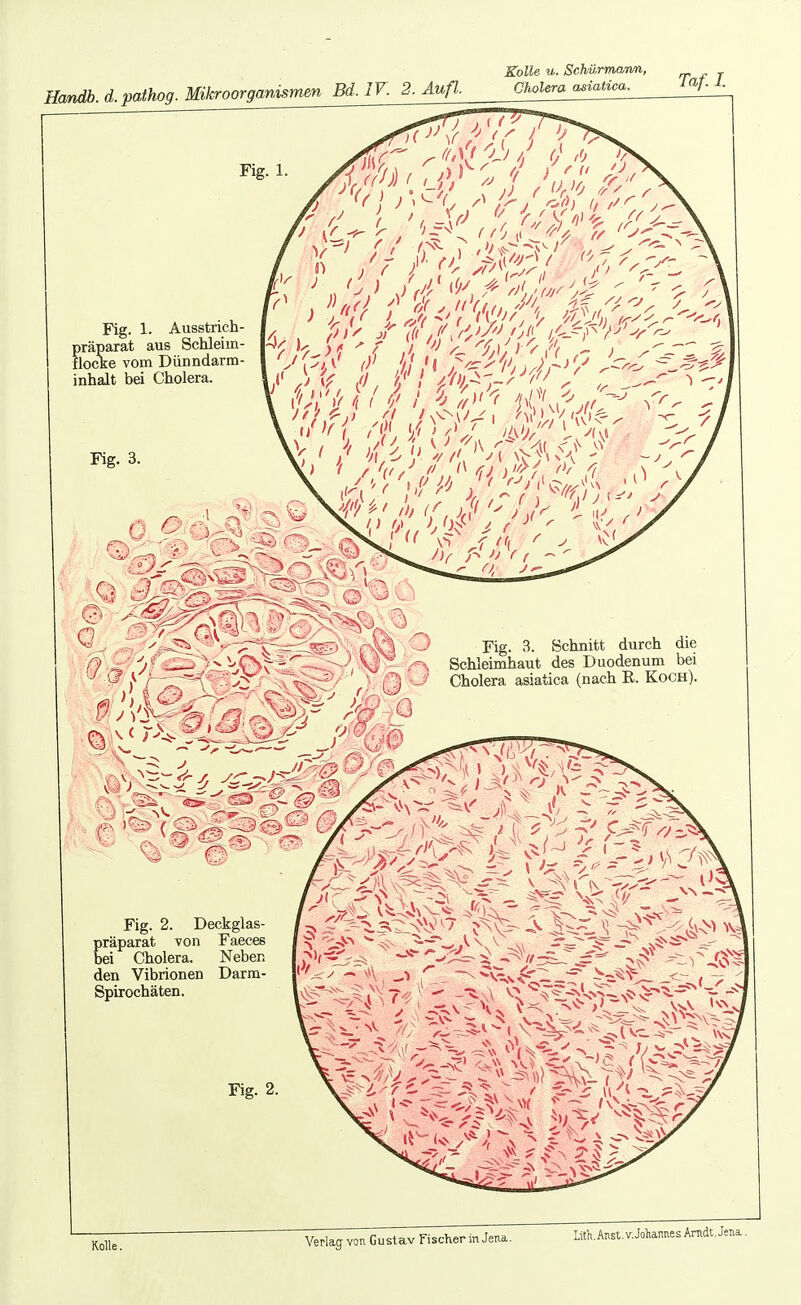 Handh. d.pathog. Mikroorganismen Bd. IV. 2. Aufl Kolle. Verlag von Gustav Fischer in Jena. Lith.Anst.v.Joiiannes Arndt, Jena
