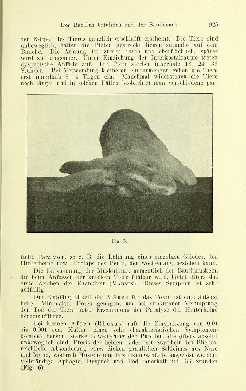 der Körper des Tieres gänzlich erschlafft erscheint. Die Tiere sind unbeweglich, halten die Pfoten gestreckt liegen stimmlos auf dem Bauche. Die Atmung ist zuerst rasch und oberflächlich, später wird sie langsamer. Unter Einziehung der Interkostalräume treten dyspnöische Anfälle auf. Die Tiere sterben innerhalb 18—24—36 Stunden, Bei Verwendung kleinerer Kulturmengen gehen die Tiere erst innerhalb 3—4 Tagen ein. Manchmal widerstehen die Tiere noch länger und in solchen Fällen beobachtet man verschiedene par- Fig. 5. tielle Paralysen, so z. B. die Lähmung eines einzelnen Gliedes, der Hinterbeine usw., Prolaps des Penis, der wochenlang bestehen kann. Die Entspannung der Muskulatur, namentlich der Bauchmuskeln, die beim Anfassen der kranken Tiere fühlbar wird, bietet öfters das erste Zeichen der Krankheit (Madsen). Dieses Symptom ist sehr auffällig. Die Empfänglichkeit der Mäuse für das Toxin ist eine äußerst hohe. Minimalste Dosen genügen, um bei subkutaner Verimpfung den Tod der Tiere unter Erscheinung der Paralyse der Hinterbeine herbeizuführen. Bei kleinen Affen (Rhesus) ruft die Einspritzung von 0,01 bis 0,001 ccm Kultur einen sehr charakteristischen Symptomen- komplex hervor: starke Erweiterung der Pupillen, die öfters absolut unbeweglich sind, Ptosis der beiden Lider mit Starrheit des Blickes, reichliche Absonderung eines dicken graulichen Schleimes aus Nase und Mund, wodurch Husten- und Erstickungsanfälle ausgelöst werden, vollständige Aphagie, Dyspnoe und Tod innerhalb 24—36 Stunden (Fig. 6).