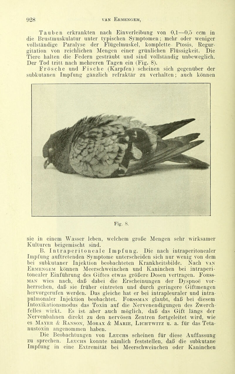 Tauben erkrankten nach Einverleibung von 0,1—0,5 ccm in die Brustmuskulatur unter typischen Sjanptomen; mehr oder weniger vollständige Paralyse der Flügelmuskel, komplette Ptosis, Regur- gitation von reichlichen Mengen einer grünlichen Flüssigkeit. Die Tiere halten die Federn gesträubt und sind vollständig unbeweglich. Der Tod tritt nach mehreren Tagen ein (Fig. 8). Frösche und Fische (Karpfen) scheinen sich gegenüber der subkutanen Impfung gänzlich refraktär zu verhalten; auch können Fig. 8. sie in einem Wasser leben, welchem große Mengen sehr wirksamer Kulturen beigemischt sind. B. Intraperitoneale Impfung. Die nach intraperitonealer Impfung auftretenden Symptome unterscheiden sich nur wenig von dem bei subkutaner Injektion beobachteten Krankheitsbilde. Nach van Ermengem können Meerschweinchen und Kaninchen bei intraperi- tonealer Einführung des Giftes etwas größere Dosen vertragen. Forss- MAN wies nach, daß dabei die Erscheinungen der Dyspnoe vor- herrschen, daß sie früher eintreten und durch geringere Giftmengen hervorgerufen werden. Das gleiche hat er bei intrapleuraler und intra- pulmonaler Injektion beobachtet. Forssman glaubt, daß bei diesem Intoxikationsmodus das Toxin auf die Nervenendigungen des Zwerch- felles wirkt. Es ist aber auch möglich, daß das Gift längs der Nervenbahnen direkt zu den nervösen Zentren fortgeleitet wird, wie es Mayer & Eanson, Morax & Marie, Lichtwitz u. a. für das Teta- nustoxin angenommen haben. Die Beobachtungen von Leuchs scheinen für diese Auffassung zu sprechen. Leuchs konnte nämlich feststellen, daß die subkutane Impfung in eine Extremität bei Meerschweinchen oder Kaninchen