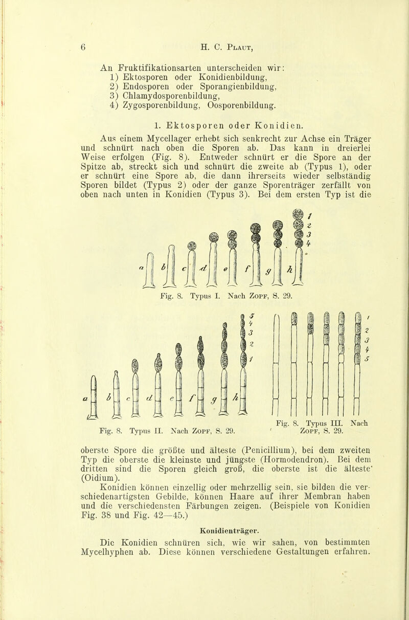 An Fruktifikationsarten unterscheiden wir: 1) Ektosporen oder Konidienbildung, 2) Endosporen oder Sporangienbildung, 3) Chlamydosporenbildung, 4) Zygosporenbildung, Oosporenbildung. 1. Ektosporen oder Konidien. Aus einem Mycellager erliebt sich senkrecht zur Achse ein Träger und schnürt nach oben die Sporen ab. Das kann in dreierlei Weise erfolgen (Fig. 8). Entweder schnürt er die Spore an der Spitze ab, streckt sich und schnürt die zweite ab (Typus 1), oder er schnürt eine Spore ab, die dann ihrerseits wieder selbständig Sporen bildet (Typus 2) oder der ganze Sporenträger zerfällt von oben nach unten in Konidien (Typus 3). Bei dem ersten Typ ist die Fig. 8. Typus III. Nach Fig. 8. Typus II. Nach Zopf, S. 29. ' Zopf, S. 29. oberste Spore die größte und älteste (Penicillium), bei dem zweiten Typ die oberste die kleinste und jüngste (Hormodendron). Bei dem dritten sind die Sporen gleich groß, die oberste ist die älteste* (Oidium). Konidien können einzellig oder mehrzellig sein, sie bilden die ver- schiedenartigsten Gebilde, können Haare auf ihrer Membran haben und die verschiedensten Färbungen zeigen. (Beispiele von Konidien Fig. 38 und Fig. 42—45.) Konidienträger. Die Konidien schnüren sich, wie wir sahen, von bestimmten Mycelhyphen ab. Diese können verschiedene Gestaltungen erfahren.