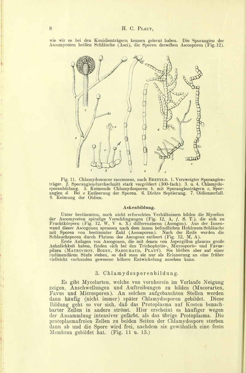 wie wir es bei den Konidienträgeru kenneu gelernt haben. Die Sporangien der Ascomyceten heißen Schläuche (Asci), die Sporen derselben Ascosporen (Fig. 12). Fig. 11. Chlamydomucor racemosus, nach Brefeld. 1. Verzweigter Sporangien- träger. 2. Sporangiendurchschnitt stark vergrößert (300-fach). 3. u. 4. Chlamydo- sporenbildung. 5. Keimende Chlamydosporen h, mit Sporangienträgern c, Spor- angien d. Bei e Entleerung der Sporen. 6. Dichte Septierung. 7. Oidienzerfall. 8. Keimung der Oidien. Askenbildung. Unter bestimmten, noch nicht erforschten Verhältnissen bilden die Mycelien der Ascomyceten spiralige Verschlingungen (Fig. 12, A, /, S. T.), die sich zu Fruchtkörpern (Fig. 12, W, V u. X) differenzieren (Ascogon). Aus der Innen- wand dieser Ascogonen sprossen nach dem innen befindlichen Hohlraum Schläuche mit Sporen von bestimmter Zahl (Ascosporen). Nach der Reife werden die Schlauchsporen durch Platzen des Ascogons entleert (Fig. 12, M, A). Erste Anlagen von Ascogonen, die mit denen von Aspergillus glaucus gxoße Aehnlichkeit haben, finden sich bei den Trichophytie-, Microsporie- und Favus- pilzen (Matruchot, Bodin, Sabouraud, Plaut). Sie bleiben aber auf einer rudimendären Stufe stehen, so daß man sie nur als Erinnerung an eine früher vielleicht vorhanden gewesene höhere Entwickelung ansehen kann. 3. Chlamydosporenbildung. Es gibt Mycelarten, welche von vornherein im Verlaufe Neigung zeigen, Anschwellungen und Auftreibungen zu bilden (Mucorarten, Favus und Microsporen). An solchen aufgebauchten Stellen werden dann häufig (nicht immer) später Chlamydosporen gebildet. Diese Bildung geht so vor sich, daß das Protoplasma auf Kosten benach- barter Zellen in andere strömt. Hier erscheint es häufiger wegen der Ansammlung intensiver gefärbt, als das übrige Protoplasma. Die protoplasmafreien Zellen zu beiden Seiten der Chlamydospore sterben dann ab und die Spore wird frei, nachdem sie gewöhnlich eine feste Membran gebildet hat. (Fig. 11 u. 13.)