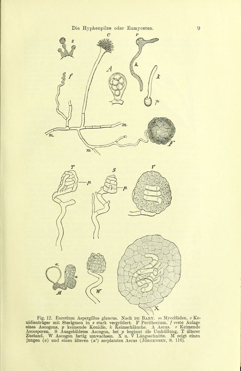 C r Ascosporen. S Ausgebildetes Ascogon, bei p beginnt die Umliüllung, T älterer Zustand. W Ascogon fertig umwachsen. X u. V Längsschnitte. M zeigt einen jungen (a) und einen älteren (o-') zerplatzten Ascus (Jörgensen, S. 116).