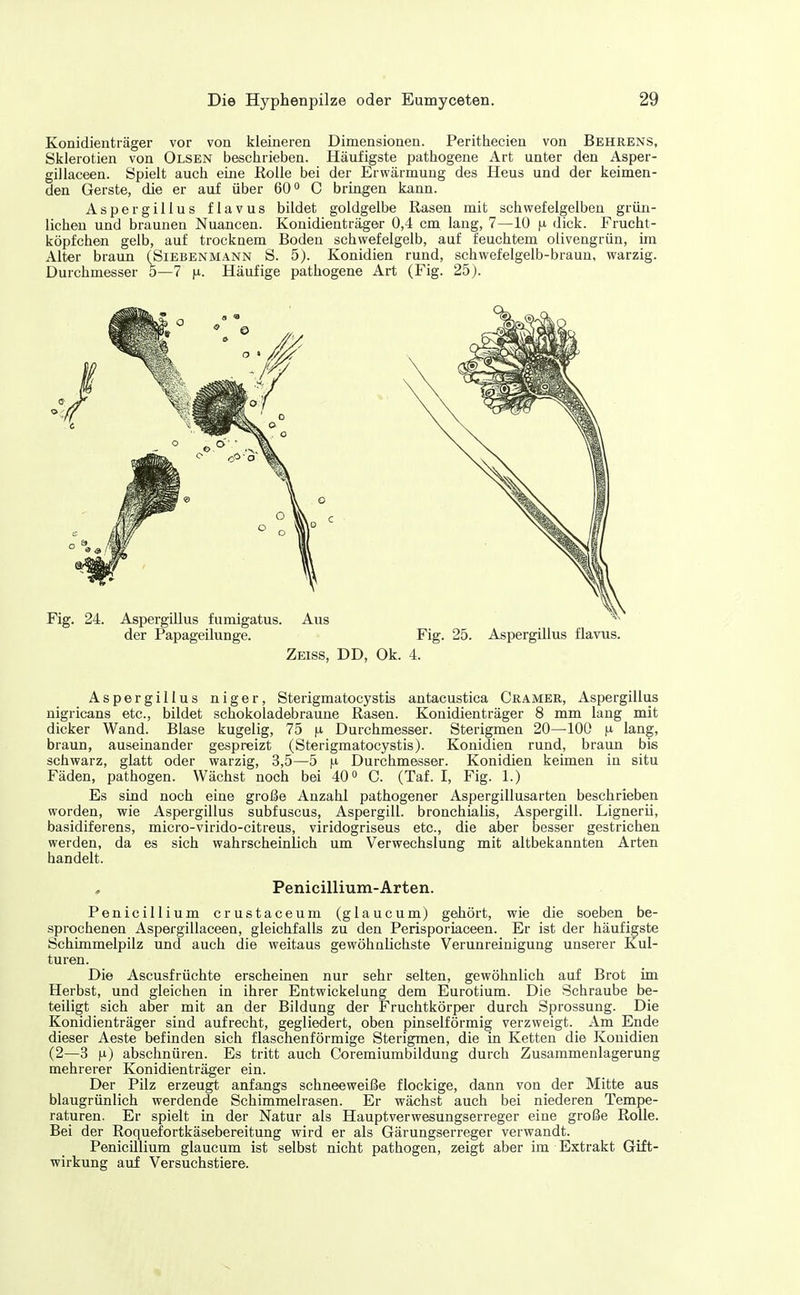 Konidienträger vor von kleineren Dimensionen. Perithecien von Behrens, Sklerotien von Olsen beschrieben. Häufigste pathogene Art unter den Asper- gillaceen. Spielt auch eine Rolle bei der Erwärmung des Heus und der keimen- den Gerste, die er auf über 60° C bringen kann. Aspergillus flavus bildet goldgelbe Rasen mit schwefelgelben grün- lichen und braunen Nuancen. Konidienträger 0,4 cm lang, 7—10 p. dick. Frucht- köpfchen gelb, auf trocknem Boden schwefelgelb, auf feuchtem olivengrün, im Alter braun (Siebenmann S. 5). Konidien rund, schwefelgelb-braun, warzig. Durchmesser 5—7 jx. Häufige pathogene Art (Fig. 25). Fig. 24. Aspergillus fumigatus. der Papageilunge. Aus Fig. 25. Aspergillus flavus. Zeiss, DD, Ok. 4. Aspergillus niger, Sterigmatocystis antacustica Gramer, Aspergillus nigricans etc., bildet schokoladebraune Rasen. Konidienträger 8 mm lang mit dicker Wand. Blase kugelig, 75 )^ Durchmesser. Sterigmen 20—100 lang, braun, auseinander gespreizt (Sterigmatocystis). Konidien rund, braun bis schwarz, glatt oder warzig, 3,5—5 n Durchmesser. Konidien keimen in situ Fäden, pathogen. Wächst noch bei 40» G. (Taf. I, Fig. 1.) Es sind noch eine große Anzahl pathogener Aspergillusarten beschrieben worden, wie Aspergillus subfuscus, Aspergill. bronchialis, Aspergill. Lignerü, basidiferens, micro-virido-citreus, viridogriseus etc., die aber besser gestrichen werden, da es sich wahrscheinlich um Verwechslung mit altbekannten Arten handelt. Penicillium-Arten. Penicillium crustaceum (g laue um) gehört, wie die soeben be- sprochenen Aspergillaceen, gleichfalls zu den Perisporiaceen. Er ist der häufigste Schimmelpilz und auch die weitaus gewöhnlichste Verunreinigung unserer Kul- turen. Die Ascusfrüchte erscheinen nur sehr selten, gewöhnlich auf Brot im Herbst, und gleichen in ihrer Entwickelung dem Eurotium. Die Schraube be- teiligt sich aber mit an der Bildung der Fruchtkörper durch Sprossuug. Die Konidienträger sind aufrecht, gegliedert, oben pinselförmig verzweigt. Am Ende dieser Aeste befinden sich flaschenförmige Sterigmen, die in Ketten die Konidien (2—3 n) abschnüren. Es tritt auch Coremiumbildung durch Zusammenlagerung mehrerer Konidienträger ein. Der Pilz erzeugt anfangs schneeweiße flockige, dann von der Mitte aus blaugrünlich werdende Schimmelrasen. Er wächst auch bei niederen Tempe- raturen. Er spielt in der Natur als Hauptverwesungserreger eine große Rolle. Bei der Roquefortkäsebereitung wird er als Gärungserreger verwandt. PenicUlium glaucum ist selbst nicht pathogen, zeigt aber im Extrakt Gift- wirkung auf Versuchstiere.