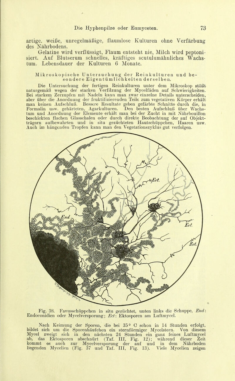 artige, weiße, unregelmäßige, flaumlose Kulturen ohne Verfärbung des Nährbodens. Gelatine wird verflüssigt, Flaum entsteht nie, Milch wird peptoni- siert. Auf Blutserum schnelles, kräftiges scutulumähnliches Wachs- tum. Lebensdauer der Kulturen 6 Monate, Mikroskopische Untersucliung der Reinkulturen und be- sondere Eigentümlictikeiten derselben. Die Untersuchung der fertigen Reinkulturen unter dem Mikroskop stößt naturgemäß wegen der starken Verfilzung der Mycelfäden auf Schwierigkeiten. Bei starkem Zerzupfen mit Nadeln kann man zwar einzelne Details unterscheiden, aber über die Anordnung der fruktifiziereuden Teile zum vegetativen Körper erhält man keinen Aufschluß. Bessere Resultate geben gefärbte Schnitte durch die, in Formalin usw. gehärteten, Agarkulturen. Den besten Aufschluß über Wachs- tum und Anordnung der Elemente erhält man bei der Zucht in mit Nährbouillon beschickten flachen Glasschalen oder durch direkte Beobachtung der auf Objekt- trägern aufbewahi-ten und in situ gezüchteten Hautschüppchen, Haaren usw. Auch im hängenden Tropfen kann man den Vegetationszyklus gut verfolgen. Fig. 38. Favusschüppchen in situ gezüchtet, unten links die Schuppe, End: Endoconidien oder Mycelversporung; Ect: Ektosporen am Luftmycel. Nach Keimung der Sporen, die bei 35 ° G schon in 14 Stunden erfolgt, bildet sich um die Sporenhäufchen ein sternförmiger Mycelstern. Von diesem Mycel zweigt sich in den nächsten 24 Stunden ein ganz feines Luftmycel ab, das Ektosporen abschnürt (Taf. HI, Fig. 12); während dieser Zeit kommt es auch zur Mycelversporung der auf und in dem Nährboden liegenden Mycelien (Fig. 37 und Taf. HI, Fig. 13). Viele Mycelien zeigen