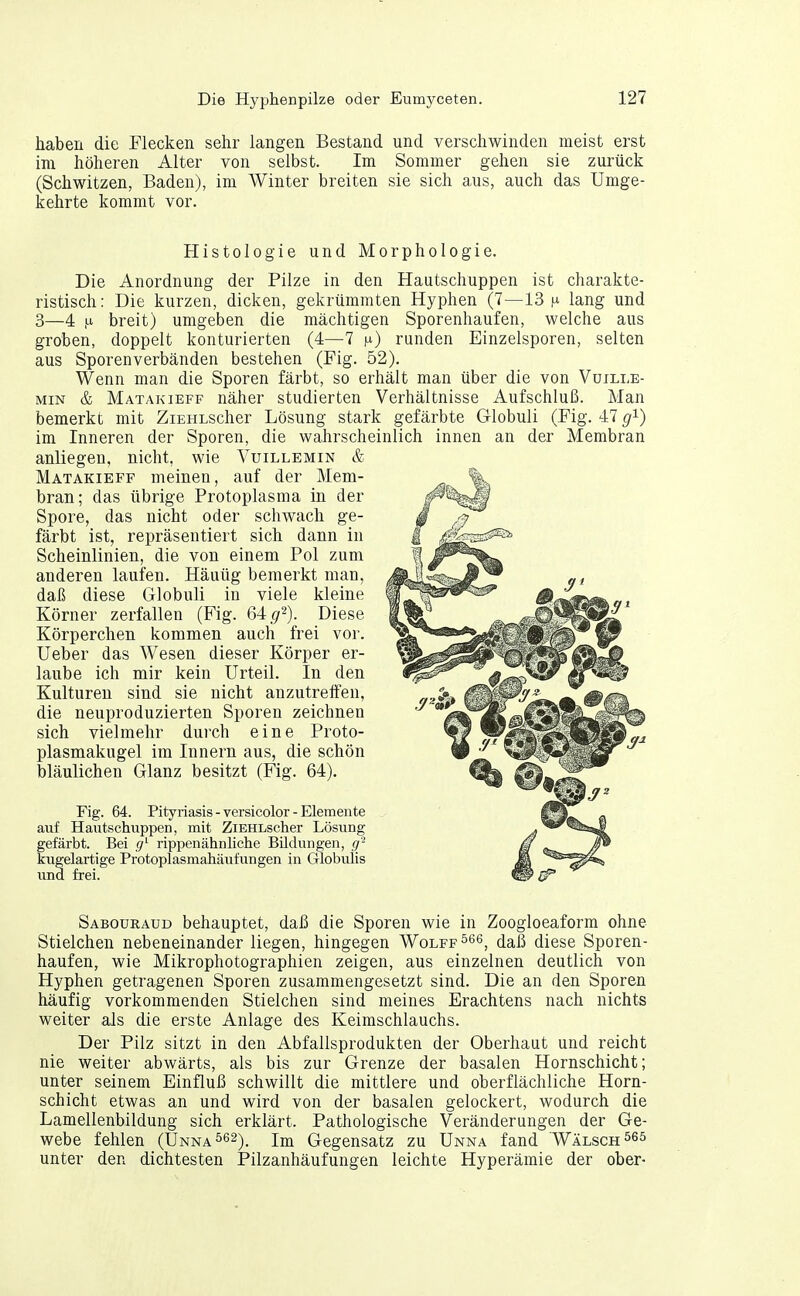 haben die Flecken sehr langen Bestand und verschwinden meist erst im höheren Alter von selbst. Im Sommer gehen sie zurück (Schwitzen, Baden), im Winter breiten sie sich aus, auch das Umge- kehrte kommt vor. Histologie und Morphologie. Die Anordnung der Pilze in den Hautschuppen ist charakte- ristisch: Die kurzen, dicken, gekrümmten Hyphen (7—13 ^i lang und 3—4 ,u breit) umgeben die mächtigen Sporenhaufen, welche aus groben, doppelt konturierten (4—7 i^) runden Einzelsporen, selten aus Sporenverbänden bestehen (Fig. 52). Wenn man die Sporen färbt, so erhält man über die von Vüille- MiN & Matakieff näher studierten Verhältnisse Aufschluß. Man bemerkt mit ZiEHLScher Lösung stark gefärbte Globuli (Fig. 47 g^) im Inneren der Sporen, die wahrscheinlich innen an der Membran anliegen, nicht, wie Vuillemin & Matakieff meinen, auf der Mem- bran; das übrige Protoplasma in der Spore, das nicht oder schwach ge- färbt ist, repräsentiert sich dann in Scheinlinien, die von einem Pol zum anderen laufen. Häuüg bemerkt man, daß diese Globuli in viele kleine Körner zerfallen (Fig. 64 .g^). Diese Körperchen kommen auch frei vor. Ueber das Wesen dieser Körper er- laube ich mir kein Urteil. In den Kulturen sind sie nicht anzutreffen, die neuproduzierten Sporen zeichnen sich vielmehr durch eine Proto- plasmakugel im Innern aus, die schön bläulichen Glanz besitzt (Fig. 64). Fig. 64. Pityriasis - versicolor - Elemente auf Hautschuppen, mit ZiEHLscher Lösung gefärbt. Bei rippenähnliche Bildungen, kugelartige Protoplasmahäufungen in Globulis und frei. Sabouraud behauptet, daß die Sporen wie in Zoogloeaform ohne Stielchen nebeneinander liegen, hingegen Wolff^^^, daß diese Sporen- haufen, wie Mikrophotographien zeigen, aus einzelnen deutlich von Hyphen getragenen Sporen zusammengesetzt sind. Die an den Sporen häufig vorkommenden Stielchen sind meines Erachtens nach nichts weiter als die erste Anlage des Keimschlauchs. Der Pilz sitzt in den Abfallsprodukten der Oberhaut und reicht nie weiter abwärts, als bis zur Grenze der basalen Hornschicht; unter seinem Einfluß schwillt die mittlere und oberflächliche Horn- schicht etwas an und wird von der basalen gelockert, wodurch die Lamellenbildung sich erklärt. Pathologische Veränderungen der Ge- webe fehlen (Unna^^^)^ Im Gegensatz zu Unna fand Wälsch565 unter den dichtesten Pilzanhäufungen leichte Hyperämie der ober-