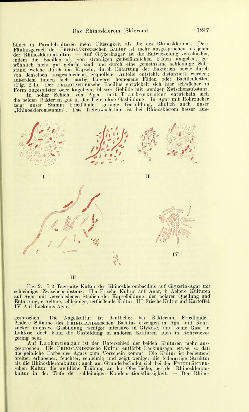 bildet in Paralleliculturen mehr Flüssigkeit als die des Rhinoskleroms. Der- Fäulnisgeruch der FRiEDLÄNDERschen Kultur ist mehr ausgesprochen als jener der Rhinoskleromkultur. — Auf Glyzerinagar ist die Entwickelung verschieden, indem die Bacillen oft von strahligen geißelähnlichen Fäden umgeben, ge- wöhnlich nicht gut gefäii)t sind und durch eine gemeinsame schleimige Sub- stanz, welche durch die Kapseln, durch Entiirtung der Bakterien, sowie durch von denselben ausgeschiedene, gequollene Anteile entsteht, distanziert werden; außerdem finden sich häufig längere, homogene Fäden oder Bacillenketten (Fig. 2 1). Der FRiEDLÄNDERsche Bacillus entwickelt sich hier .schwächer in Form zugespitzter oder kugeliger, blasser Grebilde mit weniger Zwischensubstanz. In hoher Schicht von Agar mit Traubenzucker entwickeln sich die beiden Bakterien gut in der Tiefe ohne Gasbildung. In Agar mit Rohrzucker zeigt unser Stamm Friedländer geringe Gasbildung, ähnlich auch unser „Rhinoskleromstaram'-. Das Tiefenwachstum ist bei Rhinosklerom besser aus- Fig. 2. I :! Tage alte Kultur des Ehinosklerombacillus auf Glyzerin-Agar mit schleimiger Zwischensubstanz. II a Frische Kultur auf Agar, b Aeltere Kulturen auf Agar mit verschiedenen Stadien der Kapsel))ildung, der polaren Quellung und Entartung, c Aeltere, schleimige, zerfließende Kultur. III Frische Kultur auf Kartoffel. IV Auf Lackmus-Agar. gesprochen. Die Nagelkultur ist deutlicher bei Bakterium Friedländer, Andere Stämme des FRiEDLÄNDERschen Bacillus erzeugen in Agar mit Rohr- zucker intensive Gasbildung, weniger intensive in Glykose, und keine Gase in Laktose, doch kann die Gasbildung in anderen Kulturen auch in Rohrzucker gering sein. Auf Lackrausagar ist der Unterschied der beiden Kulturen mehr aus- gesprochen. Die FRiEDLÄNDERsche Kultur entfärbt Lackmusagar etwas, so daß die gelbliche Farbe des Agars zum Vorschein kommt. Die Kultur ist bedeutend breiter, erhabener, feuchter, schleimig und zeigt weniger die federartige Struktur als die Rhinoskleromkultur; auch am Grunde befindet sich bei der FRiEDLÄNDER- schen Kultur die weißliche Trübung an der Oberfläche, bei der Rhinosklerom- kultur in der Tiefe der schleimigen Kondensationsflüssigkeit. — Der Rhino-