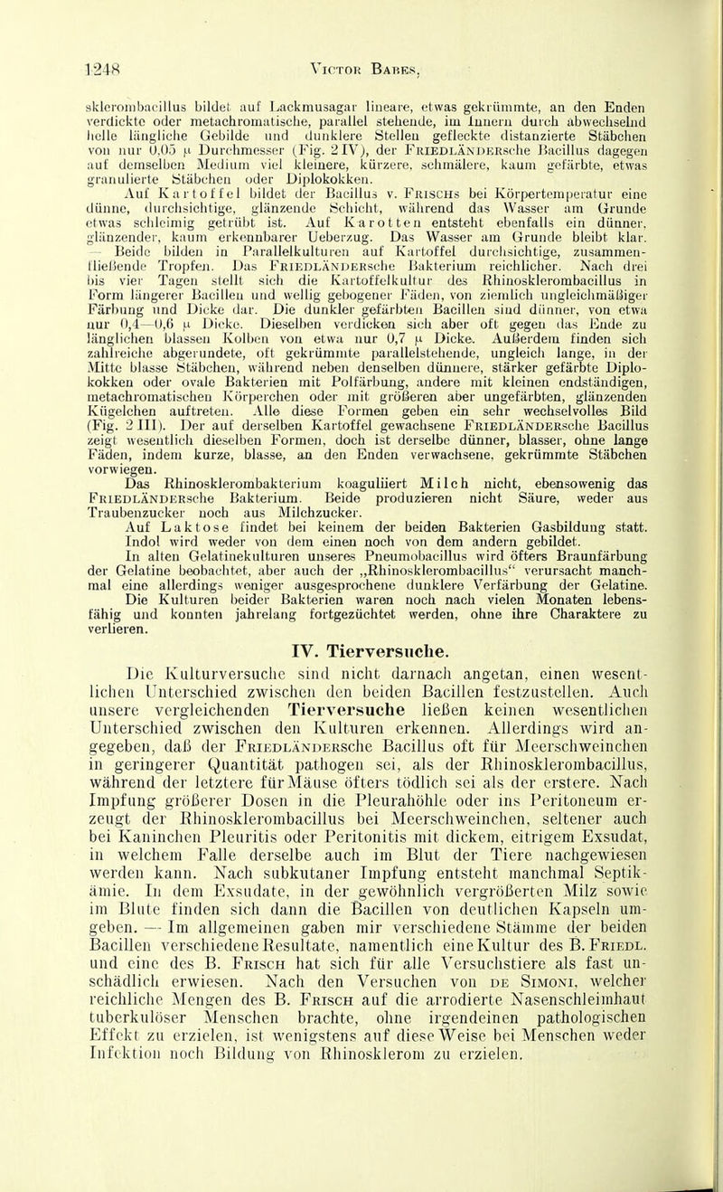 skleroinbac'illus bildel auf Lackmusagar lineare, etwas gekiünimte, an den Enden verdickte oder metachromutische, parallel stehende, im lauern durch abwechselnd helle längliche Gebilde nnd dunklere Stelleu gefleckte distanzierte Stäbchen von nur 0.05 n Durchmesser (Fig. 2IV), der FiiiEDLÄNUERsehe ]>acillus dagegen auf demselben Medium viel kleinere, kürzere, schmälere, kaum gefärbte, etwas granulierte Stäbehen oder Diplokokken. Auf Kartoffel bildet der Bacillus v. Frischs bei Körpertemperatur eine dünne, durchsichtige, glänzende Schicht, während das Wasser am Grunde etwas schleimig getrübt ist. Auf Karotten entsteht ebenfalls ein dünner, gläuzendei-, kaum erkennbarer Ueberzug. Das Wasser am Grunde bleibt klar. Beide bilden in Parallelkulturen auf Kartoffel durchsichtige, zusammen- fließende Tropfeji. Das FRiEDLÄNDEKsche Bakterium reichlicher. Nach drei bis vier Tagen stellt sich die Kartoffelkultur des Rhinosklerombacillus in Form längerer Bacillen und wellig gebogener Fäden, von ziemlich ungleiciimäöiger Färbung und Dicke dar. Die dunkler gefärbten Bacillen sind dünner, von etwa nur 0,4—0,6 |.i Dicke. Dieselben verdicken sich aber oft gegen das Fude zu länglichen blassen Kolben von etwa nur 0,7 Dicke. Außerdem finden sich zahlreiche abgerundete, oft gekrümmte parallelstehende, ungleich lange, in der Mitte blasse Stäbchen, während neben denselben dünnere, stärker gefärbte Diplo- kokken oder ovale Bakterien mit Polfärbung, andere mit kleinen endständigen, metachromatischen Körperchen oder mit größeren aber ungefärbten, glänzenden Kügelchen auftreten. All© diese Formen geben ein sehr wechselvolles Bild (Fig. 2 III). Der auf der.selben Kartoffel gewachsene FRiEDLÄNDERsche Bacillus zeigt wesentlich dieselben Formen, doch ist derselbe dünner, blasser, ohne lange Fäden, indem kurze, blasse, an den Enden verwachsene, gekrümmte Stäbchen vorwiegen. Das Rhinosklerombakterium koagulüert Milch nicht, ebensowenig das FRiEDLÄNDERsche Bakterium. Beide produzieren nicht Säure, weder aus Traubenzucker noch aus Milchzucker. Auf Laktose findet bei keinem der beiden Bakterien Gasbildung statt. Indol wird weder von dem einen noch von dem andern gebildet. In alten Gelatinekulturen unseres Pneumobacillus wird öfters Braunfärbung der Gelatine beobachtet, aber auch der „Rhinosklerombacillus verursacht manch- mal eine allerdings weniger ausgesprochene dunklere Verfärbung der Gelatine. Die Kulturen beider Bakterien waren noch nach vielen Monaten lebens- fähig und konnten jahrelang fortgezüchtet werden, ohne ihre Charaktere zu verlieren. IV. Tierversuche. Die Kulturversuche sind nicht darnach angetan, einen wesent- lichen Unterschied zwischen den beiden Bacillen festzustellen. Auch unsere vergleichenden Tierversuche ließen keinen wesentlichen Unterschied zwischen den Kulturen erkennen. Allerdings wird an- gegeben, daß der FRiEDLÄNDERsche Bacillus oft für Meerschweinchen in geringerer Quantität pathogen sei, als der Ehinosklerombacillus, während der letztere für Mäuse öfters tödlich sei als der erstere. Nach Impfung größerer Dosen in die Pleurahöhle oder ins Peritoneum er- zeugt der Ehinosklerombacillus bei Meerschweinchen, seltener auch bei Kaninchen Pleuritis oder Peritonitis mit dickem, eitrigem Exsudat, in welchem Falle derselbe auch im Blut der Tiere nachgewiesen werden kann. Nach subkutaner Impfung entsteht manchmal Septik- ämie. In dem Exsudate, in der gewöhnlich vergrößerten Milz sowie im Blute finden sich dann die Bacillen von deutlichen Kapseln um- geben. — Im allgemeinen gaben mir verschiedene Stämme der beiden Bacillen verschiedene Resultate, namentlich eine Kultur des B. Friede. und eine des B. Frisch hat sich für alle Versuchstiere als fast un- schädlich erwiesen. Nach den Versuchen von de Simoni, welcher reichliche Mengen des B. Frisch auf die arrodierte Nasenschleirahaut tuberkulöser Menschen brachte, ohne irgendeinen pathologischen Effekt zu erzielen, ist wenigstens auf diese Weise bei Menschen weder Infektion noch Bildung von ßhinosklerom zu erzielen.