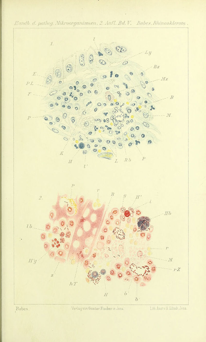 0 PL F ^ (5. Bz ®) ; --M. ^ 0 :U / 5 .'^ II' -ITb H'y KT rZ H Babes Verlagvon Gustavfischer in Jena. 'Lith.Anst.vÄ.G!ltsch,Jena.