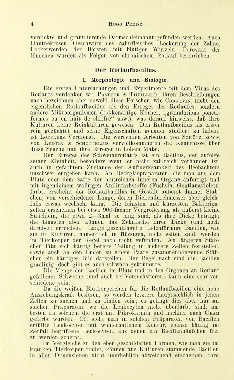 verdickte und granulierende Darmschleimhaut gefunden werden. Auch Hautnekrosen, Geschwüre des Zahnfleisches, Lockerung der Zähne, Lockerwerden der Borsten mit blutigen Wurzeln, Porosität der Knochen wurden als Folgen von chronischem Rotlauf beschrieben. Der Rotlaufbacillus. 1. Morphologie und Biologie. Die ersten Untersuchungen und Experimente mit dem Virus des Rotlaufs verdanken wir Pasteur & Thuillier; ihren Beschreibungen nach bezeichnen aber sowohl diese Forscher, wie Cornevin, nicht den eigentlichen Rotlaufbacillus als den Erreger des Rotlaufes, sondern andere Mikroorganismen (kokkenartige Körner, ,,granulations poncti- formes ou en huit de chiffre usw.), was darauf hinweist, daß ihre Kulturen keine Reinkulturen gewesen. Den Rotlaufbacillus als erster rein gezüchtet und seine Eigenschaften genauer studiert zu haben, ist LöFFLERS Verdienst. Die wertvollen Arbeiten von Schütz, sowie von Lydtin & ScHOTTELius vervollkommneten die Kenntnisse über diese Seuche und ihre Erreger in hohem Maße. Der Erreger des Schweinerotlaufs ist ein Bacillus, der zufolge seiner Kleinheit, besonders wenn er nicht zahlreich vorhanden ist, auch in gefärbtem Zustande der Aufmerksamkeit des Beobachters unschwer entgehen kann. An Deckglaspräparaten, die man aus dem Blute oder dem Safte der blutreichen inneren Organe anfertigt und mit irgendeinem wäßrigen Anilinfarbstoffe (Fuchsin, Gentianaviolett) färbt, erscheint der Rotlaufbacillus in Gestalt äußerst dünner Stäb- chen, von verschiedener Länge, deren Dickendurchmesser aber gleich- falls etwas wechseln kann. Die feinsten und kürzesten Bakterien- zellen erscheinen bei etwa 900-facher Vergrößerung als äußerst kleine Strichlein, die etwa 2—3mal so lang sind, als ihre Dicke beträgt; die längsten aber können das Zehnfache ihrer Dicke (und noch darüber) erreichen. Lange geschlängelte, fadenförmige Bacillen, wie sie in Kulturen, namentlich in flüssigen, nicht selten sind, werden im Tierkörper der Regel nach nicht gefunden. An längeren Stäb- chen läßt sich häufig bereits Teilung in mehrere Zellen feststellen, sowie auch an den Enden zu einem Paare zusammenhängende Stäb- chen ein häufiges Bild darstellen. Der Regel nach sind die Bacillen gradlinig, doch gibt es auch schwach gekrümmte. Die Menge der Bacillen im Blute und in den Organen an Rotlauf gefallener Schweine (und auch bei Versuchstieren) kann eine sehr ver- schiedene sein. Da die weißen Blutkörperchen für die Rotlaufbacillen eine hohe Anziehungskraft besitzen, so werden letztere hauptsächlich in jenen Zellen zu suchen und zu finden sein; es gelingt dies aber nur an solchen Präparaten, wo die Leukocyten nicht überfärbt sind, am besten an solchen, die erst mit Pikrokarmin und nachher nach Gram gefärbt wurden. Oft sieht man in solchen Präparaten von Bacillen erfüllte Leukocyten mit wohlerhaltenem Kontur, ebenso häufig im Zerfall begriffene Leukocyten, aus denen ein Bacillenhäufchen frei zu werden scheint. Im Vergleiche zu den eben geschilderten Formen, wie man sie im kranken Tierkörper findet, können aus Kulturen stammende Bacillen in allen Dimensionen nicht unerheblich abweichend erscheinen; ihre