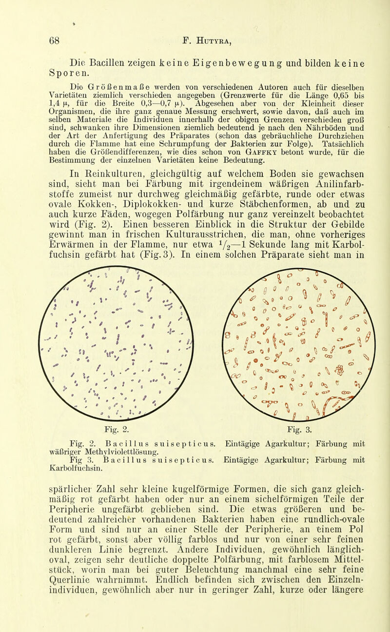 Die Bacillen 2eigen keine Eigenbewegung und bilden keine Sporen. Dio Größenmaße werden von verschiedenen Autoren auch für dieselben Varietäten ziemlich verschieden angegeben (Grenzwerte für die Länge 0,65 bis 1,4 für die Breite 0,3—0,7 Abgesehen aber von der Kleinheit dieser Organismen, die ihre ganz genaue Messung erschwert, sowie davon, daß auch im selben Materiale die Individuen innerhalb der obigen Grenzen verschieden groß sind, schwanken ihre Dimensionen ziemlich bedeutend je nach den Nährböden und der Art der Anfertigung des Präparates (schon das gebräuchliche Durchziehen durch die Flamme hat eine Schrumpfung der Bakterien zur Folge). Tatsächlich haben die Größendifferenzen, wie dies schon von Gaffky betont wurde, für die Bestimmung der einzelnen Varietäten keine Bedeutung. In Reinkulturen, gleichgültig auf welchem Boden sie gewachsen sind, sieht man bei Färbung mit irgendeinem wäßrigen Anilinfarb- stoffe zumeist nur durchweg gleichmäßig gefärbte, runde oder etwas ovale Kokken-, Diplokokken- und kurze Stäbchenformen, ab und zu auch kurze Fäden, wogegen Polfärbung nur ganz vereinzelt beobachtet wird (Fig. 2). Einen besseren Einblick in die Struktur der Gebilde gewinnt man in frischen Kulturausstrichen, die man, ohne vorheriges Erwärmen in der Flamme, nur etwa —1 Sekunde lang mit Karbol- fuchsin gefärbt hat (Fig. 3). In einem solchen Präparate sieht man in Fig. 2. Bacillus suisepticus. Eintägige Agarkultur; Färbung mit wäßriger Methyl violettlös ung. Fig 3. ißacillus suisepticus. Eintägige Agarkultur; Färbung mit Karbolfuchsin. spärlicher Zahl sehr kleine kugelförmige Formen, die sich ganz gleich- mäßig rot gefärbt haben oder nur an einem sichelförmigen Teile der Peripherie ungefärbt geblieben sind. Die etwas größeren und be- deutend zahlreicher vorhandenen Bakterien haben eine rundlich-ovale Fom und sind nur an einer Stelle der Peripherie, an tinem Pol rot gefärbt, sonst aber völlig farblos und nur von einer sehr feinen dunkleren Linie begrenzt. Andere Individuen, gewöhnlich länglich- oval, zeigen sehr deutliche doppelte Polfärbung, mit farblosem Mittel- stück, worin man bei guter Beleuchtung manchmal eine sehr feine Querlinie wahrnimmt. Endlich befinden sich zwischen den Einzeln- individuen, gewöhnlich aber nur in geringer Zahl, kurze öder längere Fig. 2. Fig. 3.