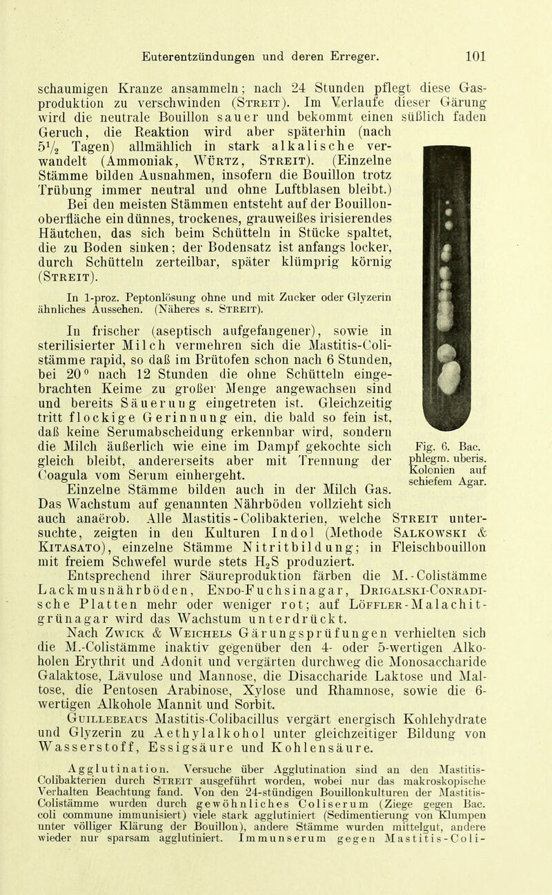 schaumigen Kranze ansammeln; nach 24 Stunden pflegt diese Gas- produktion zu verschwinden (Streit). Im Verlaufe dieser Gärung wird die neutrale Bouillon sauer und bekommt einen süßlich faden Geruch, die Reaktion wird aber späterhin (nach 5V2 Tagen) allmählich in stark alkalische ver- wandelt (Ammoniak, Würtz, Streit). (Einzelne Stämme bilden Ausnahmen, insofern die Bouillon trotz Trübung immer neutral und ohne Luftblasen bleibt.) Bei den meisten Stämmen entsteht auf der Bouillon- oberfläche ein dünnes, trockenes, grauweißes irisierendes Häutchen, das sich beim Schütteln in Stücke spaltet, die zu Boden sinken; der Bodensatz ist anfangs locker, durch Schütteln zerteilbar, später klümprig körnig (Streit). In l-proz. Peptonlösung ohne und mit Zucker oder Glyzerin ähnliches Aussehen. (Näheres s. Streit). In frischer (aseptisch aufgefangener), sowie in sterilisierter Milch vermehren sich die Mastitis-Coli- stämme rapid, so daß im Brütofen schon nach 6 Stunden, bei 20 *' nach 12 Stunden die ohne Schütteln einge- brachten Keime zu großer Menge angewachsen sind und bereits Säuerung eingetreten ist. Gleichzeitig tritt flockige Gerinnung ein. die bald so fein ist, daß keine Serumabscheidung erkennbar wird, sondern die Milch äußerlich wie eine im Dampf gekochte sich gleich bleibt, andererseits aber mit Trennung der Coagula vom Serum einhergeht. Einzelne Stämme bilden auch in der Milch Gas. Das Wachstum auf genannten Nährböden vollzieht sich auch anaerob. Alle Mastitis-Colibakterien, welche suchte, zeigten in den Kulturen Indol (Methode KiTASATo), einzelne Stämme Nitritbildung; in mit freiem Schwefel wurde stets HgS produziert. Entsprechend ihrer Säureproduktion färben die Lackmusnährböden, ENDo-Fuchsinagar, Drigalski-Conradi- sche Platten mehr oder weniger rot; auf LöFFLER-Malachit- grünagar wird das Wachstum unterdrückt. Nach Zwick & Weichels Gärungsprüfungen verhielten sich die M.-Oolistämrae inaktiv gegenüber den 4- oder 5-wertigen Alko- holen Erythrit und Adonit und vergärten durchweg die Monosaccharide Galaktose, Lävulose und Mannose, die Disaccharide Laktose und Mal- tose, die Pentosen Arabinose, Xylose und Rhamnose, sowie die 6- wertigen Alkohole Mannit und Sorbit. GuiLLEBEAus Mastitis-CoUbacillus vergärt energisch Kohlehydrate und Glyzerin zu Aethylalkohol unter gleichzeitiger Bildung von Wasserstoff, Essigsäure und Kohlensäure. Agglutination. Versuche über Agglutination sind an den Mastitis- Colibakterien durch Streit ausgeführt worden, wobei nur das makroskopische Verhalten Beachtung fand. Von den 24-stündigen Bouillonkulturen der Mastitis- Colistämme wurden durch gewöhnliches Coliserum (Ziege gegen Bac. coli commune immunisiert) viele stark agglutiniert (Sedimentierung von Klumpen unter völliger Klärung der Bouillon), andere Stämme wurden mittelgut, andere wieder nur sparsam agglutiniert. Immunserum gegen Mastitis-C0 1 i- Fig. 6. Bac. phlegm. uberis. Kolonien auf schiefem Agar. Streit unter- Salkowski & Fleischbouillon M. - Colistämme