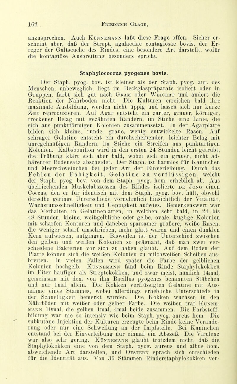 anzusprechen. Auch Künnemann läßt diese Frage offen. Sicher er- scheint aber, daß der Strept. agalactiae contagiosae bovis, der Er- reger der Galtseuche des Rindes, eine besondere Art darstellt, wofür die kontagiöse Ausbreitung besonders spricht. Staphylococcus pyogenes bovis. Der Staph. pyog. bov. ist kleiner als der Staph. pyog. aur. des Menschen, unbeweglich, liegt im Deckglaspräparate isoliert oder in Gruppen, färbt sich gut nach Gram oder Weigert und ändert die Reaktion der Nährböden nicht. Die Kulturen erreichen bald ihre maximale Ausbildung, werden nicht üppig und lassen sich nur kurze Zeit reproduzieren. Auf Agar entsteht ein zarter, grauer, körniger, trockener Belag mit gezähnten Rändern, im Stiche eine Linie, die sich aus punktförmigen Kolonien zusammensetzt. In der Agarplatte bilden sich kleine, runde, graue, wenig entwickelte Rasen. Auf schräger Gelatine entstellt ein durchscheinender, leichter Belag mit unregelmäßigen Rändern, im Stiche ein Streifen aus punktartigen Kolonien. Kalbsbouillon wird in den ersten 24 Stunden leicht getrübt, die Trübung klärt sich aber bald, wobei sich ein grauer, nicht ad- härenter Bodensatz abscheidet. Der Staph. ist harmlos für Kaninchen und Meerschweinchen bei jeder Art der Einverleibung. Durch das Fehlen der Fähigkeit, Gelatine zu verflüssigen, weicht der Staph. pyog. bov. von dem Staph. pyog. hom. erheblich ab. Aus übelriechenden Muskelabszessen des Rindes isolierte de Jong einen Coccus, den er für identisch mit dem Staph. pyog. bov. hält, obwohl derselbe geringe Unterschiede vornehmlich hinsichtlich der Vitalität, Wachstumsschnelligkeit und Ueppigkeit aufwies. Bemerkenswert war das Verhalten in Gelatineplatten, in welchen sehr bald, in 24 bis 48 Stunden, kleine, weißgelbliche oder gelbe, ovale, kuglige Kolonien mit scharfen Konturen und daneben sparsamer größere, weiße Rasen, die weniger scharf umschrieben, mehr glatt waren und einen dunklen Kern aufwiesen, aufgingen. Bisweilen ist der Unterschied zwischen den gelben und weißen Kolonien so prägnant, daß man zwei ver- schiedene Bakterien vor sich zu haben glaubt. Auf dem Boden der Platte können sich die weißen Kolonien zu milchweißen Scheiben aus- breiten. In vielen Fällen wird später die Farbe der gelblichen Kolonien hochgelb. Künnemann fand beim Rinde Staphylokokken im Eiter häufiger als Streptokokken, und zwar meist, nämlich 14nial, gemeinsam mit dem von ihm Bacillus pyogenes benannten Stäbchen und nur Imal allein. Die Kokken verflüssigten Gelatine mit Aus- nahme eines Stammes, wobei allerdings erhebliche Unterschiede in der Schnelligkeit bemerkt wurden. Die Kokken wuchsen in den Nährböden mit weißer oder gelber Farbe. Die weißen traf Künne- mann lOmal, die gelben Imal, 4mal beide zusammen. Die Farbstoff- bildung war nie so intensiv wie beim Staph. pyog. aureus hom. Die subkutane Injektion der Kulturen erzeugte beim Rinde keine Verände- rung oder nur eine Schwellung an der Impfstelle. Bei Kaninchen entstand bei der Einverleibung nur einmal ein Abszeß. Die Virulenz war also sehr gering. Künnemann glaubt trotzdem nicht, daß die Staphylokokken eine von dem Staph. pyog. aureus und albus hom. abweichende Art darstellen, und Gestern sprach sich entschieden für die Identität aus. Von 36 Stämmen Rinderstaphylokokken ver-