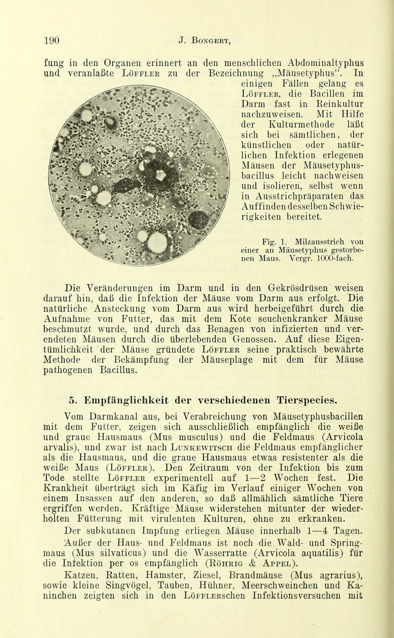 fung in den Organen erinnert an den menschlichen Abdominaityphus und veranlaßte Löffler zu der Bezeichnung „Mäusetyphus. In einigen Fällen gelang es Löffler, die Bacillen im Darm fast in Reinkultur nachzuweisen. Mit Hilfe der Kulturmethode läßt sich bei sämtlichen, der künstlichen oder natür- lichen Infektion erlegenen Mäusen der Mäusetyphus- bacillus leicht nachweisen und isolieren, selbst wenn in Ausstrichpräparaten das Auffinden desselben Schwie- rigkeiten bereitet. Fig. 1. Müzausstrich von einer an Mäusetyphus gestorbe- nen Maus. Vergr. 1000-fach. Die Veränderungen im Darm und in den Gekrösdrüsen weisen darauf hin, daß die Infektion der Mäuse vom Darm aus erfolgt. Die natürliche Ansteckung vom Darm aus wird herbeigeführt durch die Aufnahme von Futter, das mit dem Kote seuchenkranker Mäuse beschmutzt wurde, und durch das Benagen von infizierten und ver- endeten Mäusen durch die überlebenden Genossen. Auf diese Eigen- tümlichkeit der Mäuse gründete Löffler seine praktisch bewährte Methode der Bekämpfung der Mäuseplage mit dem für Mäuse pathogenen Bacillus. 5. Empfänglichkeit der verschiedenen Tierspecies. Vom Darmkanal aus, bei Verabreichung von Mäusetyphusbacillen mit dem Futter, zeigen sich ausschließlich empfänglich die weiße und graue Hausmaus (Mus musculus) und die Feldmaus (Arvicola arvalis), und zwar ist nach Lunkewitsch die Feldmaus empfänglicher als die Hausmaus, und die graue Hausmaus etwas resistenter als die weiße Maus (Löffler). Den Zeitraum von der Infektion bis zum Tode stellte Löffler experimentell auf 1—2 Wochen fest. Die Krankheit überträgt sich im Käfig im Verlauf einiger Wochen von einem Insassen auf den anderen, so daß allmählich sämtliche Tiere ergriffen werden. Kräftige Mäuse widerstehen mitunter der wieder- holten Fütterung mit virulenten Kulturen, ohne zu erkranken. Der subkutanen Impfung erliegen Mäuse innerhalb 1—4 Tagen. Außer der Haus- und Feldmaus ist noch die Wald- und wSpring- maus (Mus silvaticus) und die Wasserratte (Arvicola aquatilis) für die Infektion per os empfänglich (Röhrig & Appel). Katzen, Ratten, Hamster, Ziesel, Brandmäuse (Mus agrarius), sowie kleine Singvögel, Tauben, Hühner, Meerschweinchen und Ka- ninchen zeigten sich in den LöFFLERSchen Infektionsversuchen mit