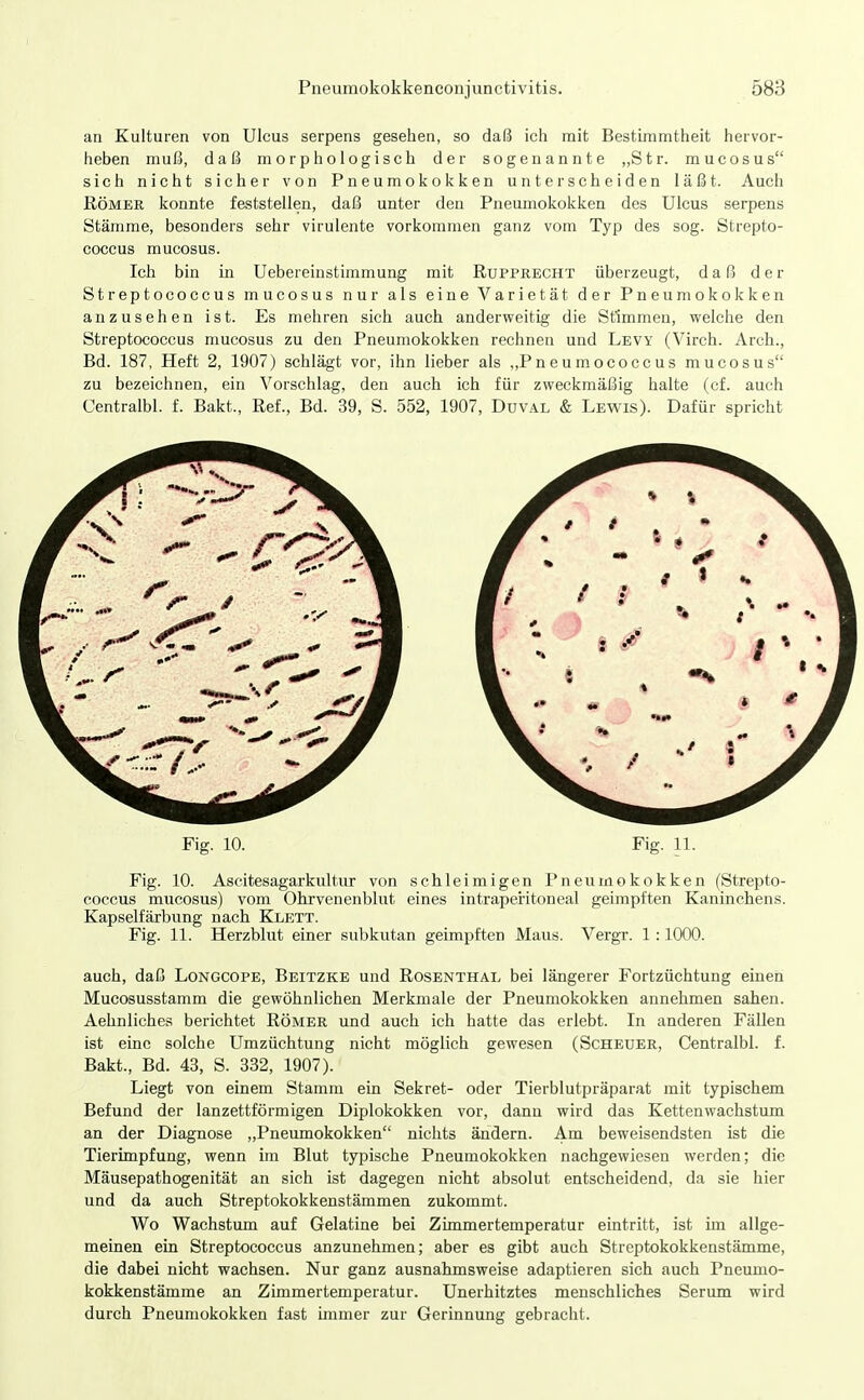 an Kulturen von Ulcus serpens gesehen, so daß ich mit Bestimmtheit hervor- heben muß, daß morphologisch der sogenannte „Str. mucosus sich nicht sicher von Pneumokokken unterscheiden läßt. Auch Römer konnte feststellen, daß unter den Pneumokokken des Ulcus serpens Stämme, besonders sehr virulente vorkommen ganz vom Typ des sog. Strepto- coccus mucosus. Ich bin Ln Uebereinstimmung mit Rupprecht überzeugt, daß der Streptococcus mucosus nur als eine Varietät der Pneumokokken anzusehen ist. Es mehren sich auch anderweitig die Stimmen, welche den Streptococcus mucosus zu den Pneumokokken rechnen und Levy (Virch. Arch., Bd. 187, Heft 2, 1907) schlägt vor, ihn lieber als „Pneumococcus mucosus zu bezeichnen, ein Vorschlag, den auch ich für zweckmäßig halte (cf. auch Centralbl. f. Bakt., Ref., Bd. 39, S. 552, 1907, Duval & Lewis). Dafür spricht Fig. 10. Fig. 11. Fig. 10. Ascitesagarkultur von schleimigen Pneumokokken (Strepto- coccus mucosus) vom Ohrvenenblut eines intraperitoneal geimpften Kaninchens. Kapselfärbung nach Klett. Fig. 11. Herzblut einer subkutan geimpften Maus. Vergr. 1:1000. auch, daß Longcope, Beitzke und Rosenthal bei längerer Fortzüchtung einen Mucosusstamm die gewöhnlichen Merkmale der Pneumokokken annehmen sahen. Aehnliches berichtet Römer und auch ich hatte das erlebt. In anderen Fällen ist eine solche Umzüchtung nicht möglich gewesen (Scheuer, Centralbl. f. Bakt., Bd. 43, S. 332, 1907). Liegt von einem Stamm ein Sekret- oder Tierblutpräparat mit typischem Befund der lanzettförmigen Diplokokken vor, dann wird das Kettenwachstum an der Diagnose „Pneumokokken nichts ändern. Am beweisendsten ist die Tierimpfung, wenn im Blut typische Pneumokokken nachgewiesen werden; die Mäusepathogenität an sich ist dagegen nicht absolut entscheidend, da sie hier und da auch Streptokokkenstämmen zukommt. Wo Wachstum auf Gelatine bei Zimmertemperatur eintritt, ist im allge- meinen ein Streptococcus anzunehmen; aber es gibt auch Streptokokkenstämme, die dabei nicht wachsen. Nur ganz ausnahmsweise adaptieren sich auch Pneumo- kokkenstämme an Zimmertemperatur. Unerhitztes menschliches Serum wird durch Pneumokokken fast immer zur Gerinnung gebracht.