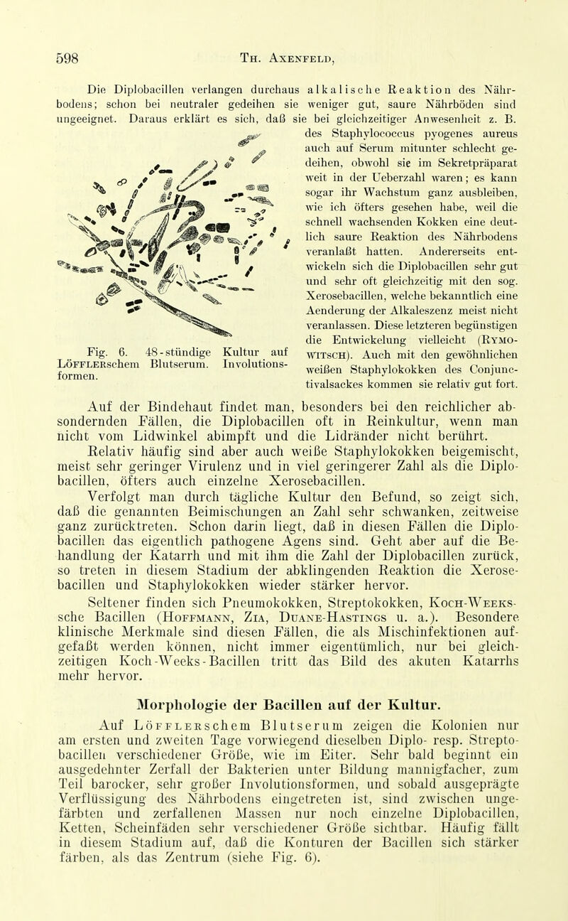 Die Diplobacillen verlangen durchaus alkalische Reaktion des Nähr- bodens; schon bei neutraler gedeihen sie weniger gut, saure Nährböden sind ungeeignet. Daraus erklärt es sich, daß sie bei gleichzeitiger Anweseniieit z. B. des Staphylococcus pyogenes aureus auch auf Serum mitunter schlecht ge- deihen, obwohl sie im Sekretpräparat weit in der Ueberzahl waren; es kann sogar ihr Wachstum ganz ausbleiben, wie ich öfters gesehen habe, weil die schnell wachsenden Kokken eine deut- lich saure Reaktion des Nährbodens veranlaßt hatten. Andererseits ent- wickeln sich die Diplobacillen sehr gut und sehr oft gleichzeitig mit den sog. Xerosebacillen, welche bekanntlich eine Aenderung der Alkaleszenz meist nicht veranlassen. Diese letzteren begünstigen die Entwickelung vielleicht (Rymo- WiTsCH). Auch mit den gewöhnlichen weißen Staphylokokken des Conjunc- tivalsackes kommen sie relativ gut fort. Auf der Bindehaut findet man, besonders bei den reichlicher ab- sondernden Fällen, die Diplobacillen oft in Keinkultur, wenn man nicht vom Lidwinkel abimpft und die Lidränder nicht berührt. Relativ häufig sind aber auch weiße Staphylokokken beigemischt, meist sehr geringer Virulenz und in viel geringerer Zahl als die Diplo- bacillen, öfters auch einzelne Xerosebacillen. Verfolgt man durch tägliche Kultur den Befund, so zeigt sich, daß die genannten Beimischungen an Zahl sehr schwanken, zeitweise ganz zurücktreten. Schon darin liegt, daß in diesen Fällen die Diplo- bacillen das eigentlich pathogene Agens sind. Geht aber auf die Be- handlung der Katarrh und mit ihm die Zahl der Diplobacillen zurück, so treten in diesem Stadium der abklingenden Reaktion die Xerose- bacillen und Staphylokokken wieder stärker hervor. Seltener finden sich Pneumokokken, Streptokokken, Koch-Weeks- sche Bacillen (Hoffmann, Zia, Duane-Hastings u. a.). Besondere klinische Merkmale sind diesen Fällen, die als Mischinfektionen auf- gefaßt werden können, nicht immer eigentümlich, nur bei gleich- zeitigen Koch-Weeks-Bacillen tritt das Bild des akuten KataiThs mehr hervor. Morphologie der Bacillen auf der Kultur. Auf LöFFLERsehern Blutserum zeigen die Kolonien nur am ersten und zweiten Tage vorwiegend dieselben Diplo- resp. Strepto- bacillen verschiedener Größe, wie im Eiter. Sehr bald beginnt ein ausgedehnter Zerfall der Bakterien unter Bildung mannigfacher, zum Teil barocker, sehr großer Involutionsformen, und sobald ausgeprägte Verflüssigung des Nährbodens eingetreten ist, sind zwischen unge- färbten und zerfallenen Massen nur noch einzelne Diplobacillen, Ketten, Scheinfäden sehr verschiedener Größe sichtbar. Häufig fällt in diesem Stadium auf, daß die Konturen der Bacillen sich stärker färben, als das Zentrum (siehe Fig. 6). Fig. 6. 48-stündige Kultur auf LÖFFLERschem Blutserum. Involutions- formen.