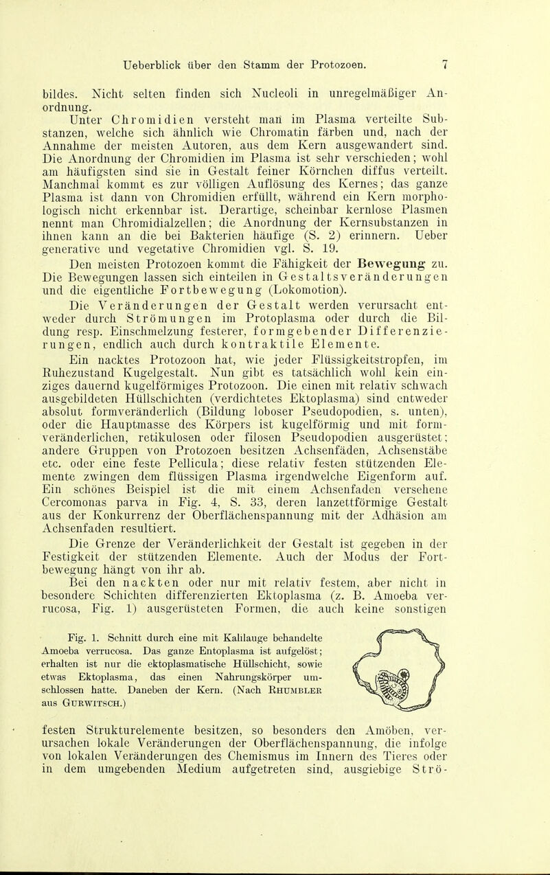 bildes. Nicht selten finden sich Nucleoli in unregelmäßiger An- ordnung. Unter Chromidien versteht man im Plasma verteilte Sub- stanzen, welche sich ähnlich wie Chromatin färben und, nach der Annahme der meisten Autoren, aus dem Kern ausgewandert sind. Die Anordnung der Chromidien im Plasma ist sehr verschieden; wohl am häufigsten sind sie in Gestalt feiner Körnchen diffus verteilt. Manchmal kommt es zur völligen Auflösung des Kernes; das ganze Plasma ist dann von Chromidien erfüllt, während ein Kern morpho- logisch nicht erkennbar ist. Derartige, scheinbar kernlose Plasmen nennt man Chromidialzellen; die Anordnung der Kernsubstanzen in ihnen kann an die bei Bakterien häufige (S. 2) erinnern. Ueber generative und vegetative Chromidien vgl. S. 19. Den meisten Protozoen kommt die Fähigkeit der Bewegimg zu. Die Bewegungen lassen sich einteilen in Gestaltsveränderungen und die eigentliche Fortbewegung (Lokomotion). Die Veränderungen der Gestalt werden verursacht ent- weder durch Strömungen im Protoplasma oder durch die Bil- dung resp. Einschmelzung festerer, formgebender Differenzie- rungen, endlich auch durch kontraktile Elemente. Ein nacktes Protozoon hat, wie jeder Flüssigkeitstropfen, im Ruhezustand Kugelgestalt. Nun gibt es tatsächlich wohl kein ein- ziges dauernd kugelförmiges Protozoon. Die einen mit relativ schwach ausgebildeten HüUschichten (verdichtetes Ektoplasma) sind entweder absolut formveränderlich (Bildung loboser Pseudopodien, s. unten), oder die Hauptmasse des Körpers ist kugelförmig und mit form- veränderlichen, retikulosen oder filosen Pseudopodien ausgerüstet; andere Gruppen von Protozoen besitzen Achsenfäden, Achsenstäbe etc. oder eine feste Pellicula; diese relativ festen stützenden Ele- mente zwingen dem flüssigen Plasma irgendwelche Eigenform auf. Ein schönes Beispiel ist die mit einem Achsenfaden versehene Cercomonas parva in Fig. 4, S. 33, deren lanzettförmige Gestalt aus der Konkurrenz der Oberflächenspannung mit der Adhäsion am Achsenfaden resultiert. Die Grenze der Veränderlichkeit der Gestalt ist gegeben in der Festigkeit der stützenden Elemente. Auch der Modus der Fort- bewegung hängt von ihr ab. Bei den nackten oder nur mit relativ festem, aber nicht in besondere Schichten differenzierten Ektoplasma (z. B. Amoeba ver- rucosa, Fig. 1) ausgerüsteten Formen, die auch keine sonstigen Fig. 1. Schnitt durch eine mit Kalilauge behandelte Amoeba verrucosa. Das ganze Entoplasma ist aufgelöst; erhalten ist nur die ektoplasmatische Hüllschicht, sowie etwas Ektoplasma, das einen Nahrungskörper um- schlossen hatte. Daneben der Kern. (Nach Ehumbler aus GURWITSCH.) festen Strukturelemente besitzen, so besonders den Amöben, ver- ursachen lokale Veränderungen der Oberflächenspannung, die infolge von lokalen Veränderungen des Chemismus im Innern des Tieres oder in dem umgebenden Medium aufgetreten sind, ausgiebige Strö-