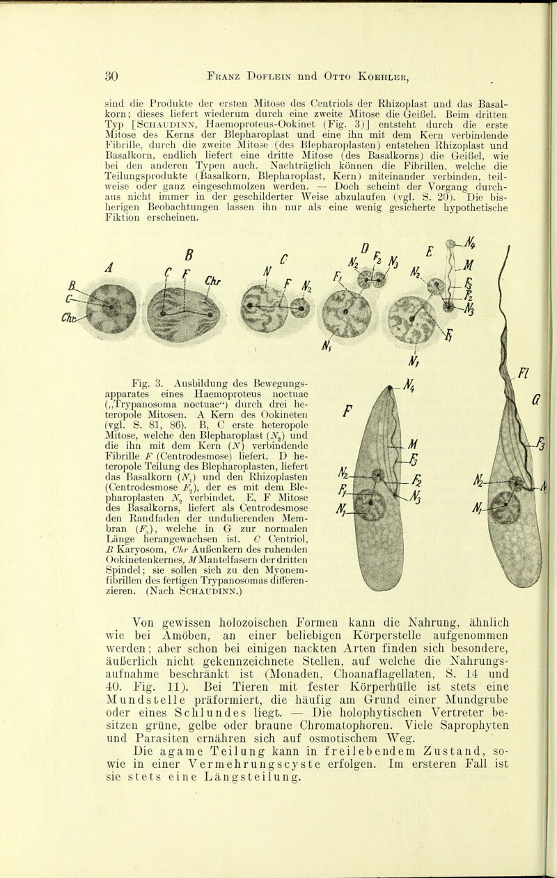 sind die Produkte der ersten Mitose des Centriols der Rhizoplast und das Basal- korn; dieses liefert wiederum durch eine zweite Mitose die Geißel. Beim dritten Typ [ScHAUDiNN, Haemoproteus-Ookinet (Fig. 3)] entsteht durch die erste Mitose des Kerns der Blepharopkst und eine ihn mit dem Kern verbindend© Fibrille, durch die zweite Mitose (des Blepharoplast^n) entstehen Rhizoplast und Basalkorn, endlich liefert eine dritte Mitose (des Basalkornsj die Geißel, wie bei den anderen Typen auch. Nachträglich können die Fibrillen, welche die Teilungsprodukte (Basalkorn, Blepharoplast, Kern) miteinander verbinden, teil- weise oder ganz eingeschmolzen werden. — Doch scheint der Vorgang durch- aus nicht immer in der geschilderter Weise abzulaufen (vgl. S. 20). Die bis- herigen Beobachtungen lassen ihn nur als eine wenig gesicherte hypothetische Fiktion erscheinen. Fig. 3. Ausbildung des Bewegungs- apparates eines Haemoproteus noctuae (,,Trypanosoma noctuae) durch drei he- teropole Mitosen. A Kern des Ookineten (vgl. S. 81, 86). B, C erste heteropole Mitose, welche den Blepharoplast (N^) und die ihn mit dem Kern (A') verbindende Fibrille F (Centrodesmose) liefert. D he- teropole Teilung des Ble])haroplasten, liefert das Basalkorn (iV!,) und den Ehizoplasten (Centrodesmose F.,), der es mit dem Ble- pharoplasten iV, verbindet. E, F Mitose des Basalkorns, liefert als Centrodesmose den Randfaden der undulierenden Mem- bran (F^), welche in G zur normalen Länge herangewachsen ist. C Centriol, B Karyosom, Chr Außenkern des ruhenden Ookinetenkernes, i/Mantelfasern der dritten Spindel; sie sollen sich zu den Myonem- fibrillen des fertigen Trypanosomas difieren- zieren. (Nach Schaudinn.) Von gewissen holozoischen Formen kann die Nahrung, äljnlicli wie bei Amöben, an einer beliebigen Körperstelle aufgenommen werden; aber sclion bei einigen naclcten Arten finden sich besondere, äußerlich nicht gekennzeichnete Stellen, auf welche die Nahrungs- aufnahme beschränkt ist (Monaden, Choanaflagellaten, S. 14 und 40. Pig. 11). Bei Tieren mit fester Körperhülle ist stets eine Mundstelle präformiert, die häufig am Grund einer Mundgrube oder eines Schlundes liegt. — Die holophytischen Vertreter be- sitzen grüne, gelbe oder braune Chromatophoren. Viele Saprophyten und Parasiten ernähren sich auf osmotischem Weg. Die agame Teilung kann in freilebendem Zustand, so- wie in einer Vermehrungscyste erfolgen. Im ersteren Pall ist sie stets eine Längst eilung.