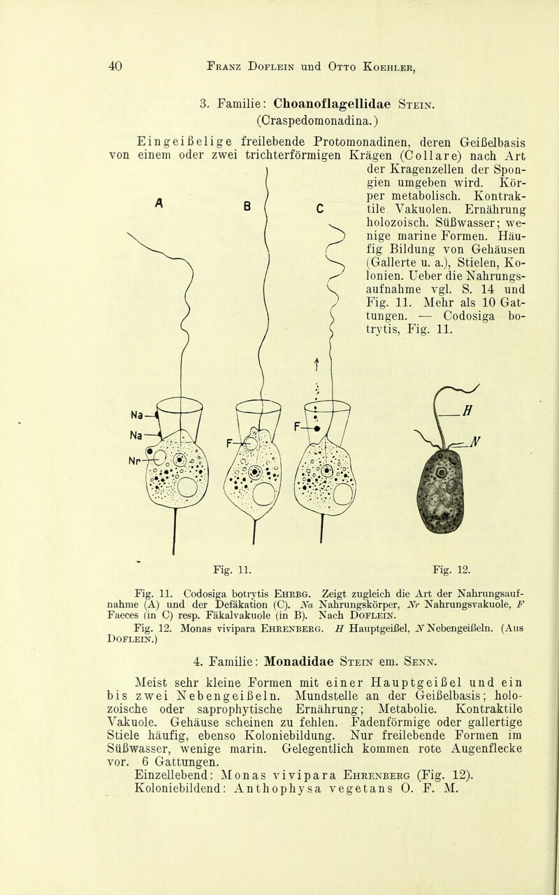 3. Familie: Choanoflagellidae Stein. (Craspedomonadina.) Eingeißelige freilebende Protomonadinen, deren G-eißelbasis von einem oder zwei trichterförmigen Kragen (Collare) nach Art der Kragenzellen der Spon- gien umgeben wird. Kör- per metabolisch. Kontrak- tile Vakuolen. Ernährung holozoisch. Süßwasser; we- nige marine Formen. Häu- fig Bildung von Gehäusen (Gallerte u. a.), Stielen, Ko- lonien, lieber die Nahrungs- aufnahme vgl. S. 14 und Fig. 11. Mehr als 10 Gat- tungen. — Codosiga bo- trytis, Fig. 11. Fig. 11. Fig. 12. Fig. 11. Codosiga boti-ytis Ehrbg. Zeigt zugleich die Art der Nahi-iingsaiif- nahme (A) und der Defäkation (C). iVa Nahrungskörper, xVr Nahrungsvakuole, F Faeces (in C) resp. Fäkalvakuole (in B). Nach Doflein. Fig. 12. Monas vivipara Ehrenbeeg. H Hauptgeißel, iV Nebengeißeln. (Aus Doflein.) 4. Familie: Monadidae Stein em. Senn. Meist sehr kleine Formen mit einer Hauptgeißel und ein bis zwei Nebengeißeln. Mundstelle an der Geißelbasis; holo- zoische oder saprophytische Ernährung; Metabolie. Kontraktile Vakuole. Gehäuse scheinen zu fehlen. Fadenförmige oder gallertige Stiele häufig, ebenso Koloniebildung. Nur freilebende Formen im Süßwasser, wenige marin. Gelegentlich kommen rote Augenflecke vor. 6 Gattungen. Einzellebend: Monas vivipara Ehrenberg (Fig. 12). Koloniebildend: Anthophysa vegetans 0. F. M.