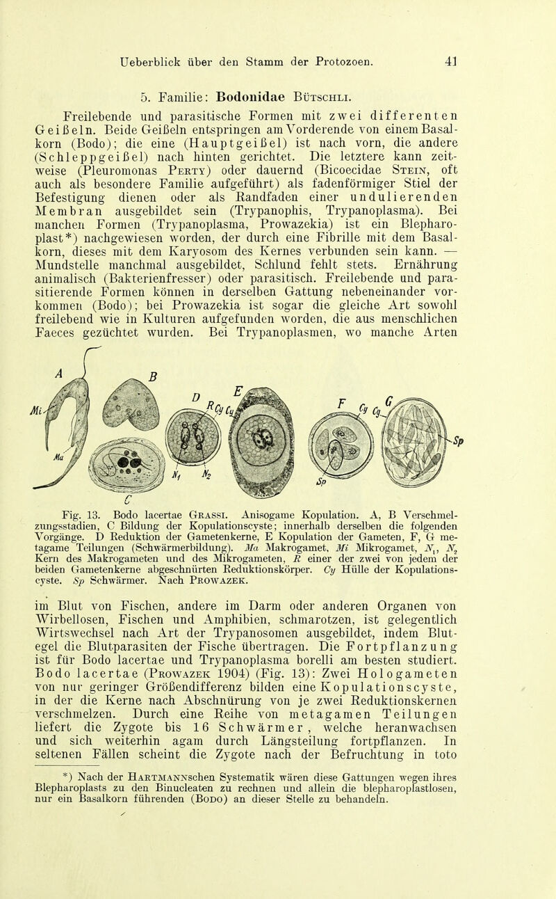 5. Familie: Bodonidae Bütschli. Freilebende und parasitische Formen mit zwei differenten Geißeln. Beide Geißeln entspringen am Vorderende von eineniBasal- korn (Bodo); die eine (Hauptgeißel) ist nach vorn, die andere (Schleppgeißel) nach hinten gerichtet. Die letztere kann zeit- weise (Pleuromonas Perty) oder dauernd (Bicoecidae Stein, oft auch als besondere Familie aufgeführt) als fadenförmiger Stiel der Befestigung dienen oder als Kandfaden einer undulierenden Membran ausgebildet sein (Trypanophis, Trypanoplasma). Bei manchen Formen (Trypanoplasma, Prowazekia) ist ein Blepharo- plast*) nachgewiesen worden, der durch eine Fibrille mit dem Basal- korn, dieses mit dem Karyosom des Kernes verbunden sein kann. — Mundstelle manchmal ausgebildet, Schlund fehlt stets. Ernährung animalisch (Bakterienfresser) oder parasitisch. Freilebende und para- sitierende Formen können in derselben Gattung nebeneinander vor- kommen (Bodo); bei Prowazekia ist sogar die gleiche Art sowohl freilebend wie in Kulturen aufgefunden worden, die aus menschlichen Faeces gezüchtet wurden. Bei Trypanoplasmen, wo manche Arten Fig. 13. Bodo lacertae Grassi. Anisogame Kopulation. A, B Verschmel- zungsstadien, C Bildung der Kopulationscyste; innerhalb derselben die folgenden Vorgänge. D Reduktion der Gametenkerne, E Kopulation der Gameten, F, G me- tagame Teilimgen (Schwärmerbildung). 3Ia Makrogamet, Mi Mikrogamet, N^, Kern des Makrogameten und des MiKrogameten, R einer der zwei von jedem der beiden Gametenkerne abgeschnürten Eeduktionskörper. Cy Hülle der Kopulations- cyste. Sp Schwärmer. Nach Prowazek. im Blut von Fischen, andere im Darm oder anderen Organen von Wirbellosen, Fischen und Amphibien, schmarotzen, ist gelegentlich Wirtswechsel nach Art der Trypanosomen ausgebildet, indem Blut- egel die Blutparasiten der Fische übertragen. Die Fortpflanzung ist für Bodo lacertae und Trypanoplasma borelli am besten studiert. Bodo lacertae (Prowazek 1904) (Fig. 13): Zwei Hologameten von nur geringer Größendifferenz bilden eine Kopulationscyste, in der die Kerne nach Abschnürung von je zwei Reduktionskernen verschmelzen. Durch eine Eeihe von metagamen Teilungen liefert die Zygote bis 16 Schwärmer, welche heranwachsen und sich weiterhin agam durch Längsteilung fortpflanzen. In seltenen Fällen scheint die Zygote nach der Befruchtung in toto *) Nach der HARTMANNschen Systematik wären diese Gattungen wegen ihres Blepharoplasts zu den Binucleaten zu rechnen und allein die blepharoplastloseu, nur ein Basalkorn führenden (Bodo) an dieser Stelle zu behandeln.