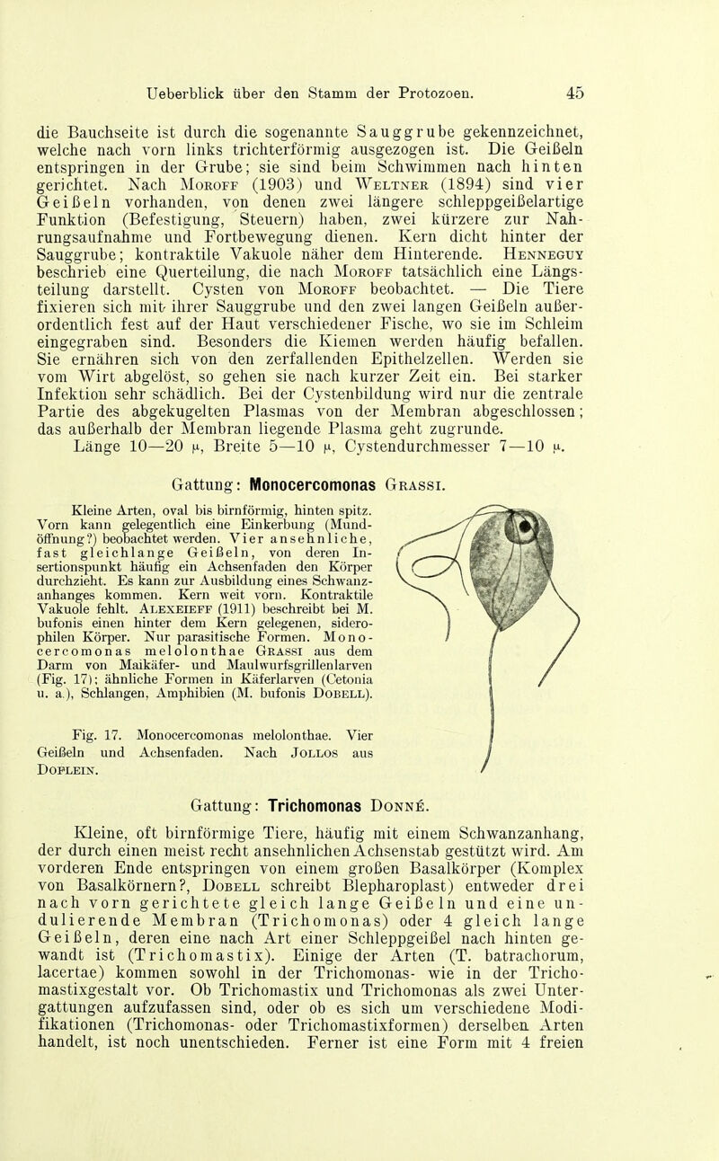 die Bauchseite ist durch die sogenaunte Sauggrube gekennzeichnet, welche nach vorn links trichterförmig ausgezogen ist. Die Geißeln entspringen in der Grube; sie sind beim Schwimmen nach hinten gerichtet. Nach Mokoff (1903) und Weltner (1894) sind vier Geißeln vorhanden, von denen zwei längere schleppgeißelartige Punktion (Befestigung, Steuern) haben, zwei kürzere zur Nah- rungsaufnahme und Fortbewegung dienen. Kern dicht hinter der Sauggrube; kontraktile Vakuole näher dem Hinterende. Henneguy beschrieb eine Querteilung, die nach Moroff tatsächlich eine Längs- teilung darstellt. Cysten von Moroff beobachtet. — Die Tiere fixieren sich mit ihrer Sauggrube und den zwei langen Geißeln außer- ordentlich fest auf der Haut verschiedener Fische, wo sie im Schleim eingegraben sind. Besonders die Kiemen werden häufig befallen. Sie ernähren sich von den zerfallenden Epithelzellen. Werden sie vom Wirt abgelöst, so gehen sie nach kurzer Zeit ein. Bei starker Infektion sehr schädlich. Bei der Cystenbildung wird nur die zentrale Partie des abgekugelten Plasmas von der Membran abgeschlossen; das außerhalb der Membran liegende Plasma geht zugrunde. Länge 10—20 i^, Breite 5—10 f^, Cystendurchmesser 7—10 .u. Gattung: Monocercomonas Grassi. Kleine Arten, oval bis birnförmig, hinten spitz. Vorn kann gelegentlich eine Einkerbung (Mund- öfFnung?) beobachtet werden. Vier ansehnliche, fast gleichlange Geißeln, von deren In- sertionspunkt häufig ein Achsenfaden den Körper durchzieht. Es kann zur Ausbildung eines Schwanz- anhanges kommen. Kern weit vorn. Kontraktile Vakuole fehlt. Alexeiepf (1911) beschreibt bei M. bufonis einen hinter dem Kern gelegenen, sidero- philen Körper. Nur parasitische Formen. Mono- cercomonas melolonthae Grassi aus dem Darm von Maikäfer- und Maulwurfsgrillenlarven (Fig. 17); ähnliche Formen in Käferlarven (Cetonia u. a ), Schlangen, Amphibien (M. bufonis Dobell). Fig. 17. Monocercomonas melolonthae. Vier Geißeln und Achsenfaden. Nach Jollos aus DOPLELSf. Gattung: Trichomonas Donne. Kleine, oft birnförmige Tiere, häufig mit einem Schwanzanhang, der durch einen meist recht ansehnlichen Achsenstab gestützt wird. Am vorderen Ende entspringen von einem großen Basalkörper (Komplex von Basalkörnern?, Dobell schreibt Blepharoplast) entweder drei nach vorn gerichtete gleich lange Geißeln und eine un- dulierende Membran (Trichomonas) oder 4 gleich lange Geißeln, deren eine nach Art einer Schleppgeißel nach hinten ge- wandt ist (Trichomastix). Einige der Arten (T. batrachorum, lacertae) kommen sowohl in der Trichomonas- wie in der Tricho- mastixgestalt vor. Ob Trichomastix und Trichomonas als zwei Unter- gattungen aufzufassen sind, oder ob es sich um verschiedene Modi- fikationen (Trichomonas- oder Trichomastixformen) derselben Arten handelt, ist noch unentschieden. Ferner ist eine Form mit 4 freien