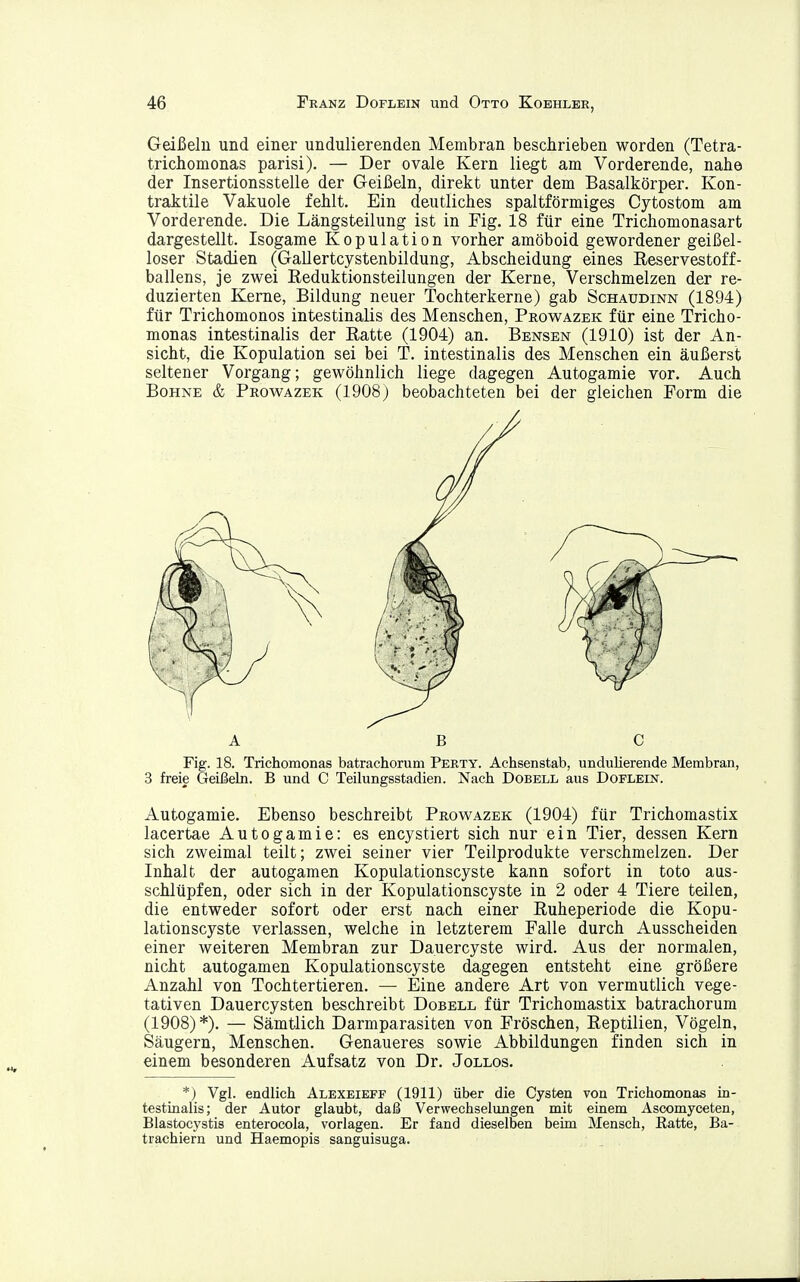 Geißeln und einer undulierenden Membran beschrieben worden (Tetra- trichomonas parisi). — Der ovale Kern liegt am Vorderende, nahe der Insertionsstelle der Geißeln, direkt unter dem Basalkörper. Kon- traktile Vakuole fehlt. Ein deutliches spaltförmiges Cytostom am Vorder ende. Die Längsteilung ist in Fig. 18 für eine Trichomonasart dargestellt. Isogame Kopulation vorher amöboid gewordener geißel- loser Stadien (Gallertcystenbildung, Abscheidung eines Reservestoff- ballens, je zwei Reduktionsteilungen der Kerne, Verschmelzen der re- duzierten Kerne, Bildung neuer Tochterkerne) gab Schaudinn (1894) für Trichomonos intestinalis des Menschen, Prowazek für eine Tricho- monas intestinalis der Ratte (1904) an. Bensen (1910) ist der An- sicht, die Kopulation sei bei T. intestinalis des Menschen ein äußerst seltener Vorgang; gewöhnlich liege dagegen Autogamie vor. Auch Bohne & Prowazek (1908) beobachteten bei der gleichen Form die Fig. 18. Trichomonas batrachorum Perty. Achsenstab, undulierende Membran, 3 freie Geißeln. B und C Teilungsstadien. Nach Dobell aus Doplein. Autogamie. Ebenso beschreibt Prowazek (1904) für Trichomastix lacertae Autogamie: es encystiert sich nur ein Tier, dessen Kern sich zweimal teilt; zwei seiner vier Teilprodukte verschmelzen. Der Inhalt der autogamen Kopulationscyste kann sofort in toto aus- schlüpfen, oder sich in der Kopulationscyste in 2 oder 4 Tiere teilen, die entweder sofort oder erst nach einer Ruheperiode die Kopu- lationscyste verlassen, welche in letzterem Falle durch Ausscheiden einer weiteren Membran zur Dauercyste wird. Aus der normalen, nicht autogamen Kopulationscyste dagegen entsteht eine größere Anzahl von Tochtertieren. — Eine andere Art von vermutlich vege- tativen Dauercysten beschreibt Dobell für Trichomastix batrachorum (1908)*). — Sämtlich Darmparasiten von Fröschen, Reptilien, Vögeln, Säugern, Menschen. Genaueres sowie Abbildungen finden sich in einem besonderen Aufsatz von Dr. Jollos. *) Vgl. endlich Alexeieff (1911) über die Cysten von Trichomonas ia- testinalis; der Autor glaubt, daß Verwechselungen mit einem Ascomyceten, Blastocystis enterocola, vorlagen. Er fand dieselben beim Mensch, ßatte, Ba- trachiern und Haemopis sanguisuga. , .