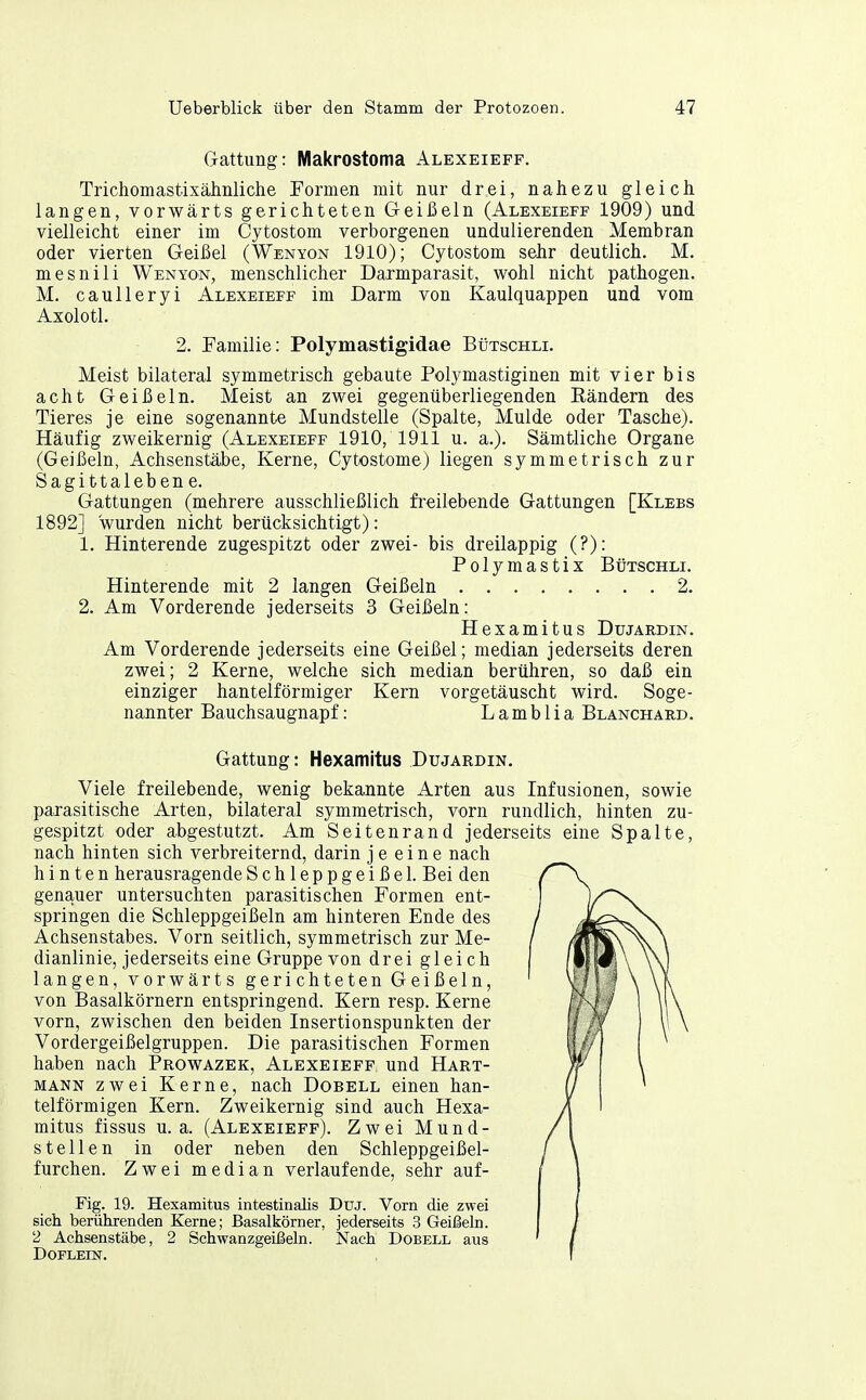 Gattung: Makrostoma Alexeieff. Trichomastixähnliche Formen mit nur drei, nahezu gleich langen, vorwärts gerichteten Geißeln (Alexeieff 1909) und vielleicht einer im Cytostom verborgenen undulierenden Membran oder vierten Geißel (Wenyon 1910); Cytostom sehr deutlich. M. mesnili Wenyon, menschlicher Darmparasit, wohl nicht pathogen. M. caulleryi Alexeieff im Darm von Kaulquappen und vom Axolotl. 2. Familie: Polymastigidae Bütschli. Meist bilateral symmetrisch gebaute Polymastiginen mit vier bis acht Geißeln. Meist an zwei gegenüberliegenden Rändern des Tieres je eine sogenannte Mundstelle (Spalte, Mulde oder Tasche). Häufig zweikernig (Alexeieff 1910, 1911 u. a.). Sämtliche Organe (Geißeln, Achsenstäbe, Kerne, Cytostome) liegen symmetrisch zur Sagittaleben e. Gattungen (mehrere ausschließlich freilebende Gattungen [Klebs 1892] wurden nicht berücksichtigt): 1. Hinterende zugespitzt oder zwei- bis dreilappig (?): Polymastix BtJTSCHLi. Hinterende mit 2 langen Geißeln 2. 2. Am Vorderende jederseits 3 Geißeln: Hexamitus Dujardin. Am Vorderende jederseits eine Geißel; median jederseits deren zwei; 2 Kerne, welche sich median berühren, so daß ein einziger hanteiförmiger Kern vorgetäuscht wird. Soge- nannter Bauchsaugnapf: Lamblia Blanchard. Gattung: Hexamitus Dujardin. Viele freilebende, wenig bekannte Arten aus Infusionen, sowie parasitische Arten, bilateral symmetrisch, vorn rundlich, hinten zu- gespitzt oder abgestutzt. Am Seitenrand jederseits eine Spalte, nach hinten sich verbreiternd, darin je eine nach hinten herausragende Schleppgeißel. Bei den genauer untersuchten parasitischen Formen ent- springen die Schleppgeißeln am hinteren Ende des Achsenstabes. Vorn seitlich, symmetrisch zur Me- dianlinie, jederseits eine Gruppe von drei gleich langen, vorwärts gerichteten Geißeln, von Basalkörnern entspringend. Kern resp. Kerne vorn, zwischen den beiden Insertionspunkten der Vordergeißelgruppen. Die parasitischen Formen haben nach Prowazek, Alexeieff und Hart- mann zwei Kerne, nach Dobell einen han- teiförmigen Kern. Zweikernig sind auch Hexa- mitus fissus u.a. (Alexeieff). Zwei Mund- stellen in oder neben den Schleppgeißel- furchen. Zwei median verlaufende, sehr auf- Fig. 19. Hexamitus intestinalis Duj. Vorn die zwei sich berührenden Kerne; Basalkörner, jederseits 3 Geißeln. 2 Achsenstäbe, 2 Schwanzgeißeln. Nach Dobell aus Doflein.