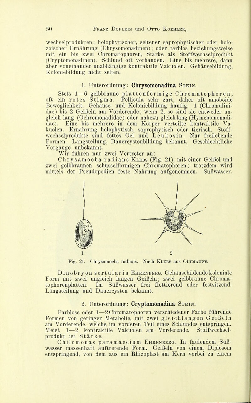 Wechselprodukten; holophytischer, seltener saprophytischer oder liolo- zoischer Ernährung (Chrysomonadinen); oder farblos beziehungsweise mit ein bis zwei Chromatophoren, Stärke als Stoffwechselprodukt (Cryptomonadinen). Schlund oft vorhanden. Eine bis mehrere, dann aber voneinander unabhängige kontraktile Vakuolen. Gehäusebildung, Koloniebildung nicht selten. 1. Unterordnung: Chrysomonadina Stein. Stets 1—6 gelbbraune plattenförmige Chromatophoren; oft ein rotes Stigma. Pellicula sehr zart, daher oft amöboide Beweglichkeit. Gehäuse- und Koloniebildung häufig. 1 (Chromulini- dae) bis 2 Geißeln am Vorderende; wenn 2, so sind sie entweder un- gleich lang (Ochromonadidae) oder nahezu gleich lang (Hymenomonadi- dae). Eine bis mehrere in dem Körper verteilte kontraktile Va- kuolen. Ernährung holophytisch, saprophytisch oder tierisch. Stoff- wechselprodukte sind fettes Oel und Leukosin. Nur freilebende Formen. Längsteilung, Dauercystenbildung bekannt. Geschlechtliche Vorgänge unbekannt. Wir führen nur zwei Vertreter an: Chrysamoeba radians Klebs (Fig. 21), mit einer Geißel und zwei gelbbraunen schtisselförmigen Chromatophoren; trotzdem wird mittels der Pseudopodien feste Nahrung aufgenommen. Süßwasser. Fig. 21. Chrysamoeba radians. Nach Klebs aus Oltmaistns. Dinobryon sertularia Ehkenberg. Gehäusebildende koloniale Form mit zwei ungleich langen Geißeln; zwei gelbbraune Chroma- tophorenplatten. Im Süßwasser frei flottierend oder festsitzend. Längsteilung und Dauercysten bekannt. 2. Unterordnung: Cryptomonadina Stein. Farblose oder 1—2 Chromatophoren verschiedener Farbe führende Formen von geringer Metabolie, mit zwei gl eichlangen Geißeln am Vorderende, welche im vorderen Teil eines Schlundes entspringen. Meist 1—2 kontraktile Vakuolen am Vorderende. Stoffwechsel- produkt ist Stärke. Chilomonas paramaecium Eheenberg. In faulendem Süß- wasser massenhaft auftretende Form. Geißeln von einem Diplosom entspringend, von dem aus ein Rhizoplast am Kern vorbei zu einem