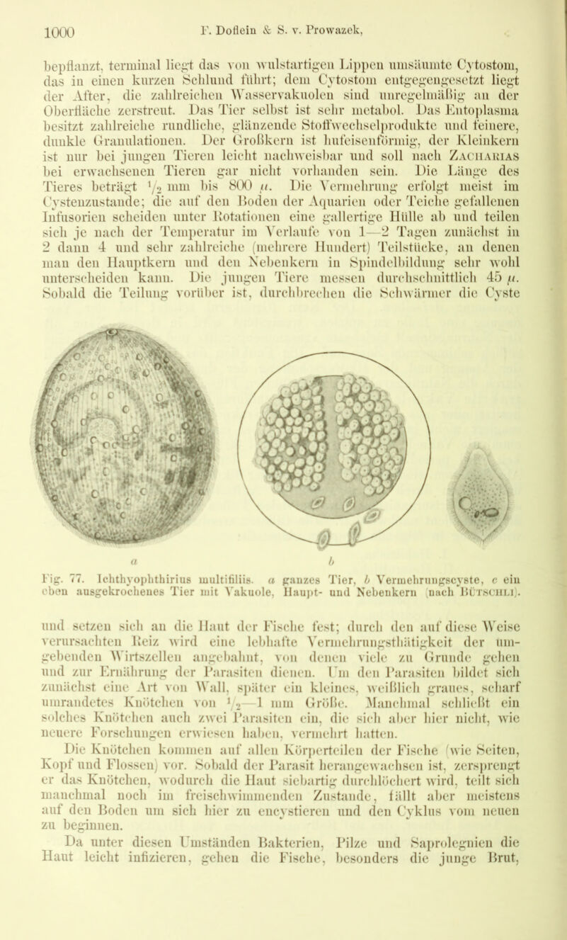 bepflanzt, terminal lie^t das von ^viilstartig-en Lii)pen nnisäiimte C} tüstom, das in einen kurzen Kschlund führt; dem Cytostom ent^’e^'cn^vsetzt lic^’t der After, die zahlreichen Wasservakuolen sind iinregelmälH^’ au der Oberfläche zerstreut. Das Tier selbst ist sehr metabol. Das Eutoplasmu besitzt zahlreiche ruudliclie, i;länzeude Stotfwccliselprodukte und feinere, dunkle Granulationen. Der Grollkern ist hufeisenförmig-, der Kleinkern ist nur bei juiig-eii Tieren leicht nachweisl)ar und soll nach Zacharias bei erwachsenen Tieren gar nicht vorlianden sein. Die Länge des Tieres beträgt \'2 Vermehrung erfolgt meist im Cysteuzustaiide; die auf den Moden der Acpiaricu oder Teiche gefallenen Infusorien scheiden unter Motatioiien eine gallertige Hülle ab und teilen sich je nach der Temperatur im Verlaufe von 1—2 Tagen zunächst iii 2 dann 4 und sehr zahlreiche (mehrere Hundert) Teilstücke, an denen man den Hauptkern und den ÄTdjeukern in Si)indclbildung sehr wohl unterscheiden kann. Die Jungen Tiere messen durchschnittlich 45 /c Sobald die Teilung vorüber ist, durchbrechen die Schwärmer die Cyste Fig’. 77. Ichthyopluhirius multifiliis. a gauzes Tier, b Vermehruiigscyste, c eiu cbou ausgekrocheues Tier mit ^'akuole, Haupt- und Nebeiikeni (uueh Mütsciili). und setzen sich an die Haut der Fische fest; durch den auf diese Weise verursachten Heiz wird eine lebhafte Vermehrungsthätigkeit der um- gebenden ^\’irtszellen angebahiit, von denen viele zu (H*undc gehen und zur Ernährung der Farasiten dienen. Fm den Farasiten bildet sich zunächst eine Art V(ui Wall, später eiu kleines, weiblich graues, scharf umrandetes Knötchen von ^ —1 mm Grübe. Manchmal schlicbt ein solches Knötchen auch zwei Farasiten ein, die sich aber hier nicht, wie neuere Forschungen erwiesen haben, vermehrt hatten. Die Knötchen kommen auf allen Körperteilen der Fische (wie Seiten, Kopf und Flossen) vor. Sobald der Farasit herangewachsen ist, zers])reng*t er das Knötchen, wodurch die Haut siebartig durchlöchert wird, teilt sich manchmal noch im freischwimmenden Zustande, fällt aber meistens auf den Moden um sich hier zu encysticren und den Cyklus vom neuen zu beginnen. Da unter diesen Umständen Makterien, Filze und Saprolegnien die Haut leicht infizieren, gehen die Fische, besonders die junge Mrut,