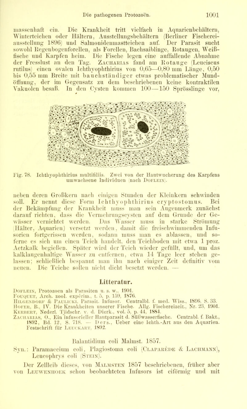 iiiasseulialt ein. Die Krankheit tritt vielfach in Aqnarienhehältern, AMnterteiclien oder Haltern, Ausstellnngsbehältern (Berliner Fischerei- aiisstellimg- 189(3) und Salmonidenmastteichen auf. Der Parasit sucht sowohl Ifegenbogenforelleu, als Forellen, Bachsaiblinge, Rotaugen, '\Veif3- lische und Karpfen heim. Die Fische legen eine auffallende Abnahme der Fresslust an den Tag. Zachaeias fand am Rotauge fLeuciscus rutilus) einen ovalen Ichthyophthirius von 0,65—0,80 mm Länge, 0,50 bis 0,55 mm Breite mit haucliständiger etwas problematischer Mund- öffnung, der im Gegensatz zu dem beschriebenen keine kontraktilen Vakuolen besaß. In den Cysten kommen 100—150 Sprösslinge vor. Fig. 78. Ichthyophthirius iiiultifiliis. Zwei von der llaiitwiicherung des Karpfens umwachsene Individuen (nach Dofleix). neben deren Großkern nacli einigen Stunden der Kleiukern schwinden soll. Er nennt di(‘se Form lclitliyoi)hthirius cryptostomus. Bei der Bekämpfung der Krankheit muss man sein Augenmerk zunächst darauf richten, d;iss die Vermelirungscvsten auf dem Grunde der Ge- wässer vernichtet werden. Das Wbisser muss in starke Strömung llälter, Aquarien) versetzt werden, damit die freischwimmenden Infu- sorien fortg(‘riss(‘ii werd(*n, sodann muss man es ablassen, nnd so- ferne es sieb nm einen Teich handelt, den Teichboden mit etwa 1 proz. Aetzkalk begicdlen. S])äter wird der Teich wieder gefüllt, und, um das kalklaugc'uhaltige Wasser zu entfernen, etwa 14 Tage leer stehen ge- lassen; schließlich besj)annt man ihn nach einiger Zeit detinitiv vom neuen. J)ie 4'eiche sollen nicht dicht besetzt werden. — Litteratiir. Dofeein, l’rotozoeii als Parasiten u. s. w., 1901. PoutH’FT, Arcli. zool. exiuM'iin., t. ö, p. 159, lS7ö. IIiuJENDORF &. Paueicki. Parasit. Infusor. Centralbl. f. ined. AViss., 189(), S. 33. lIoFEii, P»., IV. Die Krankheiten unserer Fische. Allg. Fischereizeit., Nr. 23, 1901. Keruert, Nederl. 'Ijidschr. v. d. Dierk., vol. 5, p. 44, JSSl. Zacharevs, ()., Ein’infnsoricllcr Ilantparasit d. Süßwasserfische. Centrabl. f. Bakt., IS92, Bd. P2, S. 718. — Ders., lieber eine Ichth.-Art aus den Aquarien. Festschrift für Iaouckart, JS92. Balantidium coli Malmst. 1857. Syn.; Paramaecium coli, Phigiostoma coli (Clapaekde cK: Lachmanx), Leueo})hrys coli (Srinx). Der Zellleib dieses, von Malmstex 1857 beschriebenen, früher aber von Leuwexfioek schon beobachteten Infusors ist eiförmig und mit