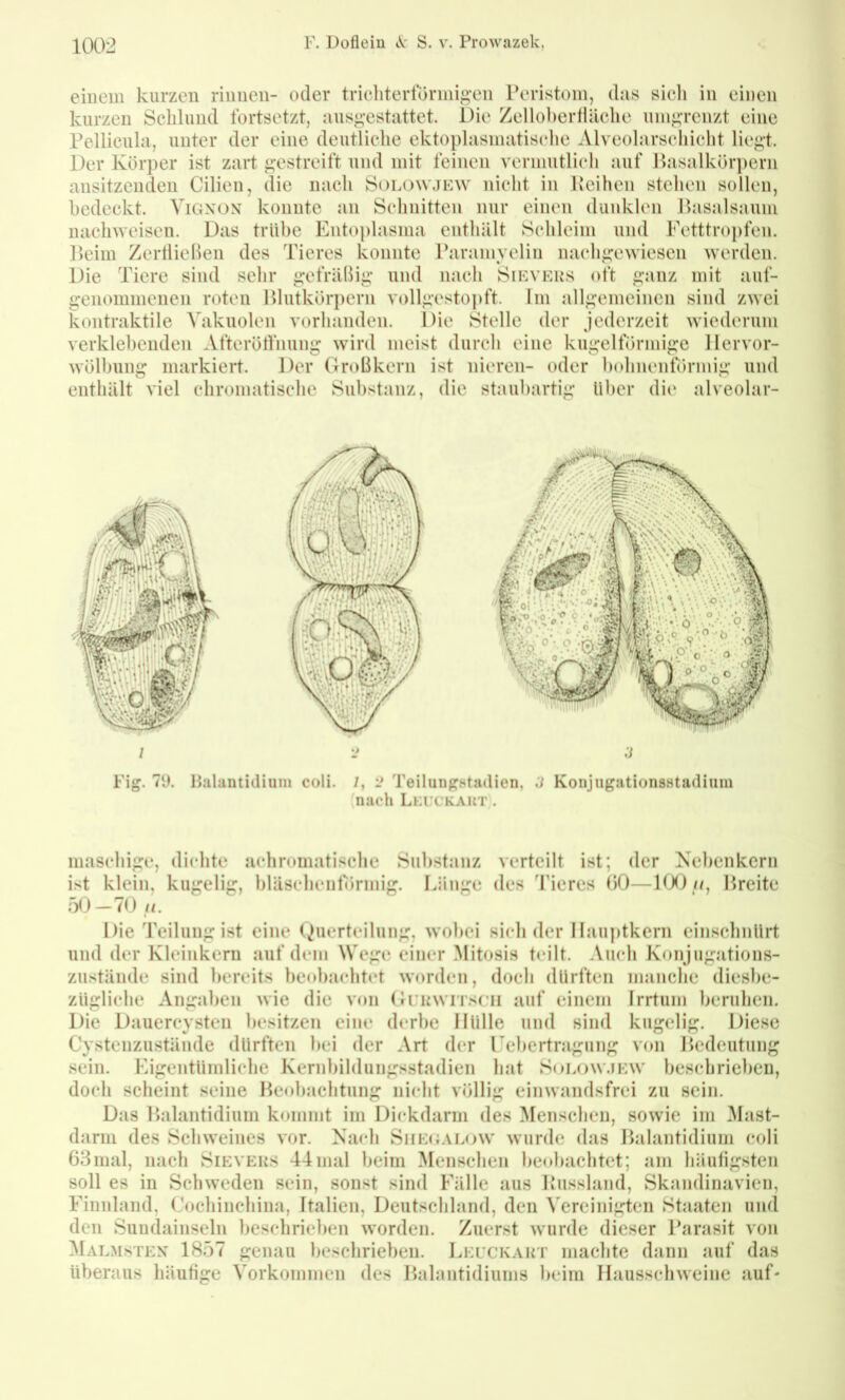 einem kurzen rinnen- oder triclitertorniig*en Peristoin, das sicli in einen kurzen Schlund fortsetzt, ausgestattet. Die Zellobertläche nnigrcnzt eine Pellicnla, unter der eine dentlielie ektoplasmatisclie Alveolarseliielit liegt. Der Körper ist zart gestreift und mit feinen vermutlich auf lhisalkör])ern ansitzenden Cilien, die nach Solowjkw nicht in Peihen stehen sollen, bedeckt. Yignox konnte an Schnitten nur einen dunklen Hasalsaum uachweisen. Das trübe Ento])lasma enthält Schleim und Fetttro])fen. Heim ZertlieBen des Tieres konnte Paramyelin nachgewiesen werden. Die Tiere sind sehr gefräBig und nach Sikvers oft ganz mit auf- genommeuen roten Plutkörpern vollgestopft. Im allgemeinen sind zwei kontraktile Vakuolen vorhanden. Die Stelle der jederzeit wiederum verklebenden Afterötfnung wird meist durch eine kugelförmige llervor- wölhung markieil. Der Großkern ist nieren- oder bohnenförmig und enthält viel chromatische Substanz, die staubartig über die alveolar- Fig. 7i). Balantidiuni coli. /, Teilungstadion, .7 Konjiigationsstadium (nach Lel'Ckaut . maschige, dichte achromatische Substanz verteilt ist; der Nebenkern ist klein, kugelig, bläscheubinnig. Länge des Tieres 00—10^1//, Breite 50-70.//. Die Teilung ist eine (^uerteilung, wobei sieh der Ilauptkern cinschnürt und der Kleinkeru auf dem Wege einer Mitosis teilt. Auch Konjugations- zustände sind bereits beobachtet worden, doch dürften manche diesbe- zügliche Angaben wie die von (Jurwitscii auf einem Irrtum beruhen. Die Dauercysten besitzen eine derbe Hülle und sind kugelig. Diese Cystenzustände dürften bei der Art der rebertragung von Bedeutung sein. Eigentümliche Kernbildung.'<stadien hat Solow.ikw beschrieben, doch scheint seine Beobachtung nicht völlig einwandsfrei zu sein. Das Balantidium kommt im Dickdarm des Menseben, sowie im Mast- darni des Schweines vor. Nach SiiE/iALow wurde das Balantidium coli 63mal, nach Sievers 44mal beim Menschen beobachtet; am häuligsten soll es in Schweden sein, sonst sind Fälle aus Busslaiid, Skandinavien, Finnland, Cochinchina, Italien, Deutschland, den Vereinigten Staaten und den Sundainseln beschrieben worden. Zuerst wurde dieser Parasit von Malmstex 1857 genau beschrieben. Lelckart machte dann auf das überaus häutige Vorkommen des Balautidiums beim Hausschweine auf-