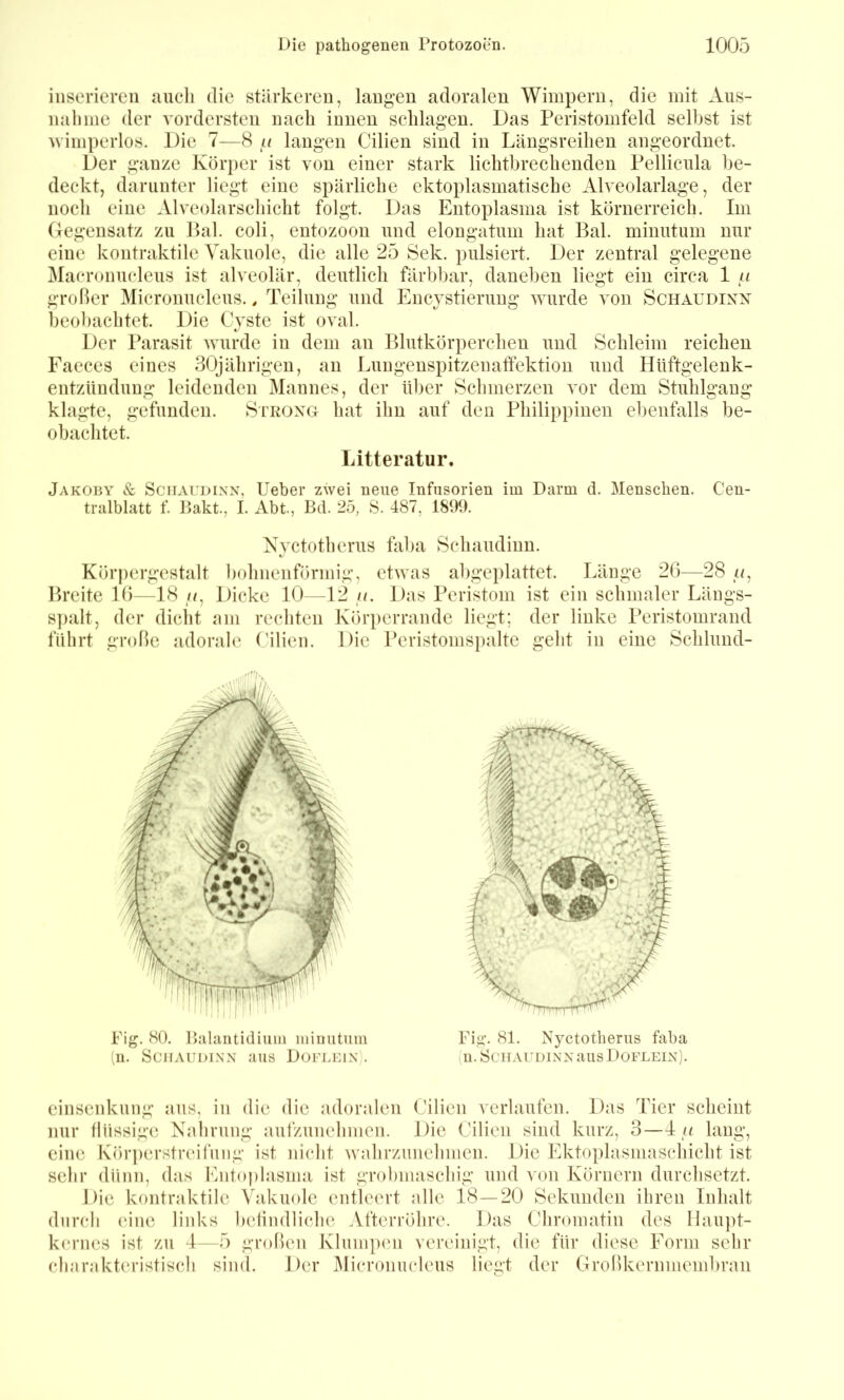 inserieren auch die stärkeren, langen adoralen Wimpern, die mit Aus- nahme der vordersten nach innen schlagen. Das Peristomfeld seihst ist vimperlos. Die 7—8 u langen Cilien sind in Längsreihen angeordnet. Der ganze Körper ist von einer stark lichtbrechenden Pellicula be- deckt, darunter liegt eine spärliche ektoplasmatische Alveolarlage, der noch eine Alveolarschicht folgt. Das Entoplasma ist körnerreich. Im Gegensatz zu Pal. coli, entozoon und elongatum hat Bai. minutum nur eine kontraktile Vakuole, die alle 25 Sek. pulsiert. Der zentral gelegene Macronucleus ist alveolär, deutlich färbbar, daneben liegt ein circa 1 u großer Micronucleus., Teilung und Encystierung wurde von Schaudixx beobachtet. Die Cyste ist oval. Der Parasit wurde in dem an Blutkörperchen und Schleim reichen Faeces eines 30jährigen, an Lungenspitzenaffektion und Hüftgelenk- entzUndung leidenden Mannes, der id)er Schmerzen vor dem Stuhlgang klagte, gefunden. Siroxg hat ihn auf den Philippinen ebenfalls be- ohachtet. Litteratur. Jakoby & SciiAUDiNN, Uebor zwei neue Infusorien im Darm d. Menschen. Cen- tralbhitt f Pakt., I. Abt., Bd. 25, 8. 487, 1899. Kör|)crgestalt hohnenförmig, etwas abgeplattet. Länge 26—28 o, Breite 16—18 /g Dicke 10—12 //. Das Pcristom ist ein schmaler Läugs- s])alt, der dicht am rechten Körpcrrandc liegt; der linke l’eristomrand führt große adorale ('dien. Die Peristonispalte geht in eine Schlund- sehr dünn, das Ento])lasma ist grohmascliig und von Körnern durchsetzt. Die kontraktile Vakuole entleert alle 18—20 Sekunden ihren Inhalt charakteristisch sind. Der ^licronucleus liegt der Großkernmemhran Nvetotherus faha Schaudinn. Fig. (SO. Palantidium minutum (n. SciiAiiDiNX aus DoFiaax). Fig. 81. Nyctotherus faba (u.SciiArüiNxausDoFLEix).