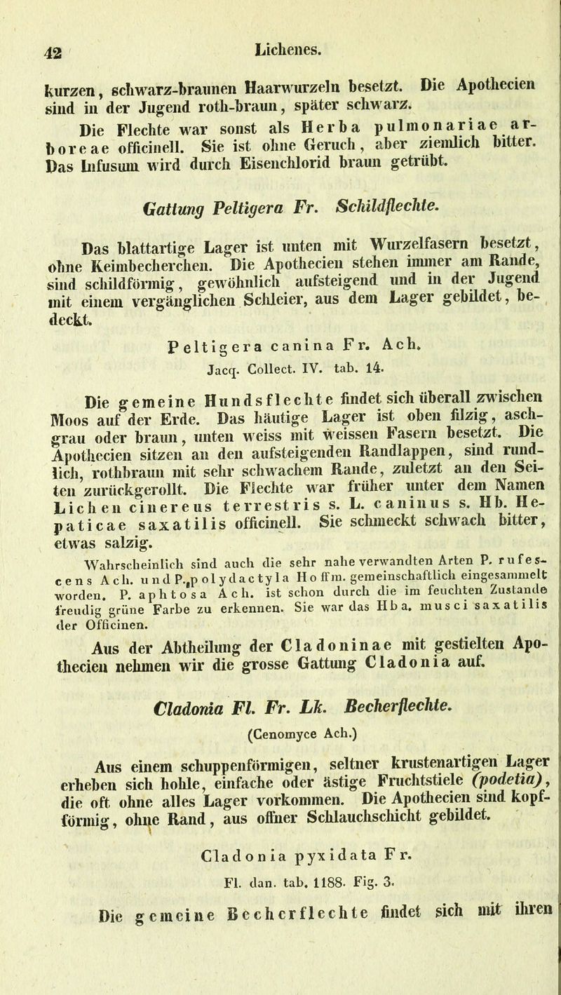 kurzen, schwarz-braunen Haarwurzeln besetzt. Die Apotliecien sind in der Jugend roth-braun, später schwarz. Die Flechte war sonst als Herba pulmonariae ar- boreae officinell. Sie ist ohne Geruch, aber ziemlich bitter. Das infus um wird durch Eisenchlorid braun getrübt. Gattung Peltigera Fr. Schildfleeilte. Das blattartige Lager ist unten mit Wurzelfasern besetzt, ohne Keimbecher dien. Die Apothecien stehen immer am Rande, sind schildförmig, gewöhnlich aufsteigend und in der Jugend mit einem vergänglichen Schleier, aus dem Lager gebildet, be- deckt. Peltigera canina Fr. Ach* Jacq. Collect. IV. tab. 14. Die gemeine Hundsflechte findet sich überall zwischen Moos auf der Erde. Das häutige Lager ist oben filzig, asch- grau oder braun, unten weiss mit weissen Fasern besetzt. Die Apothecien sitzen an den aufsteigenden Randlappen, sind rund- lich, rothbraun mit sehr schwachem Rande, zuletzt an den Sei- ten zurückgerollt. Die Flechte war früher unter dem Namen Lichen cinereus terrestris s. L. caninus s. Hb. He- paticae saxatilis officinell. Sie schmeckt schwach bitter, etwas salzig. Wahrscheinlich sind auch die sehr nahe verwandten Arten P. rufes- cens Ach. und P.,p olydactyla H o ff ra. gemeinschaftlich eingesammelt worden. P. aphtosa Ach. ist schon durch die im feuchten Zustand© j freudig grüne Farbe zu erkennen. Sie war das Hba. musci saxatilis der Officinen. Aus der Abtheilung der Cladoninae mit gestielten Apo- thecien nehmen wir die grosse Gattung Cladonia auf. Cladonia Fl. Fr. Lh. Becherflechte. (Cenomyce Ach.) Aus einem schuppenförmigen, seltner krustenartigen Lager I erheben sich hohle, einfache oder ästige Fruchtstiele (podetia), die oft ohne alles Lager Vorkommen. Die Apotliecien sind kopf- förmig , ohne Rand, aus offner Schlauchschicht gebildet. Cladonia pyxidata Fr. Fl. dan. tab. 1188. Fig. 3. Die gemeine Becherflechte findet sich mit ihren