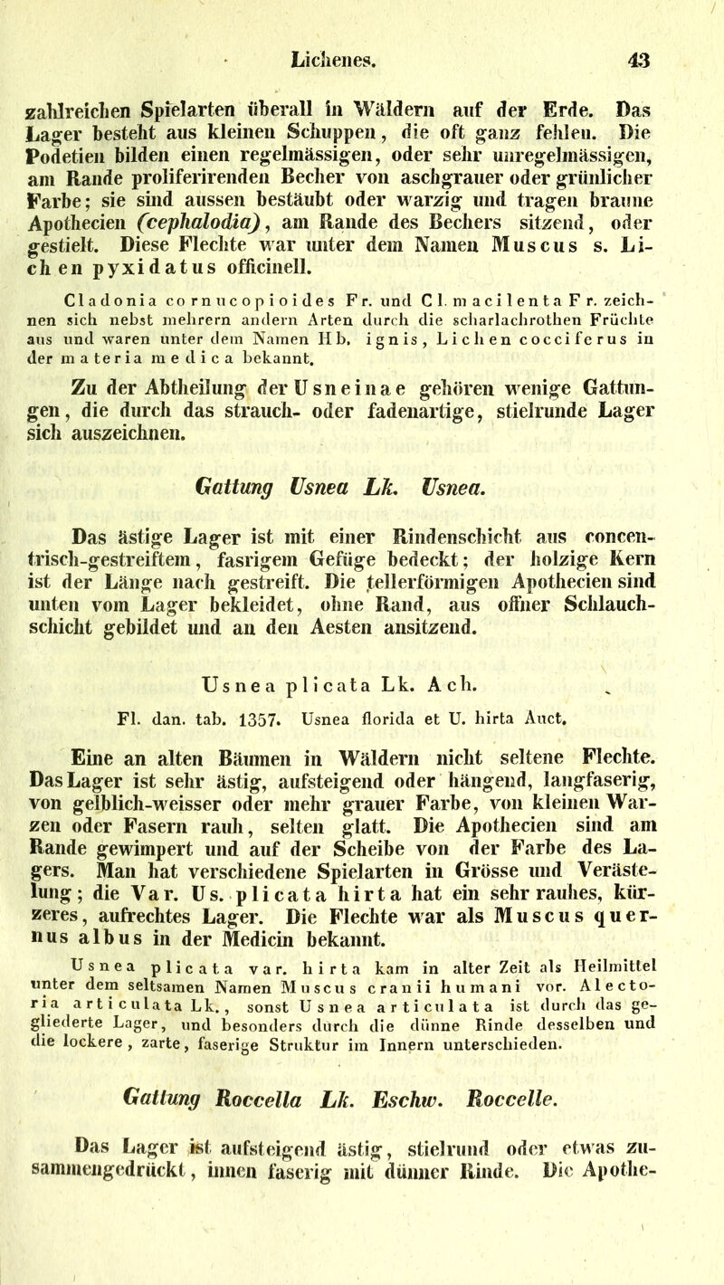 zahlreichen Spielarten überall in Wäldern auf der Erde. Das Lager besteht aus kleinen Schuppen, die oft ganz fehlen. Die Podetien bilden einen regelmässigen, oder sehr unregelmässigen, am Rande proliferirenden Becher von aschgrauer oder grünlicher Farbe; sie sind aussen bestäubt oder warzig und tragen braune Apothecien (cephalodia), am Rande des Bechers sitzend, oder gestielt. Diese Flechte war unter dem Namen Muscus s. Li- eh en pyxidatus officinell. Cladonia cornucopioides Fr. und CI. macilenta F r. zeich- nen sich nebst mehrern andern Arten durch die scharlachrothen Früchte aus und waren unter dem Namen Hb. ignis, Lichen cocciferus in der materia medica bekannt. Zu der Abtheilung derUsneinae gehören wenige Gattun- gen, die durch das Strauch- oder fadenartige, stielrunde Lager sich auszeichnen. Gattung Usnea Lk. Usnea. Das ästige Lager ist mit einer Rindenschicht aus concen- irisch-gestreiftem, fasrigem Gefüge bedeckt; der holzige Kern ist der Länge nach gestreift. Die tellerförmigen Apothecien sind unten vom Lager bekleidet, ohne Rand, aus offner Schlauch- schicht gebildet und an den Aesten ansitzend. Usnea plicata Lk. Ach. Fl. dan. tab. 1357. Usnea florida et U. hirta Auct. Eine an alten Bäumen in Wäldern nicht seltene Flechte. Das Lager ist sehr ästig, aufsteigend oder hängend, langfaserig, von gelblich-weisser oder mehr grauer Farbe, von kleinen War- zen oder Fasern rauh, selten glatt. Die Apothecien sind am Rande gewimpert und auf der Scheibe von der Farbe des La- gers. Man hat verschiedene Spielarten in Grösse und Veräste- lung ; die Var. Us. - plicata hirta hat ein sehr rauhes, kür- zeres, aufrechtes Lager. Die Flechte war als Muscus quer- nus albus in der Medicin bekannt. Usnea plicata var. hirta kam in alter Zeit als Heilmittel unter dem seltsamen Namen Muscus er anii humani vor. Alecto- ria a rt i c ulata Lk., sonst Usnea articulata ist durch das ge- gliederte Lager, und besonders durch die dünne Rinde desselben und die lockere, zarte, faserige Struktur im Innern unterschieden. Gattung Roccella Lh. Eschw. Roccclle. Das Lager ist aufsteigend ästig, stielrund oder etwas zu- sammengedrückt , innen faserig mit dünner Rinde. Die Apothe-