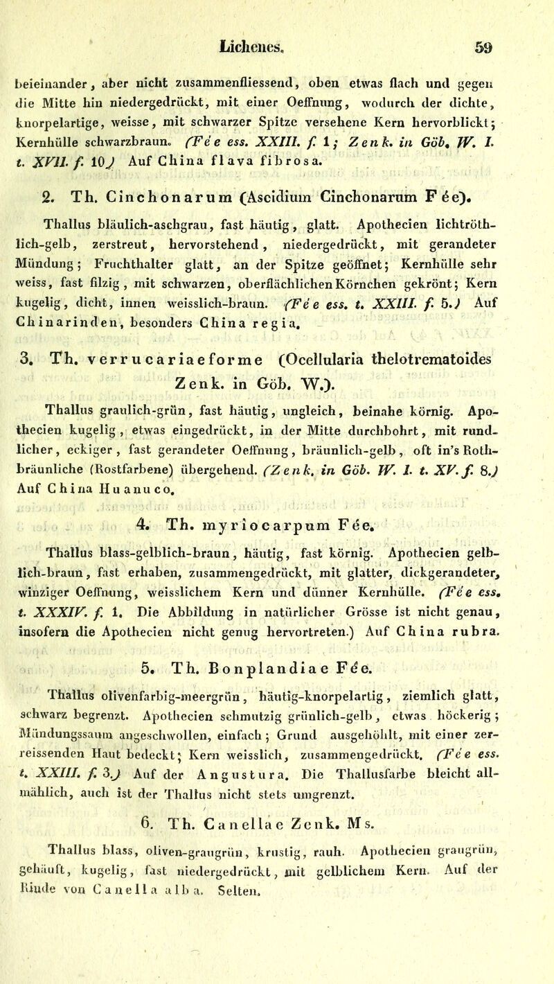 beieinander, aber nicht zusammenfliessend, oben etwas flach und gegen die Mitte hin niedergedruckt, mit einer Oeffnung, wodurch der dichte, knorpelartige, weisse, mit schwarzer Spitze versehene Kern hervorblickt; Kernhülle schwarzbraun., (Fe e ess. XXIII. fl; Zenk. in Göb, JV. I- t. XVU. f 107 Auf China flava fibrosa. 2. Th. Cinchonarum (Ascidium Cinchonarum F öe). Thallus bläulich-aschgrau, fast häutig, glatt. Apothecien lichtröth- lich-gelb, zerstreut, hervorstehend, niedergedrückt, mit gerandeter Mündung; Fruchthalter glatt, an der Spitze geöffnet; Kernhülle sehr weiss, fast filzig, mit schwarzen, oberflächlichen Körnchen gekrönt; Kern kugelig, dicht, innen weisslich-braun. {Fee ess. t. XXIII. f. h.) Auf Chinarinden, besonders China regia. 3. Th. verrucariaeforme (Ocellularia thelotrematoides Zenk. in Göb. W.). Thallus graulich-grün, fast häutig, ungleich, beinahe körnig. Apo- thecien kugelig, etwas eingedrückt, in der Mitte durchbohrt, mit rund- licher , eckiger , fast gerandeter Oeffnung , bräunlicli-gelb , oft in’s Roth- bräunliche (Rostfarbene) übergehend. (Zenk. in Göb. JV. 1. t. XV. f. 8.) Auf China Huanuco. 4. Th. myriocarpum Fee. Thallus blass-gelblich-braun, häutig, fast körnig. Apothecien gelb- lich-braun , fast erhaben, zusammengedrückt, mit glatter, dickgerandeter, winziger Oeffnung, weissliehem Kern und dünner Kernhülle. (Fee ess. t. XXXIV. f. 1, Die Abbildung in natürlicher Grösse ist nicht genau, insofern die Apothecien nicht genug hervortreten.) Auf China rubra. 5. Th. Bonplandiae Fde. Thallus olivenfarbig-meergrün, häutig-knorpelartig, ziemlich glatt, schwarz begrenzt. Apothecien schmutzig grünlich-gelb, etwas höckerig ; Miindungssaiun angeschwollen, einfach ; Grund ausgehöhlt, mit einer zer- reissenclen Haut bedeckt; Kern weisstich, zusammengedrückt. (Fee ess. XXIII. f. 3.J Auf der Angustura. Die Thallusfarbe bleicht all- mählich, auch ist der Thallus nicht stets umgrenzt. 6. Th. Canellae Zenk. Ms. Thallus blass, oliven-graugrün, krustig, rauh. Apothecien graugrün, gehäuft, kugelig, fast niedergedrückt, mit gelblichem Kern. Auf der Rinde von Canella alb a. Selten.